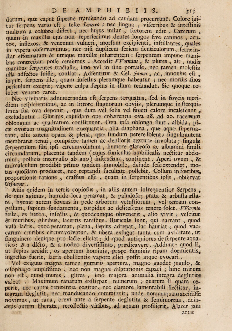 DE AMPHIBIIS. .jrj darum, qua? caput fuperne tranfeundo ad caudam procurrunt. Colore igi¬ tur ferpens vario eft , tefte Lmnxo ; nec lingua , vifceribus & inteftinis multum a colubro differt , nec hujus inftar , faetorem edit * Ceterum , quum in maxillis ejus non reperierimus dentes longos five caninos , acu¬ tos, inflexos, & venenum vulneri, morfum excipienti, inftiilantes, quales in vipera obfervavimus; nec nifi duplicem feriem denticulorum, ferrcein¬ flat efformatam & utrique maxilla? inhaerentem : ferpentem impune mani¬ bus contredari poffe cenfemus . Accedit VV&mius, & plures , ait, nudis manibus ferpentes .tradafle, imo vel in finu portaffe, nec tamen moleftia ulla adfedos fuiffe, conflat , Adfentitur & Cei. famesac,, innoxius eft , inquit, ferpens ille , quam infeftus plerumque habeatur ; nec morius ffuos periculum excipit; viperae culpa Jsepius in illum redundat. Sic quoque co¬ luber veneno caret. Nec viviparis ad numerandus eft ferpens torquatus, fed in foveis meri¬ diem relpicientibus, ac in littore ftagnorum obviis, plerumque infterqui- liniis fua ova deponit , quae dum vel folis vel fimeti calore incalefcunt s excluduntur . Glutinis cujufdam ope cohxrentia ova iB. ad 20. racenaum oblongum ac quadratum conftituunt. Ova ipfa oblonga funt, albida, pi¬ ca? ovorum magnitudinem exaequantia, alia diaphana , qua: aqua? fuperna- tant, alia autem opaca & plena, qua? fundum petere folent; fingula autem membranae tenui, compada? tamen ac denfioris texturae involuta ; fingulge ferpentulum fibi ipfi circumvolutum , humore glareofo ac albumini firnili circumdatum, placenta tandem (cujus funiculus umbilicalis neditur abdo-» mini, pollicis intervallo ab ,ano) inftrudum, continent. Aperi ovum , animalculum prodibit primo quidem immobile, deinde fefeextendet, mo* tus quofdam producet, nec reptandi facultate pollebit. Collum infoetibus, proportionis ratione , craffius effe , quam in ferpentibus ipfis , obfervat Gefnems... Aliis quidem in terris copiofus , in aliis autem infrequentiqr Serpens* de quo agimus, humida loca .peramat, & paludofa; prata & arbufta a?fta- te , hyeme autem foveas in pede arborum vetuftiorum , vel terram con- geftam, flepium fundamenta, torpidus ac delitefcens tenere folet. FFormw tefte, ex herba, infedis , & quodcumque obvenerit , alio vivit ; vefcitur & muribus, gliribus, lacertis ranifque. Ruricula? funt, qui narrant , quod vafa ladis, quod peramat, plena, flepius adrepat, lac hauriat; quod vac¬ carum cruribus circumvolvatur, & ubera exfugat tanta cum aviditate, ut fanguinem denique pro laece eliciat ; id quod antiquiores de ferpente aqua¬ tico: Boa didto, <k a noflro diverfiflimo, praedicavere. Addunt: quod fi* ut flepius accidit, os apertum hominis, prope fluminis ripam dormientis* ingreflus fuerit, ladis ebullientis vapore ,elici poffit atque evocari . Vel exiguus magna tamen gutturis apertura, magno gaudet jugulo, & cefophago ampliffimo , nec non magnae dilatationis capaci ; hinc mirum non eft , quod mures , glires , inio majora animalia integra deglutire valeat . Maximum ranarum exftftpat numerum ; quarum fi quam ce¬ perit, nec capta? renitenda cogitur, nec clamore lamentabili fleditur, in¬ tegram deglutit, nec manducando comminuit; unde nonnunquamaccidiffe novimus, ut rana, brevi ante a ferpente deglutita & fe mimor tua , dein¬ ceps autem liberata, recolledis viribus, ad aquam profilierit., Alacer jam aquae