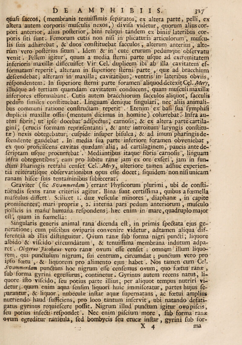 D E A M P H I B I 1 ?-i-7 f j . ^ qpafi faccos, (membranis tenuidimis feparatcs, ex altera parte, pelli, ex altera autem corporis -mufculis nexos,) di vifa videtur, quorum alius cor¬ pori anterior, alius pofteribr,, bini reliqui tandem ex binis1 lateribus cor¬ poris fiti Tunt. Femorum cutis non nifi in plicaturis articulorum, mufcu- lis fuis adhaerebat, duos canftituebat facculos, alterum anterius , alte- runVvero pofterius fitum \ Idemr& dn ■ cute crurum pedumque obfervatu venit ; Pellem'igitur, quum a media fterni parte ufque ad extfemitatem inferioris maxilla: diffecuiflet Viri Cei. duplicem' ibi ab'; illa cavitatem ef- formatam reperit , alteram in fuperiore fterni parte 3 quae ad bracchium defceridebat] alteram in: maxillacavitatibus , ; ventris dii lateribus obviis 3 refpondentem. In fuperiore fterni' parte foramea aliquod de texit illiidque ad- tertiam quamdam cavitatem conducens, quam mufculi maxilla inferiores efformabantl Cutis autem bracchioruni facculos aliquot, faeculis pediim finliles con ftituebat, Linguam' denique fingulari, nec aliis animali¬ bus communi ratione conftrudam; reperit *--f Etenim ex baft fua fymphifl duplicis maxilla ollis (mentum dicimus in homine) cohaerebatS Infra au- tdn fibris,* utHpfe? docebaVadfpedus, carhofis V ex alteraipartecartila-  gini j (crucis formam reprsefentanti , & ante’ introituri#laryngis conftitu- tx) nexis obtegebatur; cufpide infuper bifulca, & ad imumpharingis de- feendente gaudebat . Im media fua parte inferiore foramen obveniebat , ex quo proficifeens cavitas quaedam alia, ad cartilaginem Y paucis ante de- feriptam ufque procurrebat\ Mediantibus itaque fibris carnofis Y linguam ih.fra obtegentibus , eam pro lubitu ranae jam ex ore exferi, jam in fun* dhnr Pharingis retrahi cenfet CeliY^^,s ulteriore tamen adhuc experien¬ tia reiteratifque obfervationibus opus effe docet; fiquidem- nonnifiunicami ‘ ranam hifce* fuis tentaminibus fubiecerati „ , Graviter (fic Svammerdam) errantPhyficorum plurimi, ubi de confli-' tuendis fexus ranae criteriis agitur. Bina funt certiflima, quibus afaemella marculus differt \ Scilicet i. dus veficulae minores % diaphanae , in capite prominentesY mari propriae , 2. interna pars pedum anteriorum , mufculo pollicis in manu humana, refpondens; • haec enim in* mare,quadruplo major; eft , quam in foemella; # , , Singularis generis animal rana dicenda eft , in primis fpedata ejus neratione; cum pifeibus oviparis convenire videtur, adtamen aliqua dif-' ferentia ab iliis dift^hguitur. Qvum ranae fubr forma5 nigri pundi; liquore albido & vifeido circumdatum , & tenuiffima membrana indutum adpa- ret a - Ohgerus:Jkobj£us vero ranae ovum effe cenfet s omnem f illum liquo- ~ rem , qui pumftulum nigrum^ fui centrum, circumdat; pundum vero pro ipfo foetu\.} liquorem pro alimento ejus; habet» Nos tamen cum;Ce!»5 Svammerdam pundum hoc nigrum effe cenfemus ovum, quo foetus ranae > fub forma gyrini egreflbrus, continetur. Gyrinus autem recens natus, li¬ quore ifto vifeido, feu potius parte illius, per aliquot tempus nutriri vi¬ detur ; quum enim aqua> fenfim liquori huic immifeeatur, partes hujus fe- parantur, & liquor , nubecula? inftar aquae fupernatans , ac foetui amplius nuttiendo haud Sufficiens, pro loco tantum in fervit, ubi natando defati¬ gatus gyrinus r^uiefeere poffit. Nigrum illud pundum igitur ovopifeis, feu potius InfedL refpondet\ Nec enim pifeium more , fub forma ranae ovum egreditur ranieula, fed bombycis feu eruc^ inftar, gyrini fub for-