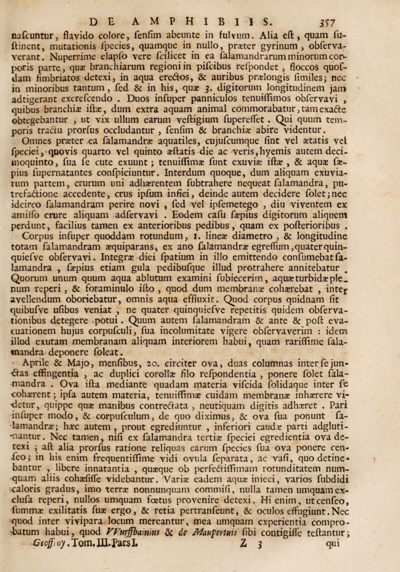 nafcuntur, flavido colore, fenfim abeunte in fulvum. Alia eft , quam fu- ftinent, mutationis fpecies, quamque in nullo, praeter gyrinum, obferva- verant. Nuperrime elapfo vere fcilicet in ea falamandrarumminorumcoi> poris parte, quae branchiarum regioni in pifcibus refpondet, floccos quof~ dam fimbriatos detexi, in aqua ere<5k>s, & auribus praelongis fimiles; nee in minoribus tantum, fed & in his, quae 3. digitorum longitudinem jan> adtigerant excrefcendo . Duos infuper panniculos tenuifllmos obfervavi > quibus branchis iftse, dum extra aquam animal commorabatur, tamexade obtegebantur , ut vix ullum earum veftigium fupereflet . Qui quum tem¬ poris tra&u prorfus occludantur , fenfim & branchis abire videntur. Omnes praeter ea falamandra aquatiles, cujufcumque fint vel aetatis vel fpeciei,<quovis quarto vel quinto adlatis die ac veris,hyemis autem deci- moquinto, fua fe cute exuunt; tenuiflimae funt exuvia illae , & aquse fe- pius fupernatantes confpiciuntur. Interdum quoque, dum aliquam exuvia¬ rum partem , crurum uni adhaerentem fubtrahere nequeat falamandra, pu- trefa&ione accedente, crus ipfum infici, deinde autem decidere folet;nec idcirco falamandram perire novi , fed vel ipfemetego , diu viventem ex amiifo crure aliquam adfervavi . Eodem cafu faepius digitorum aliquem perdunt, facilius tamen ex anterioribus pedibus, quam ex pollerioribus . Corpus infuper quoddam rotundum, 1. lineae diametro , & longitudine totam falamandram aequiparans, ex ano falamandra egrelfum,quaterquin- quiefve obfervavi . Integra diei fpatium in illo emittendo confumebat fa¬ lamandra , faepius etiam gula pedibufque illud protrahere annitebatur Quorum unum quum aqua ablutum examini fubiecerim, aqua? turbidas ple_ num reperi, & foraminulo illo , quod dum membranae cohaerebat , inte* avellendum oboriebatur, omnis aqua effluxit. Quod corpus quidnam fit quibufve ufibus veniat , ne quater quinquiefve repetitis quidem obferva- tionibus detegere potui. Quum autem falamandram & ante 8c poli eva¬ cuationem hujus eorpufculi, fua incolumitate vigere obfervaverim : idem illud exutam membranam aliquam interiorem habui, quam rariflime fala- mandra deponere foleat. Aprile & Majo, menfibus, 20. circiter ova, duas columnas inter fe jun¬ gas effingentia , ac duplici corolla filo refpondentia , ponere folet fala- inandra . Ova illa mediante quadam materia vifeida folidaque inter fe cohaerent; ipfa autem materia, tenuilfimae cuidam membranae inhaerere vi¬ detur, quippe quae manibus contre&ata , neutiquam digitis adhaeret . Pari infuper modo, & corpufcnlum, de quo diximus, & ova fua ponunt fa¬ lamandra; haec autem , prout egrediuntur , inferiori caudae parti adgluti- mantur. Nec tamen, nili ex falamandra tertiae fpeciei egredienda ova de¬ texi ; aft alia prorfus ratione reliquas earum fpecies fua ova ponere cen- leo; in his enim frequentilfime vidi ovula feparata, ac vafi, quo detine¬ bantur , libere innatantia , quaeque ob perfediflimam rotunditatem num- quam aliis cohaefifle videbantur. Variae eadem aquae inieci, varios fubdidi caloris gradus, imo terra nonnunquam commifi, nulla tamen umquam ex- clufa reperi, nullos umquam foetus provenire detexi. Hi enim, utcenfeo, fummae exilitatis fuae ergo, & retia pertranfeunt, & oculos effugiunt.Nec quod inter vivipara locum mereantur, mea umquam experientia compro¬ batum habui, quod FFurffbainius & ds Maufertuis fibi contigiffe teftantur;