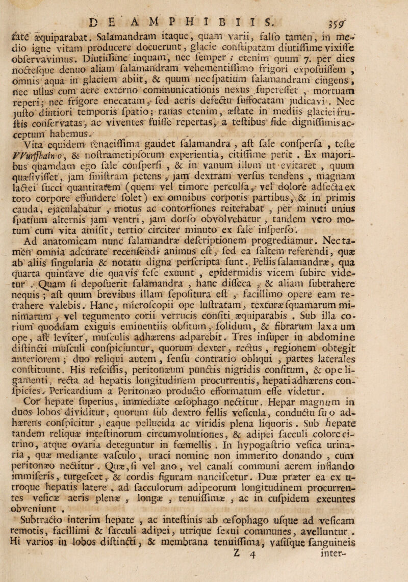 fate' aquiparabat. Sala mandram itaque, quam varii, falfo tamen, m me-»' dio igne vitam producere docuerunt, glacie coiiftipatam diutiflime yixifle dbfervaVimus. Diutiflime inquam, nec femper ; etenim quum 7. per dies nodefque denuo aliam falamandram vehementiflimo frigori expofuiiTem , omnis aqua iri glaciem abiit, & quum necfpatium falamandram cingens , liec ullus cum aere externo communicationis nexus fupereflet , mortuam re peri; nec frigore enecatam, fed aeris defedu fuffbcatam judicavi. Nec jufto dlutiori temporis fpatio; ranas etenim, asftate in mediis glaciei fru¬ dis confervatas, ac viventes fuifle repertas, a feftibus fide digniflimis ac¬ ceptum habemus v , v .. . , ‘ Vita equidem fenaciffima gaudet falamandra, aft fafe confperfa , tefte FFurffbah o, & noftrametipforum experientia, citiflime perit . Ex majori¬ bus quamdam ego fale confperfi , & in vanum illum ut evitaret , quum qusefivifietV jam finiftram' petens y jam dextram verfus tendens , magnam ladei fucci quantitatem (quem vel timore perculfa,- vef dolore ad leda ex toto corpore effundere folet) ex omnibus corporis partibus ,\& in primis cauda, ejaculabatur motus ac contorfiones reiterabat , per minuti unius fpatfum alternis jam ventri, jam dorfo obvolvebatur , taridem vero mo¬ tum cum vita amifit, tertio circiter minuto ex fale infperfo. Ad anatomicam nunc falamandra deferiptionem progrediamur . Nec ta¬ men omnia adeurate receiifehdi animus eft, fed ea faltem referendi, qua ab' aliis lingularia & notatu digna perfcriptapfunt. Pellis falamandra, qua quarta qiiinfave die quavis fefe exuunt , epidermidis vicem fubire vide¬ tur .Quam fi depofuerit falamandra , hanc difleca , 3c aliam fubtrahere nequis ; aft quum brevibus illam fepolitura eft , facillimo opere eam re¬ trahere valebis. Hanc, microfcopii ope luftratam, texturafquamarum mi¬ nimarum , vel tegumento corii verrucis confitf sequiparabis . Sub illa co¬ rium quoddam exiguis eminentiis obfitum y folidum, & fibrarum laxa um ope, aft leviter, mufculis adharens adparebit. Tres infuper in abdomine diftindi mufculi confpiciuntur, quorum dexter, redus , regionem obtegit anteriorem ; duo reliqui autem , fenfu contrario obliqui , partes laterales conftituunt. His refeiflis, peritonaum pundis nigridis confitum, & op e li¬ gamenti , recla ad hepatis longitudinem procurrentis, hepati adharens con- fpiciesv Pericardium a Peritonao produdo efformaturn efle videtur.- Cor hepate fuperius, immediate oefophago neditur. Hepar magnum in duOs lobos dividitur, quorum fub dextro fellis veficula, condudu fu o ad¬ harens confpicitur , eaque pellucida ac viridis plena liquoris. Sub bepate tandem reliqua inteftinorum circumvolutiones, & adipei facculi colore ci- trino, atque ovaria deteguntur in fcemellis . In hypogaftrio vefica urina¬ ria , qua mediante vafculo, tiraci nomine non immerito donando , cum peritonao neditur . Qua,fi vel ano, vel canali communi aerem infiando immiferis, turgefeet, & cordis figuram nancifcetur. Dua prater ea ex u- troque hepatis latere , ad facculorum adipeorum longitudinem procurren¬ tes vefica aeris plena , longa , tenuiflima , ac in cufpidem exeuntes obveniunt . Subtrado interim hepate , ac inteftinis ab oefophago ufque ad veficam remotis, facillimi & facculi adipei, utrique fexui comtnunes, avelluntur . Hi varios in lobos diftindi/ & membrana tenuiflima, vafifque fanguineis