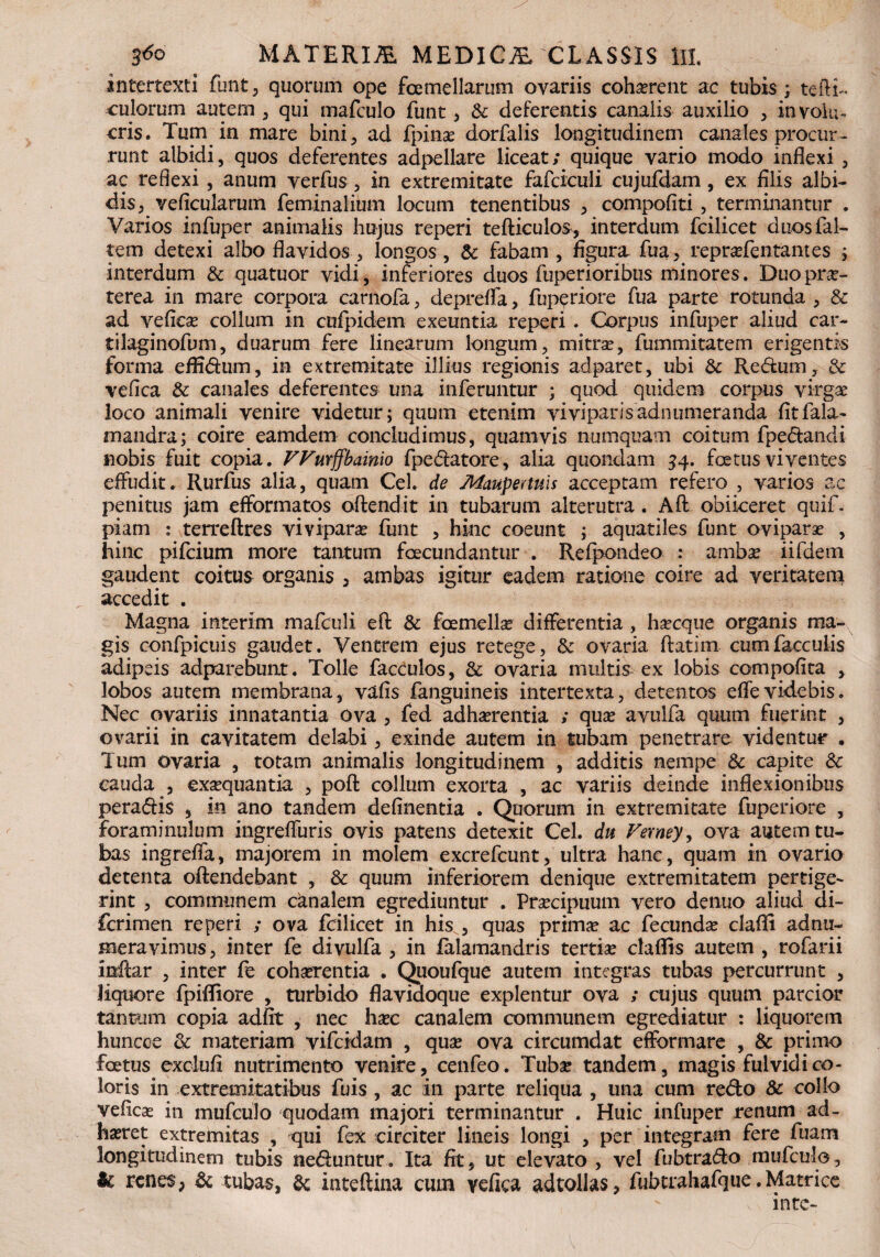 intertexti funt, quorum ope femellarum ovariis cohaerent ac tubis ; tefti- culorum autem , qui mafculo funt, & deferentis canalis auxilio , in volu¬ eris. Tum in mare bini ^ ad fpinae dorfalis longitudinem canales procur¬ runt albidi, quos deferentes adpellare liceat; quique vario modo inflexi , ac reflexi, anum verfus, in extremitate fafciculi cujufdam, ex filis albi¬ dis, veficularum feminalium locum tenentibus , compofiti, terminantur . Varios infuper animalis hujus reperi tefticulos, interdum fcilicet duosfal- tem detexi albo flavidos, longos, & fabam , figura fua, repraefentantes ; interdum & quatuor vidi, inferiores duos fuperioribus minores. Duoprae- terea in mare corpora carnofa, deprefla, fuperiore fua parte rotunda , & ad veficae collum in cnfpidem exeuntia reperi . Corpus infuper aliud car- tilaginofum, duarum fere linearum longum, mitra?, fummitatem erigentis forma effidum, in extremitate illius regionis adparet, ubi & Redum, & vefica & canales deferentes una inferuntur ; quod quidem corpus virgae loco animali venire videtur; quum etenim viviparisadnumeranda fit fala- mandra; coire eamdem concludimus, quamvis numquatn coitum fpedandi nobis fuit copia. VFurffbainio fpedatore, alia quondam 34. foetus viventes effudit. Rurfus alia, quam Cei. de Maupenuls acceptam refero , varios ac penitus jam efformatos offendit in tubarum alterutra. Afl: obiiceret quif- piam : terreftres viviparae funt , hinc coeunt ; aquatiles funt oviparae , hinc pifcium more tantum fecundantur . Refpondeo : ambae iifdem gaudent coitus organis , ambas igitur eadem ratione coire ad veritatem accedit . Magna interim mafculi efl: & femellae differentia , haecque organis ma¬ gis confpicuis gaudet. Ventrem ejus retege, & ovaria ftatim cum faeculis adipeis adparebunt. Tolle facculos, & ovaria multis ex lobis compofita y lobos autem membrana, vafis fanguineis intertexta, detentos efle videbis. Nec ovariis innatantia ova , fed adhaerentia ; quae avulfa quum fuerint , ovarii in cavitatem delabi, exinde autem in tubam penetrare videntur , Tum ovaria , totam animalis longitudinem , additis nempe Sc capite & cauda , exaequantia , pofl: collum exorta , ac variis deinde inflexionibus peradis , in ano tandem defluentia . Quorum in extremitate fuperiore , foraminulum ingreffuris ovis patens detexit Cei. du Verney, ova autem tu¬ bas ingrefia, majorem in molem excrefcunt, ultra hanc, quam in ovario detenta offendebant , & quum inferiorem denique extremitatem pertige- rint , communem canalem egrediuntur . Praecipuum vero denuo aliud di- ferimen reperi ; ova fcilicet in his , quas prim# ac fecundae clafli adnu- meravimus, inter fe divulfa , in falamandris tertiae claflfts autem , rofarii inftar , inter fe cohaerentia . Quoufque autem integras tubas percurrunt , liquore fpifliore , turbido flavidoque explentur ova ; cujus quum parcior tantum copia adfit , nec haec canalem communem egrediatur : liquorem huncce & materiam yifeidam , quae ova circumdat efformare , & primo fetus exefufi nutrimento venire, cenfeo. Tubae tandem, magis fulvid i co¬ loris in extremitatibus fuis, ac in parte reliqua , una cum redo & collo veficae in mufculo quodam majori terminantur . Huic infuper renum ad¬ haeret extremitas , qui fex circiter lineis longi , per integram fere fuam longitudinem tubis neduntur. Ita fit, ut elevato, vel fubtrado mufculo, U renes, & tubas, & inteftina cum vefica adtollas, fubtrahafque. Matrice