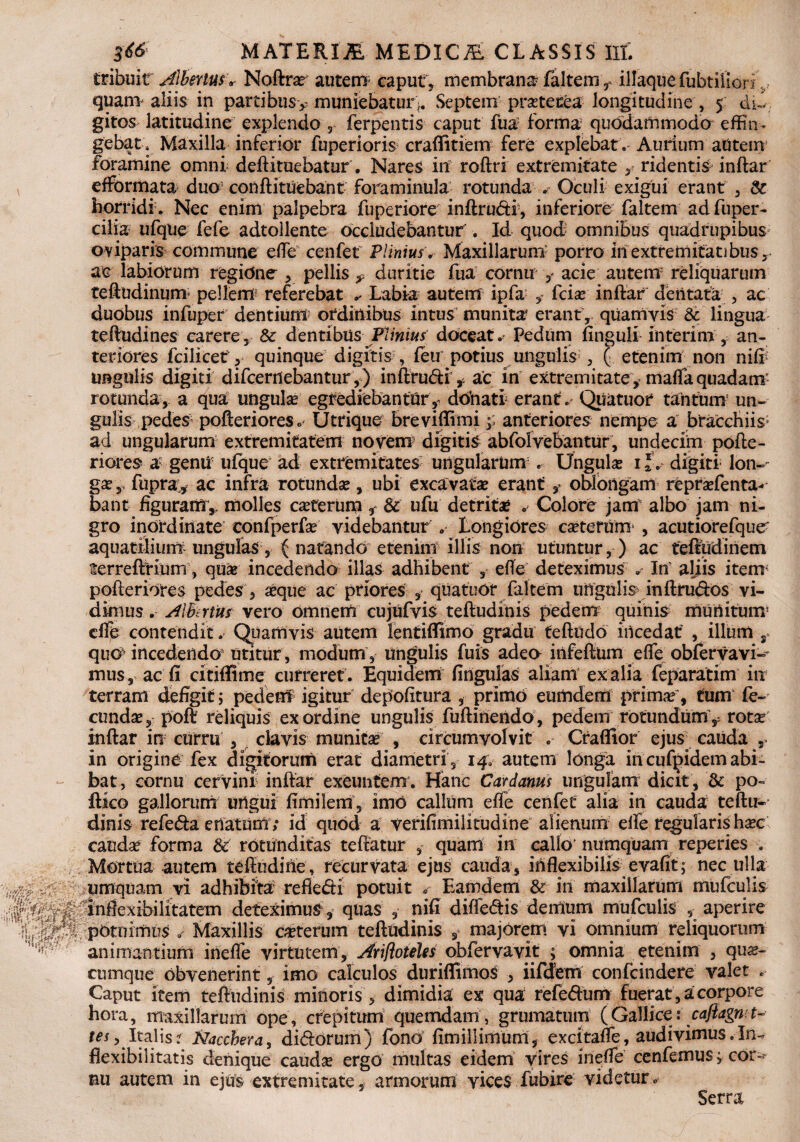 tribuit Jfer^v Noftra autem caput, membrana faltem t illaque fabriliori quam aliis in parti busy muniebatun. Septem pratecea longitudine , 5 dC gitos latitudine explendo r ferpentis caput fua; forma quodammodo effin¬ gebat, Maxilla inferior faperioris craffitiem fere explebat . Aurium autem foramine omni deftituebatur. Nares in roftri extremitate y ridentis inftar effbrmata duo confli tuebant foraminula rotunda Oculi exigui erant , & horridi. Nec enim palpebra faperiore inftru&i-, inferiore faltem ad faper- cilia ufque fefe adtollente occludebantur'. Id quod omnibus quadrupibus oviparis commune ede cenfet Pliniusv Maxillarum’ porro in extremitatibus y aq labiorum regione , pellis y duritie fta cornu y acie autem reliquarum teftudinum pellem5 referebat Labia autem ipfa ,* fcia inftar dentata , ac duobus infaper dentiunt5 ordinibus intus munita erant , quamvis & lingua teftudines carere, & dentibus Plinius doceat Pedum finguli interim, an¬ teriores fcilicef, quinque digitis , feu potius ungulis , ( etenim non niff ungulis digiti difcernebantur,) inftrudi, ac in extremitate , mada quadam rotunda, a qua ungula egtediebantury donati erant. Qtiatuor tantum un¬ gulis pedes pofterioreSo Utrique- brevidimi;; anteriores nempe a btacchiis; ad ungularum extremitatem novem3 digitis abfolvehantur, undecim pofte- riores a genu ufque ad extremitates ungularum Ungula ij. digiti5 lon-’ ga r fupray ac infra rotunda, ubi excavata erant, oblongam reprafenta- bant figuram,, molles caterum, & ufa detrita . Colore jam albo jam ni¬ gro inordinate confperfa videbantur . Longiores caterum , acutiorefque' aquatilium ungulas, ( natando etenim illis non utuntur, ) ac teftudinem fterreftnum, qua incedendo illas adhibent , ede deteximus * In aliis item pofteriores pedes > aque ac priores , qUatuor faltem ungulis inftrudos vi¬ dimus . Alhtrim vero omnem cujufvis teftudinis pedem quinis munimur dfe contendit. Quamvis autem lentiflimo gradu teftudo incedat , illum s quo incedendo3 utitur , modum , ungulis fais adeo infeftum ede obfervavi- mus, ac fi citiffime curreret. Equidem fingulas aliam ex alia feparatim in terram defigit; pedem igitur depofitura , primo eumdem prima, cum fe¬ cunda, poft reliquis ex ordine ungulis faftiriendo, pedem rotundum ^ rota Inftar in curru , clavis munita , circumvolvit . Craflior ejus cauda , in origine fex digitorum erat diametri , 14. autem longa in cufpidem abi¬ bat, cornu cervini inftar exeuntem. Hanc Cardanus ungulam dicit, & po- ftico gallorum ungui fimilem, imo callum ede cenfet alia in cauda teftu¬ dinis refe&a enatum; id quod a verifimilitudine alienum ede regularis hac, cauda forma & rotunditas teftatur quam in callo' numquam reperies . Mortua autem teftudine, recurvata ejus cauda, inflexibilis evafit; nec ulla umquam vi adhibita refledri potuit Eamdem & in maxillarum mufculis indexibilitatem deteximus, quas , nifi difle&is demum mufculis , aperire potuimus ✓ Maxillis caterum teftudinis , majorem vi omnium reliquorum animantium inede virtutem, Arifloteles obfervavit ; omnia etenim , qua¬ cumque obvenerint, imo calculos duriffimos , iifdem confeindere valet . Caput item teftudinis minoris, dimidia ex qua refe&um fuerat, a corpore hora, maxillarum ope, crepitum quemdam, grumatum (Gallice: caftagn t- tes y Italis? fcacchera, di&orum) fono fimiilimum, excitaffe, audivimus.In- flexibilitatis denique cauda ergo multas eidem vires inede cenfemus j cor~~ nu autem in ejus extremitate, armorum vices fubire videtur^ Serra