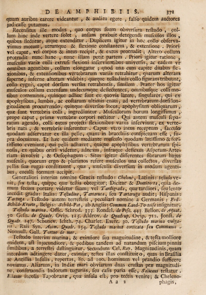 / D E A M P ff I B* I I $. 371 qimm auribus carere videantur , & auditu egere , falib quidem audores jud icafle putamus- Recenfitus ille modus , quO corpus ftum ohverfura tefludo , col¬ lum hinc inde vertere folet , anfam prasbuit detegendi mufcuios illds , quibus fledkur, atque extenditur . Duplicem igitur in hoc collo obferva- vimus motumv utrumque & flexione conflantem , & extenfione . Priori* vel caput, vel corpus &• intus recipit, & extus protrudit ; Altero collum protrudit nunc hanc , nunc illam petit partem . Priori igitur ratione * mufculis variae colli extrufi flexioni infervientibus uniyeriis, ac eadem vi- omnibus agentibus , collum elongatur ; quod una cum capite duabus fle¬ xionibus* & extenfionibus vertebrarum variis retrahitur , qoarum alteram fuperne, inferne alteram videbis; quasque teiludinis collo figuram tribuunt* collo cygnk, caput dorfum verfus retrahentis, flmilem . Praster hos igitur mufcuios collum extenfum undecumque defledentes, omnibufque colli mo¬ tibus communes, quinque adhuc funt ex quovis latere, Angulares, qui ex apophyfibus, lumbis, ac collarum ultimis enati, ad vertebrarumdorfilon¬ gitudinem procurrendo , quinque diverfos locos , apophyfitim obliquarum 3 quas funt vertebris colli, ingrediuntur . Mufculorum horum longiflimus ,* prope caput, primas vertebras corpori rieditur . Qui autem mufculi fepa- ratim agendo, colli extus projedv flexionibus variis inferviunt, ex vertes bris nati , & vertebris inferuntur . Caput vero intus receptum , facculo quodam ad fervatur ex illa pelle, quam in bracchiis cOnfpicuam e fle , fir^ pra docuimus. Et hxc quidem mediante mufculo quodam ktiflirno & fot- tiffimo eveniunt, qui pelli adhaeret, quique apophyfibus vertebrarum fpi- nolis, ex quibus oriri videtur, adnexus, infraque deflexus Afperam-Arte¬ riam involvit , £e Oefophagum< Situs igitur differentes Abrarum hujus mufculi , quorum ergo & plurimos refert mufcuios unacolledos, diverfas» pellis fuae rugas conftituunt', quas , mufculis diverfum in modum agenti¬ bus, cuculli Formam accipit . Generaliori interim nomine Graecis tc&ado: Cbelone^ Latinis?tefludo ve¬ nit, feu tefta, quippe quas teftis obtegitur ; Dicitilf & Domiporta, quia do* mum fecum portare videtur fuarn; \cl Tardigrada, quas tardiori, feuient^ incedit gradu: Italis: T efludine, T artante a, feti Tattaruga audit; Hifpanise’ Tartuga . Tefludo autem terreftris , peculiari nomine a Germanis : Erd~ S-cbild-ICroete, Belgis: Schdd-Pat, ab Anglis: Common Land-Tortoifeinfignitur; Tefludo marina. OfHc. Schrod. 334. Rondeh dePifc. 443, Bellon. de Aquata 50 Gefn. de Quadr. Ovip. ixy. Aldrov. de Quadrup. Ovip. 7-12. Jonll. de Quadr, 147. Schonev. Xchth. 74. Charlet, Exerc. 30. Tefludo marina vulga- m Raii Syn. Anim. Quadr. 254. Tefludo manna' corticata feu Communii .* Nonnull. Gall, Tonue de mer» TePtudo interim marina, & eximiore fua magnitudine, & tefta molliore quidem, aft injucundiore, & pedibus tandem ad natandum pifeium pinnis mnilibus, a terrellri diftinguitur. Secundum Cei.Ray. Magnitudinis,quam interdum adtingere datur, eximiae, refles illas conllituito, quas inBrafllia ac Antillis Infulis , repertas, &o. ad 100. hominum vel prandio fuflicere novimus. Aliarum, in Indiae mari obviarum duas cruftas prae magnitudk ne, conftruendis Indorum tuguriis, feu calis paria efle, Salienus teftatur . Eiianm incolis Tapobranae, quae''infula ell, pro tedis venire; & Cheleno-