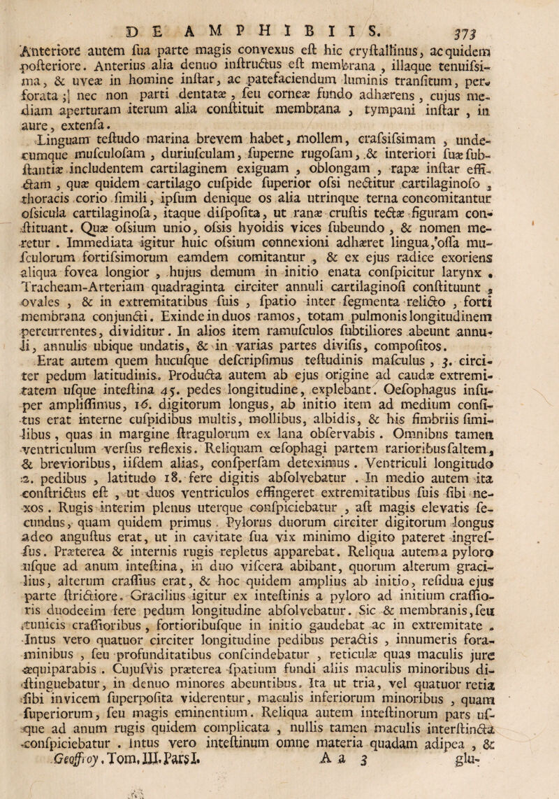 Anteriore autem fua parte magis convexus eft hic cryftallinus, ac quidem pofteriore. Anterius alia denuo inftrudus eft membrana , iliaque tenuifsi- ma, & uvete in homine inftar, ac patefaciendum luminis tranfitum, per* forata g nec non parti dentatae, feu corneae fundo adhserens , cujus me¬ diam aperturam iterum alia conftituit membrana , tympani inftar , in aure, extenfa. Linguam teftudo marina brevem habet, mollem, crafsifsimam , unde¬ cumque mufculofam , duriufculam, fuperne rugofam, .& interiori fuse fub- ftanti* includentem cartilaginem exiguam , oblongam , rapte inftar effu dam , qute quidem cartilago cufpide fuperior ofsi neditur cartilaginofo 3 rhoracis corio fimili, ipfum denique os alia utrinque terna concomitantur ofsicula cartilaginofa, itaque difpofita, ut ranse cruftis tedte figuram com* ftituant. Quae ofsium unio, ofsis hyoidis vices fubeundo , & nomen me¬ retur . Immediata igitur huic ofsium connexioni adhaeret lingua/offa mu- iculorum fortifsimorum eamdem comitantur , 3c ex ejus radice exoriens aliqua fovea longior , hujus demum in initio enata confpicitur larynx • Tracheam-Arteriam quadraginta circiter annuli cartilaginofl conftituunt ovales , 3c in extremitatibus fuis , fpatio inter fegmenta relido , forti membrana conjundi. Exinde in duos ramos, totam pulmonis longitudinem percurrentes, dividitur. In alios item ramufculos fubtiliores abeunt annu- ii, annulis ubique undatis, & in varias partes divifis, compofttos. Erat autem quem hucufque defcripfimus teftudinis mafculus , j. circi¬ ter pedum latitudinis.. Produda autem ab ejus origine ad caudte extremi¬ tatem ufque inteftina 45. pedes longitudine, explebant. Oefophagus infli- per ampliffimus, 16. digitorum longus, ab initio item ad medium conft- tus erat interne cufpidibus multis, mollibus, albidis, & his fimbriis fimi- libus , quas in margine ftragulorum ex lana obfervabis . Omnibus tamea ventriculum verfus reflexis. Reliquam oefophagi partem rarioribusfaltem, & brevioribus, iifdern alias, confperfam deteximus . Ventriculi longitudo sa. pedibus , latitudo 18. fere digitis abfolvebatur . In medio autem ita eonftridus eft , ut duos ventriculos effingeret extremitatibus fuis flbi ne¬ xos . Rugis interim plenus uterque confpiciebatur , aft magis elevatis fe¬ cundus j quam quidem primus . Pylorus duorum circiter digitorum longus adeo anguftus erat, ut in cavitate fua vix minimo digito pateret dngrefL fus. Praterea &; internis rugis repletus apparebat. Reliqua autem a pyloro ufque ad anum inteftina, m duo vifcera abibant, quorum alterum graci¬ lius, alterum crafRus erat, & hoc quidem amplius ab initio, refidua ejus parte Aridiore* Gracilius igitur ex inteftinis a pyloro ad initium craflio- ris duodecim fere pedum longitudine abfolvebatur. Sic ■& membranis,feu .tunicis craffioribus , fortioribufque in initio gaudebat ac in extremitate * •Intus vero quatuor circiter longitudine pedibus peradis , innumeris fora¬ minibus , feu profunditatibus confcindebatur , reticula quas maculis jure •sequiparabis . Cujufvis prasterea -fpatium fundi aliis maculis minoribus di¬ stinguebatur, in denuo minores abeuntibus. Ita ut tria, vel quatuor retia :libi invicem fuperpofita viderentur, maculis inferiorum minoribus , quam fuperiorum, feu magis eminentium. Reliqua autem inteftinorum pars uf¬ que ad anum rugis quidem complicata , nullis tamen maculis interftinda .confpiciebatur . intus vero inteftinum omne materia quadam adipea , & -Geoffroy, Tom, III. Ai 3 glu-