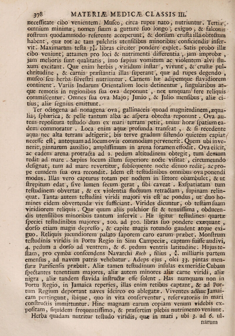 sreceffitate cibo venientem 0 Mufco, circa rupes nato , nutriuntur. Tertia5, - omnium minima, nomen fuum a gutture fuo longo , exiguo , & falconis roftrum quodammodo referente acceperunt, 3c dorfum crufta illaobtedum habent , qua tot ac tam pulchris utenfilibus minoribu^: conficiendis infer- vit/- Maximarum tefta 31 / libras circiter pondere explet.V Satis probo illa* cibo ■•veniunt*; attamen pro loci & nutrimenti differentia ? jam improba jam melioris funt qualitatis, imo fapius vomitum ac violentem alvi flu¬ xum excitant. Qua enim herbis 3 viriduni inflar- , vivunt , &v crufl2e pul¬ chritudine , & camis? proflantia illas fuperant, qua ad rupes degendo , mulco:Teu herba Tilveftri nutriuntur . Carnem ha adipemque flavidiorem continent e Variis Indarum Orientalium locis detinentur , lingularibus at¬ que remotis in regionibus fua ova > deponunt , * nee umquam fere reliquis cornmifeentur. Omnes fua ova Majo; Junio ,V& Julio menfibus , aliae ci¬ tius; alia fegnius; emittunt 0 - j&M Ter odogena ad nonagena ova, gallinaceis quoad magnitudinem,aqua¬ lia^ fpharica, & pelle tantum alba ac afpera obtedta- reponunt . Ova au- tem^repofitura teftudo: dum ex mari terram peti t, unius hora fpatium ea~ dem commoratur „ Loca enim aquas pfrofunda tranfeat , & fi recedente aqfai nec alta terram adtigerit, bis terve gradum fidendo quietem capiat^ necelfe eft i antequam ad locum ovis commodum per venerit: Quem ubi in ve¬ nerim, pjnnarum auxilio, ampliffimum in arena foramen effodit. Ovaeiicif, ac eadem arena protrafta ad 2: pedum altitudinem obtegit, tum demum redits ad mare a Sapius locum illum fuperiore node vifitat , circumeundo defignat, tum ad mare revertitur, fu bfequen te node denuo redit, ac pro¬ pe eumdem fua ova recondit. Idem eft teftudinibus omnibus ova ponendi modus. Illas vero capturus totam per nodem inTittore obambulet, & ut ftrepitum edat, live lumen fecum gerat , libi caveat . Exfpatiatam tum teftudinem obvertat, & ex violentia fluduum retradam , fupinam relin¬ quat., Tanta autem teftudini viridi majori vis eft ac pondus, ut duo ho¬ mines eidem obvertenda vix-fufficiant. Virides dicuntur, ob teftamfuam viridiorem reliquis . Qua quum aliis pulchior fit & tenuiflima , obducen¬ dis utenfilibus minoribus tantum infervit . Ha igitur teftudines quarta fpeciei teftudinibus majores- , 200. ad 30o. libras fua pondere exaquant dorfo etiam magis deprelfo , & capite magis rotundo gaudent atque exi¬ guo. Reliquis jucundiorem palato faporem caro earum prabet. Monftrum teftudinis viridis in Portu Regio in Sinu Campecia, captum fuiffe audivi, 4. pedum a dorfo ad ventrem, & & pedum ventris latitudine. Hujus te- ftam, pro cymba confcendens Navarchi Rocb , filius , 5. milliaris partem emenfus , ad navem patris vehebatur. Adeps ejus , olei 33. pintas men- fura Parifienfis prabuit. Alia tamen teftudinum infulas ex meridie Cubarn fpe&antes tenentium majores, alia autem minores alia carne viridi, alia nigra , alia tandem flavida inftruda efle folent Has numquara non in Portu Regio, in Jamaica reperies, illas enim retibus captant, & ad Por¬ tum Regium deportant naves idcirco eq ablegata. Viventes adhirejamai- cam pertingunt, ibique, quo in vita conferventur , refervatoriis in mari conftru&is immittuntur. Hinc magnam earum copiam venum videbis ex¬ politam, fiquidem frequentiflimo, & prafertim plebis nutrimento veniunt. Herba quadam nutritur teftudo viridis, qua in mati , ubi 3. ad 5. ul¬ narum