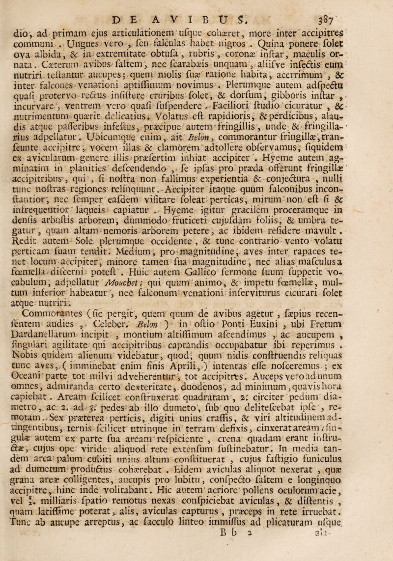 dio, ad primam ejus articulationem ufque coh-seret, more inter accipitres communi . Ungues vero , feu falculas: habet nigros . Quina ponere- folet ova albida , & in extremitate obtufa , rubris, coronas inftar, maculis or¬ nata . Ceterum avibus faltem,. nec fcarabads unquam , aliifve infedis eum nutriri- tefhntur aucupes;,quem molis fux ratione habita,, acerrimum , 3c inter falcones venationi aptiffimum novimus . Plerumque autem adfpedu quali protervo redtus infiftete cruribus folet, & dorfum, gibboris inftar , incurvare 4, ventrem vero quali fufpendere » Faciliori ftudio cicuratur , & nutrimentum qu^rit delicatius . Volatus eft rapidioris, & perdicibus, alau¬ dis atque pafleribus infefms, pr^cipue autem'fringillis, unde &*■•' fringilla- rius adpellatur. Ubicumque enim, ait Belon, commorantur fringillae,tran- feunte accipitre , vocem illas & clamorem adtollere obfervamus^ liquidem ex avicularum genere illis prasfertmi inhiat accipiter '. Hyeme autem ag¬ minatim in planities defendendo 3< fe ipfas pro prasda offerunt fringillas accipitribus , qui , fi noftra non fallimus experientia & conjedura , nulli tunc noftras regiones relinquunt. Accipiter itaque quum falconibus incon- ftantior; nec femper eafdem vifitare foleat'perticas, mirum non eft fi Sc infrequentior: laqueis capiatur . - Hyeme igitur gracilem proceramque in denhs arbuftis arborem, dummodo fruticeti: cujufdam foliis, & umbra te¬ gatur , quam altam nemoris arborem petere , ac ibidem relidere mavult «> Redis autem Sole plerumque occidente , tunc contrario vento volatu perticam fuam tendit. Medium, pro magnitudine, aves inter rapaces te¬ net locum accipiter, minore tamen fua magnitudine , nec alias mafculusa fcemella diicerni poteff . Huic autem Gallico fermone futim' fuppetit vo- cabulum, adpellatur Moucbet; qui quum animo, & impetu femella, mul¬ tum inferior habeatur , nec falconum venationi in fer viturus cicurari folet atque- nutriri . Commorantes (fic pergit , quem quum de avibus agetur , fepius recen- fentern audies , Celeber; Belon ) in odio Ponti Euxini , ubi Fretum Dardanellarum incipit , montium altiflimum afendimus ; ac aucupem , lingulari agilitate qui accipitribus captandis occupabatur ibi reperimus * Nobis quidem alienum videbatur, quod* quum nidis conftfuendis reliquas tunc aves, ( imminebat enim finis Aprili, ) intentas elfe noferemus ; ex Oceani parte tot milvi adveherentur, tot accipitres. Auceps vero ad unum omnes, admiranda certo dexteritate, duodenos , ad minimum, quavis hora capiebat „ Aream fcilicet conftruxera£ quadratam , 2: circiter pedum dia¬ metro, ac 2. ad 3. pedes ab illo dumeto , fub quo delitefebat ipfe , re¬ motam 0/Sex praeterea perticis, digiti unius craffis, & viri altitudinemad- tingentibus, ternis fcilicet utrinque in terram defixis, cinxerat aream; fin~, gul« autem ex parte fua aream refpiciente , crena quadam erant inftru- dtx, cujus ope viride aliquod rete extenfum fuftinebatur. Tn media tan¬ dem area palum cubiti unius altum conftituerat , cujus faftigio funiculus ad dumetum prodtiftus cohaerebat . Eidem aviculas aliquot nexerat , qiKe grana area? colligentes, aucupis pro lubitii, confpe<So faltem e longinquo accipitre, hinc inde volitabant. Hic autem acriore pollens oculorum acie, vel I. milliaris fpatio remotus nexas confpiciebat aviculas, & diftentis , quam latiffime poterat, alis, aviculas capturus , prseceps in rete irruebat. Tunc ab aucupe arreptus, ac facculo linteo immifliis ad plicaturam ufque B b 2 ala-