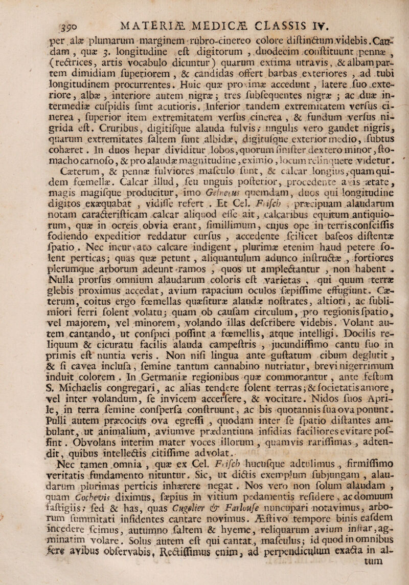 peraalx:plumarum marginemtrubro-cioereo eoiore diftinftum.videbis.Cau¬ dam 5 qux 5. longitudine eft digitorum , .duodecim conftituunt pennse , (redrices, artis vocabulo dicuntur) quarum extima utra vis albam par¬ tem dimidiam fuperiorem , & candidas offert. barbas exteriores , ad tubi longitudinem procurrentes. Huic qux pro imx accedunt, latere fuo exte¬ riore , albx 5 interiore autem nigrx; tres fubfequentes nigrx ; ac dux in- termedix cufpidis funt acutioris. dnferior tandem extremitatem verfus ci¬ nerea , fuperior item extremitatem verius ..cinerea , 8c fundum verfus . ni- grida eft. Cruribus, digitifque alauda fulvis; ungulis vero gaudet nigris, quarum extremitates falcem funt .albidx, digituique exterior medio, fubtus cohxret. In duos hepar dividitur lobos, quorum fmifter dextero minor 3 fto- macho earnofo, & pro alaudx magnitudine 3 eximio, locum relinquere videtur. Cxterum, & pennx fulviores mafculo ;'funt, & calcar longius ,quam qui¬ dem fcemellx. Calcar illud , /eu unguis poftenor, procedente a is ixtate, magis magifque producitur, imo Gdnems quemdam, duos qui longitudine digitos exxquabat vidiffe refert . Et Ceh Fnfch , prxcipuam alaudarum notam caraderjfticam .calcar aliquod elfe ait, calcaribus equitum antiquio¬ rum, qux in ocreis obvia erant, fimillimmn, cujus ope in terrisconfciflis fodiendo expeditior reddatur curfus , accedente .fcilicet bafeos diftentx fpatio . Nec incurvato calcare indigent, plurimx etenim haud petere fo- !ent perticas; quas qux petunt, aliquantulum adunco inftrudx , fortiores plerumque arborum adeunt ^ramos , quos ut ampledanttir , non habent Nulla prorfus omnium alaudarum coloris eft varietas , qui quum terrx glebis proximus accedat, avium rapacium oculos fxpiflime effugiunt., Cx¬ terum, coitus ergo foemellas quxfiturx alaudx noftrates, altiofi, ac fubli- niiori ferri folent volatu; quam ob caufam circulum, pro regionis fpatio, vel majorem, vel minorem, volando illas defcribere videbis. Volant au¬ tem cantando, ut confpici poflint a foemellis, atque intelligi. Docilis re¬ liquum & cicuratu facilis alauda campeftris , jucundiflimo cantu fuo in primis eft nuntia veris . Non nifi lingua ante guftatum cibum deglutit, St ft cavea inclufa, femine tantum cannabino nutriatur, brevi nigerrimum Induit colorem . In Germanix regionibus qux commorantur , ante feftum S. Michadis congregari, ac alias tendere folent terras;■&focietatisamore, vel inter volandum, fe invicem accerfere, & vocitare. Nidos fuos Apri¬ le, in terra femine confperfa conftruunt, ac bis quotannis fuaova ponunt. Pulli autem prxcocitfs ova egrefli , quodam inter fe fpatio diftantes am¬ bulant, ut animalium, aviumve prxdantium infidias faciliores evitare pof¬ lint . Obvolans interim mater voces illorum , quamvis rariftimas , adten- dit, quibus intellectis citiflime advolat. Nec tamen .omnia , qux ex Cei. Fdfcb -hticufque adtulimus., firmiffimo veritatis fundamento nituntur. Sic, ut didis exemplum fubjungam, alau¬ darum plurimas perticis inhxrere negat . Nos vero non folum alaudam , quam Cochevis diximus, fxpius in vitium pedamentis refidere , ac domuum faftigiis; fed 3c has, quas Cugdiet & Favhufe nuncupari notavimus, arbo¬ rum fummitati infidentes cantare novimus. Axftivo tempore binis eafdem incedere fcimus, autumno falrem & hyeme, reliquarum avium indar,ag¬ minatim volare. Solus autem eft qui cantat., mafculus; id quod in omnibus fert ayibus obfervabis, Redifiimus enim3 ad perpendiculum exada in al¬ tum