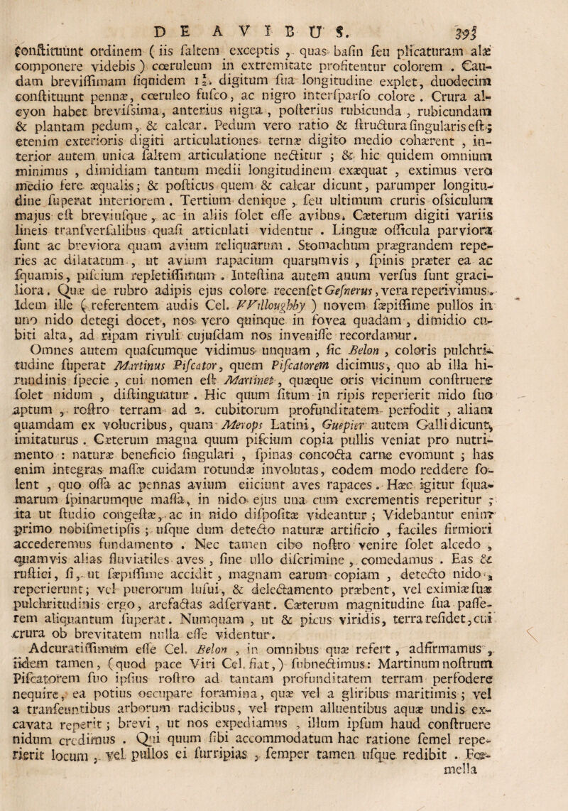 DI A V l B tr *. jfonftitutint ordinem (iis faltem exceptis , quas balin £eu plicaturam ala? componere videbis) coeruleum in extremitate profitentur colorem . Cau¬ dam breviffimam fiquidem il. digitum fua longitudine explet, duodecim conftituunt penna?, coeruleo fufco, ac nigro interfparfo colore. Crura al¬ cyon habet, brevifsima, anterius nigra , pofterius rubicunda , rubicundam & plantam pedum, & calcar. Pedum vero ratio & ftru&uralingularisefb; etenim exterioris digiti articulationes terna? digito medio cohaerent , in¬ terior autem unica faltem articulatione nedittir ; hic quidem omnium minimus , dimidiam tantum medii longitudinem exsequat , extimus vera medio fere aqualis; & pofticus quem & calcar dicunt, parumper longitu¬ dine fuperat interiorem . Tertium denique feu ultimum cruris ofsiculum majus eii brevi ufqueac in aliis folet effe avibus* Caeterum digiti variis lineis tranfverfalibus quali articulati videntur . Lingua? oiltcula parviora funt ac breviora quam avium reliquarum . Stomachum praegrandem repe- ries ac dilatatum , ut avium rapacium quarumvis , fpinis pra?ter ea ac fquamis, pifrium repletiffimum . • Inteftina autem anum verfus funt graci¬ liora. Qua? de rubro adipis ejus colore- recenfet 6*/wmrr, vera repetivimus v Idem il-le ( referentem audis Cei. VFilloughby ) novem fa?piffime pullos in. uno nido detegi docet , nos vero quinque in fovea quadam , dimidio cu¬ biti alta, ad ripam rivuli cujufdam nos inveniffe recordamur. Omnes autem quafcumque vidimus unquam , fic Belon , coloris pnlchrk tudine fuperat AZaninus Pifcator, quem Pifcatorem dicimus, quo ab illa hi¬ rundinis fpecie , cui nomen eft AZartinet, qua?que oris vicinum conftruere folet nidum , diftinguatur . Hic quum fitum in ripis reperierit nido fuo aptum 5 roftro terram ad 2. cubitorum profunditatem perfodit , aliarat quamdam ex volucribus, quam Merops Latini, Guepier autem Galli dicunt* imitaturus . Crterum magna quum pifcium copia pullis veniat pro nutri¬ mento : natura? beneficio lingulari , fpinas concoda carne evomunt ; has enim integras maffa? cuidam rotunda involutas, eodem modo reddere fo~ lent , quo offa ac pennas avium eiiciunt aves rapaces. Ha?cigitur fqua* marum fpinarumque mafla, in nido^ ejus una cum excrementis reperitur ; ita ut ftudio congefta?,. ac in nido difpofita? videantur i Videbantur eninr primo nobifmetipfis ; ufque dum detedo natura artificio , faciles firmiori accederemus fundamento . Nec tamen cibo noftro venire folet alcedo , quamvis alias fluviatiles aves , fine ullo diferimine , comedamus . Eas tc ruftici, fir ut fepifiime accidit , magnam earum copiam , detedo nido a reperierunt; vel puerorum Infui, & deledamento probent, vel eximia? fuas pulchritudinis ergo, arefadas adfervant. Gseterum magnitudine fua pafle- rem aliquantum fuperat. Numquam , ut & picus viridis, terrarefidet,cui crura ob brevitatem nulla effe videntur. AdcuratiiLimum effe Cei. Belon , in omnibus qua? refert, ad firmamus r fidem tamen, (quod pace Viri CeLfiat,) fubnedimus: Martinum noftrum Pifcatorem fuo ipfius rofiro ad tantam profunditatem terram perfodere nequire, ea potius occupare foramina, qua? vel a gliribus-maritimis-; vel a transeuntibus arborum radicibus, vel rupem alluentibus aqua? undis ex¬ cavata reperit; brevi , ut nos expediamus , illum ipfum haud conftruere nidum credimus . Qui quum fibi accommodatum hac ratione femel repe¬ rierit locum v vel pullos ei furripias s. femper tamen ufque redibit . For¬ mella