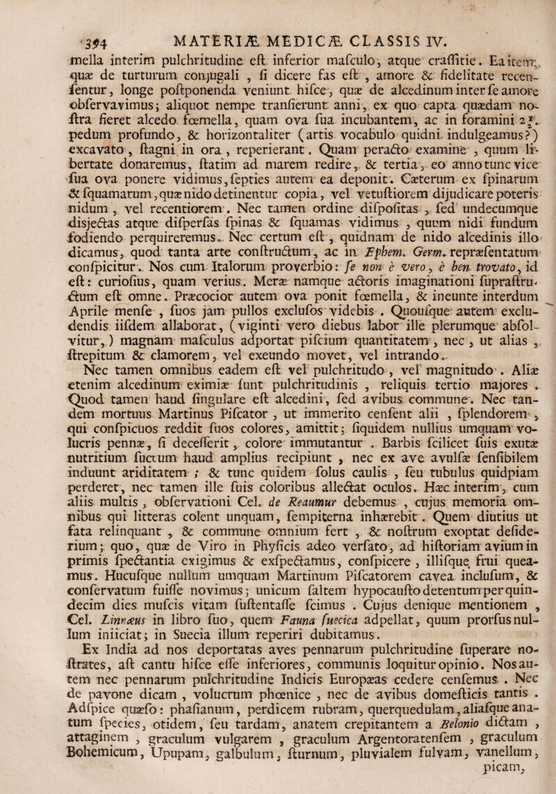 mella interim pulchritudine eft inferior mafculoy atque craffitie. Ea item;, quar de turturum conjugali , fi dicere fas eft , amore & fidelitate recen- fentur, longe poftponenda veniunt hifce, qua? de alcedinum inter fe amore obfervavimus; aliquot nempe tranfierunt anni, ex quo capta quadam no~ ftra fieret alcedo femella, quam ova fua incubantem, ac in foramini. 2|.. pedum profundo, & horizontaliter (artis vocabulo quidni indulgeamus?) excavato , ftagni in ora , repetierant. Quam perado examine , quum li¬ bertate donaremus , ftatim ad marem redire ,, & tertia , eo anno tunc vice fua ova ponere vidimus,fepties autem ea deponit. Caterum ex fpinarum & fquamarum , qua? nido detinentur copia , vel vetuftiorem dijudicare poteris nidum , vel recentiorem. Nec tamen ordine difpofitas , fed undecumque disjedas atque difperfas fpinas 8c fquamas vidimus , quum nidi fundum fodiendo perquireremus.. Nec certum eft , quidnam de nido alcedinis illo dicamus, quod tanta arte conftrudum, ac in Fphem* Germ. reprafentatum condicitur . Nos cum Italorum proverbio.0 fe non e vero, e ben trovato, id eft: curiofius, quam verius. Mera namque adoris imaginationi fupraftrm dum eft omne. Pracocior autem ova ponit foemella, & ineunte interdum Aprile menfe , fuos jam pullos exclufos videbis . Quouique atitem exclu¬ dendis iifdem allaborat, (viginti vero diebus labor ille plerumque abfob vitur,) magnam mafculus adportat pifcium quantitatem, nec , ut alias s ftrepitum & clamorem, vel exeundo movet, vel intrando. Nec tamen omnibus eadem eft vel pulchritudo > vel magnitudo . Alia etenim alcedinum eximia funt pulchritudinis , reliquis tertio majores ... Quod tamen haud fingulare eft alcedini, fed avibus commune. Nec tan¬ dem mortuus Martinus Pifcator , ut immerito cenfent alii , fplendorem , qui confpicuos reddit fuos colores, amittit; fiquidem nullius umquam vo¬ lucris penna, fi decefferit, colore immutantur . Barbis fcilicet fuis exuta nutritium fuctum haud amplius recipiunt, nec ex ave avulfa? fenfibilem Induunt ariditatem ; & tunc quidem folus caulis , feu tubulus quidpiam perderet , nec tamen ille fuis coloribus alledat oculos. Hac interim, cum aliis multis , obfervationi Cei. de Reaumur debemus , cujus memoria om¬ nibus qui litteras colent unquam, fempiterna inharebit. Quem diutius ut fata relinquant , & commune omnium fert , & noftrum exoptat defide- rium; quo, qua de Viro in Phyficis adeo verfato, ad hiftoriam avium in primis Ipedantia exigimus & exfpedamus, confpicere , illifque frui quea¬ mus. Hucufque nullum umquam Martinum Pifcatorem cavea inclufum, & confervatum fuiffe novimus; unicum faltem hypocaufto detentum per quin¬ decim dies mufcis vitam fuftentafte fcimus . Cujus denique mentionem , Cei. Linmeus in libro fuo, quem Fauna fuecica adpellat, quum prorfus nul¬ lum iniiciat; in Suecia illum reperiri dubitamus . Ex India ad nos deportatas aves pennarum pulchritudine fuperare no- ftrates, aft cantu hifce efle inferiores, communis loquitur opinio. Nos au¬ tem nec pennarum pulchritudine Indicis Europaeas cedere cenfemus, . Nec de pavone dicam , volucrum phoenice , nec de avibus domefticis tantis . Adfpice quaefo: phafianum, perdicem rubram, querquedulam,aliafqueana¬ tum fpecies, otidem, feu tardam, anatem crepitantem a Betonlo didam , attaginem , graculum vulgarem , graculum Argentoratenfem , graculum Bohemicum, Upupam, galbulum, fturnum, pluvialem fulvam, vanellum, picam,