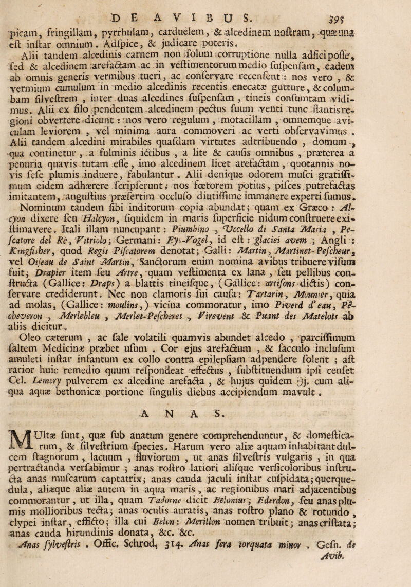 picam, fringillam, pyrrhulam, carduelem, & alcedinem noftram, -qus&una eft inftar omnium. Adfpice, & judicare,poteris. Alii tandem alcedinis carnem non ifolum corruptione nulla adAcipoffe* fed & alcedinem arefaciam ac in veftimentorum medio fufpenfam, eadem ab omnis generis vermibus :tueri, ac confervare recenfent: nos vero , Sc vermium cumulum in medio alcedinis recentis enecat# gutture, & colum¬ bam filveftrem , inter duas alcedines fufpenfam /tineis confumtam vidi¬ mus. Alii ex filo pendentem alcedinem pedus fuum venti .tunc'flantisre¬ gioni obvertere dicunt: nos vero regulum , motacillam , omnemque avi¬ culam leviorem , vel minima aura commoveri ac verti obfervavimus » Alii tandem alcedini mirabiles quafdam virtutes adtribuendo , domum s qua continetur , a fulminis idibus , a lite & caufis omnibus , pr#terea a penuria quavis tutam effe, imo alcedinem licet arefadam, quotannis no¬ vis fefe plumis induere, fabulantur . Alii denique odorem mufci gratifli- mum eidem adh#rere fcripferunt; nos fetorem potius, pifces putrefadas imitantem, anguftius pradertim occlufo diutiffime immanere experti fumus. Nominum tandem fibi inditorum copia abundat; quam ex Gr#co : AU cyon dixere feu Halcyon, fiquidem in maris fuperficie nidum conftruere exi- ftimavere. Itali illam nuncupant: Piumbino , Recello di Santa Mana , Pe- fcatore dei Re, Vitriolo; Germani: Eyi-Fogel, id eft: glaciei avem ; Angli s Kmgfisher, quod Regis Pifcatorem denotat; Galli: Martin, Martinet-Pefcbeurs vel Oifeau de Saint Martin, Sandorum enim nomina avibus tribuerevifuiti fuit; Drapier item feu Anre, quam veftimenta ex lana , feu pellibus con- ftruda (Gallice: Draps) a blattis tineifque, (Gallice: artifons didis) con- fervare crediderunt. Nec non clamoris fui caufa: ‘Tartarin, Moumer, quia ad molas, (Gallice: moulins,) vicina commoratur, imo Piverd d3 e au, Pl- cbeveron , Merlebleu , Merlet-Pefcberet , Eirevent 3c Puant des Matelols ab aliis dicitur^ Oleo c#terum , ac fale volatili quamvis abundet alcedo , ‘parciflimuiit faltem Medicin# pr#bet ufum . Cor ejus arefadum , & facculo mclufum amuleti inftar infantum ex collo contra epilepfiam adpendere folent ; aft rarior huic remedio quum refpondeat effedus , fubftituendum ipfi cenfet Cei. Lemery pulverem ex alcedine arefada , & hujus quidem 9j. cum ali¬ qua aqu# bethonic# portione iingulis diebus accipiendum mavult. -A N A S. MUlt# funt, qu# fub anatum genere comprehenduntur, & domeftica- rum, & filveftfium fpecies. Harum vero ali# aquam inhabitant dul¬ cem ftagnorum , lacuum , fluviorum , ut anas filveftris vulgaris , in qua pertradanda verfabimur ; anas roftro latiori alifque verficoloribus inftru- da anas mufearum captatrix; anas cauda jaculi inftar cuipidata;querque¬ dula, ali#que ali# autem in aqua maris , ac regionibus mari adjacentibus commorantur, ut illa, quam Tadome dicit Belomus; Ederdon, leu anas plu¬ mis mollioribus teda; anas oculis auratis, anas roftro plano & rotundo , clypei inftar , effido; illa cui Belvn: Merillon nomen tribuit; anascriftata; anas cauda hirundinis donata, &c. &c. Anas fylveflris . Offic» Schrod. 314. Anas fera torquata minor . Gefn. de Avtk