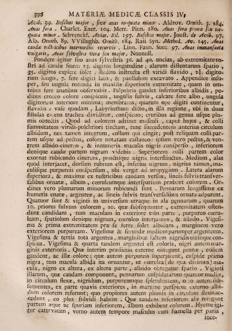 Lrivib. $9. Bofcbas major , fwe anas torquata minor . Aldrov. Omitb. 3. 184* /era . Charlet. Exer. 104. Merr. Pinn, 180. Anas fera prima ftu tor¬ quata minor . Schyenckf. Aviar. Stl. 197. Bafchas major . Jonft. de Avib. 97. Alb. Ornith. 89. VVillughb. Omitb. 184. Raii Syn. Adethod. Av. 145, Anas caudee nftricibus intermediis recurvis . Linn. Faun. Suec. 97. Anas immanfueta vulgaris^ Anas fylvefirts vera feu major. Nonnull. Pondere igitur fuo anas fyl ve liris 36. ad 40. uncias, ab extremitate ro- ftri ad cauda? finem 03, digitos longitudine ; alarum diftentarum fpatio , 35- digitos explere folet . Rojftfo inftru&a eft viridi flavido., %\. digito¬ rum longo, 7. fere digiti lato, & paullulum excavato . Appendice infu- -per, feu ungula rotunda in maxilla fuperioris extremitate , quam in om¬ nibus fere anatibus obfervabis . Palpebris gaudet inferioribus albidis, pe¬ dibus croceo colore conlpicuis , ungulis fulvis , calcare fere albo , ungula digitorum interiore minima; membranis, quarum ope digiti continentur, flavidis ; vafe quodam , Labyrinthum diblo, in illa regione , ubi in duas fiftulas ex.ens trachea dividitur, confpicuo; cruribus ad genua ufque plu¬ mis obtebtis . Quod ad colorem adtinet msfculi , caput hujus , & colli fummitatem 'vindi-puichriori tindam, tunc fiiccedentem anterius circulum albidum, nec tamen integrum, collum qui cingit; poli reliquam colli par¬ tem ufque ad pedtus, colore notatam caftaneo; ipfum vero pe&us,& ven¬ trem albido-cinerto , & innumeris maculis nigris confperfo , inferiorem denique cauda? partem nigram videbis . Superiorem colli partem color exornat rubicundo cinereus, pundtiique nigris interftimftus. Medium, alas quod interjacet, dorfum rubrum eft, inferius nigrum, nigrius tamen, ma- culifque purpureis confperfum , ubi vergit ad uropygium . Latera alarum fuperiora, &: maxima: ex retricibus caudam verfus, lineis, fulvis tranfver- falibus ornatas,, album , cceruleumque interfparfum probent colorem. Or¬ dines vero plumarum minorum rubicundi funt . Pennarum longiffimas ex humeris enata, argentea?, ac lineis fulvis tranfverfalihus ornata?adparent. Quatuor funt & viginti in univerfum utraque in ala pennarum , quarum 10. priores fulvum colorem , 10. qua fubfequuntur extremitatem often- vdunt candidam , tum maculam in exteriore tubi parte , purpureo coeru¬ leam, fpatiolum denique nigrum, coeruleo interjacens , & albido. Vigefl- ma Sc prima extremitatem pfa fe ferre folet albidam , marginem vero exteriorem purpuream. Vigefima? & fecundas medium parumper argenteum, yigeflina & tertia tota argentea, marginibus faltem nigridisutrinquecon- fpicua. Vigefima & quarta tandem argentei eft coloris, nigri autem mar¬ ginis exterioris . Qua? interim prasdidas externe obtegunt pennas , eodem gaudent, ac illa colore; qua? autem purpureis fuperjacent, cufpide primo nigra, tum macula albida ita ornantur, ut ccerulea(de qua diximus) ma¬ cula, nigro ex altera, ex altera parte , albido obtegatur fpatio . Viginti illarum, qua: caudam componunt, pennarum cufpidatarum quatuor medias* In circulum flexa, nigridum, purpureumque fplendentem, o .0 autemfub- fequentes, ex parte quavis exteriores , in margine perfpicue externo albi¬ dum colorem referunt; quo propiores autem plumis in circulum flexis ac¬ cedunt , eo plus fulvidi habent . Qua tandem inferiorem ala retegunt partem aque ac fpuriam inferiorem, album exhibent colorem. Hyemeigi- tnr catervatim , verno autem tempore mafeuius ciun femella per par# , ince-