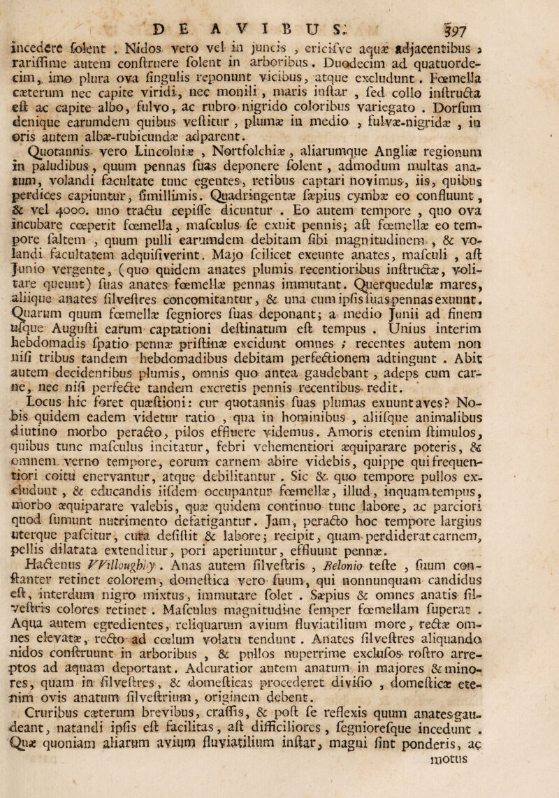 incedere Colent .. Nidos vero ve! in juncis , ericMve aqfe adjacentibus a rariflime autem conftruere folent in arboribus. Duodecim ad quatuorde- cim, imo plura ova lingulis reponunt vicibus, atque excludunt, FoemeUa CtBterum nec capite viridi, nec monili, maris inftar , fed collo inftruda eft ac capite albo, fulvo, ac rubro nigrido coloribus variegato . Dorfum denique earumdem quibus vellitur , plumse in medio , fulvce-nigrida? , in ©ris autem alba?-rubicunda? adparent. Quotannis- vero Lincolnia? , Nortfolchia?, aliarumque Anglii regionum in paludibus , quum pennas fuas deponere folent , admodum multas ana- tum, volandi facultate tunc egentes^ retibus captari novimus, iis, quibus perdices capiuntur, limillimis. Quadringenta fa?pius cymba? eo confluunt , vel 4000. uno tradu eepifle dicuntur . Eo autem tempore , quo ova incubare coeperit fcemella, mafculus fe exuit pennis; aft: femella? eo tem¬ pore faltem , quum pulli earumdem debitam libi magnitudinem,, & vo¬ landi facultatem adquifiverint. Majo fcilicet exeunte anates, mafculi , aft Junio vergente, (quo quidem anates plumis recentioribus inftruda?, voli¬ tare queunt) fuas anates formella? pennas immutant. Querquedula inares, aliique anates filveflres con comitantur, & una cum ipfis luas pennas exuunt * S-iarum quum femella? fegniores fuas deponant; a medio Junii ad finem ]ue Augufti earum' captationi delimatum eft tempus . Unius interim hebdomadis fpatio penna? priftina? excidunt omnes ; recentes autem non nifi tribus tandem hebdomadibus debitam perfedionem adtingunt „ Abit autem decidentibus plumis, omnis quo antea gaudebant, adeps cum car¬ ne, nec nifi perfede tandem excretis pennis recentibus-redit. Locus hic foret qua?ftioni? cur quotannis fuas plumas exuunt aves? No¬ bis quidem eadem videtur ratio , qua in hominibus , aliifque animalibus diutino morbo perado, pilos effluere videmus. Amoris etenim ftimulos, quibus tunc mafculus incitatur, febri vehementiori a?quiparare poteris, & ■omnem, verno tempore , eorum carnem abire videbis , quippe qui frequen¬ ti ori coitu enervantur, atque debilitantur . Sic &. quo tempore pullos ex¬ cludunt , & educandis iifdem occupantur femella?, illud, inquam,tempus, morbo aequiparare valebis, qua? quidem continuo tunc labore, ac parciori quod fumun-t nutrimento defatigantur. Jam , perado hoc tempore largius ■uterque pafcitur, cura defifiit & labore; recipit, quam* perdiderat carnem, pellis dilatata extenditur, pori aperiuntur, effluunt penna?. Hadenus FFilloughby . Anas autem ii 1 ve liris , Belonio telle , fuum con- ftanter retinet colorem, domeftica vero fuum, qui nonnunquam candidus efl:, interdum nigro mixtus, immutare folet . Ssepius Sc omnes anatis fii- veftris colores retinet . Mafculus magnitudine femper femellam fu pe tat „ Aqua autem egredientes, reliquarum avium fluviatilium more, reda? om¬ nes elevatae, redo ad coglum volatu tendunt. Anates filveflres aliquando nidos conflruunt in arboribus , & pullos nuperrime exckifb& roftro arre¬ ptos ad aquam deportant. Adcuratior autem anatum in majores & mino¬ res, quam in filveflres, & domefticas procederet divifio , domeftica? ete¬ nim ovis anatum fil ve Arium, originem debent. Cruribus caeterum brevibus, craflis, & poft fe reflexis quum anates gau¬ deant, natandi ipfis efl facilitas, aft difficiliores, fegniorefque incedunt . Qu* quoniam aliarum avium fluviatilium inftar, magni fint ponderis, ac motus