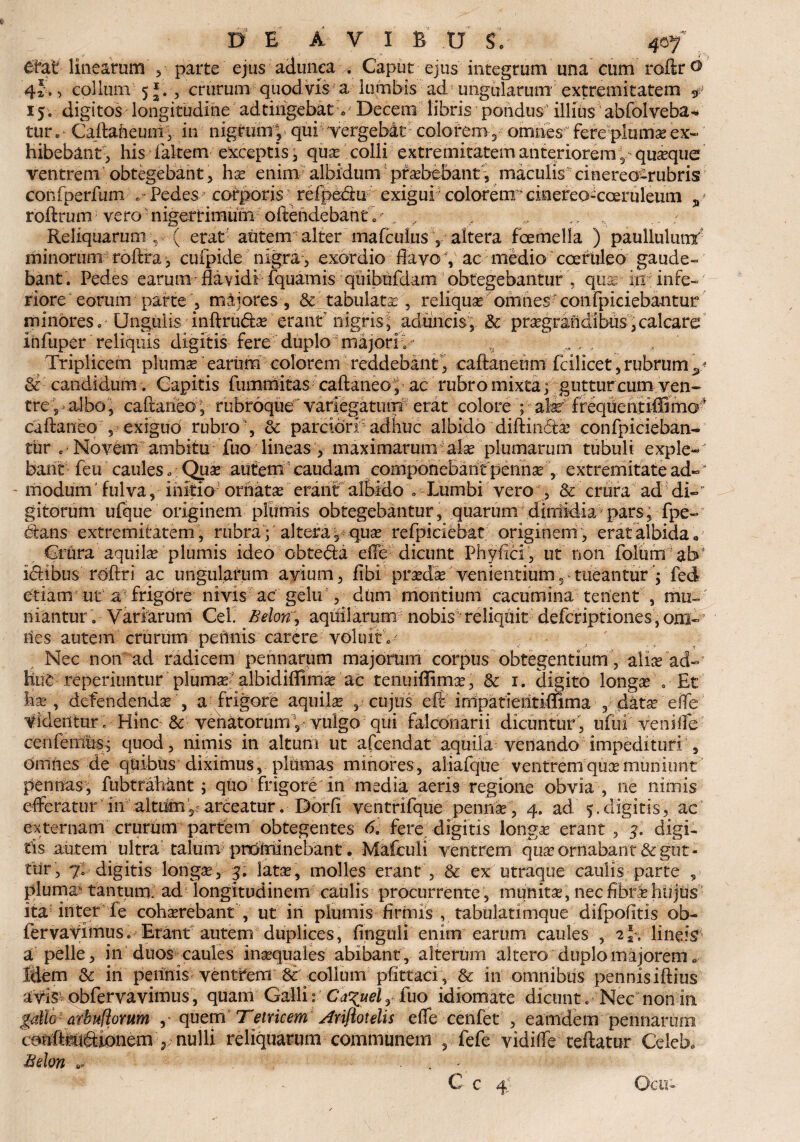 C-fat linearum , parte ejus aciunea . Caput ejus integrum una cum roftr ®' 4?., collum 5 , crurum quod.vis a lumbis ad?ungularum extremitatem # 15. digitos longitudine ad tingebat v Decem libris pondus illius abfolveba* tur. Cadaheum, in nigrum| qui' vergebat colorem v omnes” fere plumet ex¬ hibebant, his fakem exceptis, qua colli extremitatem anteriorem 7 quaque ventrem obtegebant, ha enim albidum praebebant, maculis cinerect-rubris confperfum Pedes ^ cofporis refpedu exigui colorem' cinereo-coeruleum %> roftrum vero niger fimum oftendebant r. >• p- . .. ,/ * . , / Reliquarum y ( erat aiitem alter mafcukis 5 altera fcemella ) paullulunt minorum roftra, cuipide nigra-, exordio flavo , ac medio coeruleo gaude¬ bant . Pedes earum; flavidf fquamis qiiibufdam obtegebantur V qua- iri infe¬ riore eorum parte 5 majores , & tabulata , reliquse 0111 nes coiifp i ciebantur minores. Ungulis inftru&a erant n igris i aduncis , & pragrandibus,calcare ihfuper reliquis digitis fere duplo majori v <3 Triplicem pluma earum colorem reddebant , caftaneum fcilicet, rubrum y & candidum. Capitis fiimmitas caftaneo, ac rubro mixta; gutturcum ven¬ tre, albo, caftarieo, rubroque variega tumf erat colore ; afiyfrequentiffimo- caftaneo , exigud rubro, dc parciori adhuc albido diftmdta confpicieban- tur . Novem ambitu fuo lineas , maximarum ala plumarum tubuli exple¬ bant feu caules * Qua autem caudam componebant penna , extremitate ad-* - modum fulva, initio ■ ornata erant albido <, Lumbi vero % & crura ad di- gitorum ufque originem plumis obtegebantur, quarum dimidia pars, fpe- cStans extremitatem, rubra; altera 3 qua refpiciebat originem, erat albida» Crura aquila plumis ideo obte^fa effe dicunt Phyfici , ut non foium ab Idibus rdffri ac ungularum avium, fibi prada venientium ^tueantur; fed etiam ut a frigore nivis ac gelu, dum montium cacumina tenent , mu¬ niantur . Variarum Cei. Belon, aquilarum nobis reliquit deferiptiones, om¬ nes autem crurum pennis carere voluit , ' Nec non ad radicem pennarum majorum corpus obtegentium, alia ad-r Hut reperiuntur pluma albidiflima ac tenuiflima, $c 1. digito longa 8 Et ha , defendenda , a frigore aquila , cujus eft impatieiitiffima , data effe' Videntur. Hinc & venatorumVvulgo qui falconarii dicuntur, ufui vehifle cenfemusq quod, nimis in altum ut afeendat aquila venando impedituri , dmries de quibus diximus, plumas minores, aliafque ventrem qua muniunt pennas, fubtrahant ; quo frigore in media aeris regione obvia , ne nimis efferatur in altiimy arceatur. Dorfi ventrifque penna, 4. ad 5.digitis, ac externam crurum partem obtegentes 6. fere digitis longa erant , p digi¬ tis autem ultra talum prominebant. Mafculi ventrem qua ornaban t & gut - tur, 7, digitis longa, p lata, molles erant , & ex utraque caulis parte , pluma- tantum, ad longitudinem caulis procurrente, munita, nec fibra hujus ita inter fe coharebant , ut iri plumis firmis , tabulatimque difpofitis ob- fervavimus» Erant autem duplices, finguli enim earum caules , 2y, lineis a pelle, in duos caules inaquales abibant, alterum altero duplo majorem. Idem & in pennis ventrem & collum pflttaci, & in omnibus pennisiftius avis obfervavimus , quam Galli: Ca^uel, fuo idiomate dicunt, Nec non in gdlo atbnftoYum y quem Teiricem Ariftotelis effe cenfet , eamdem pennarum couftmi&ionem y nulli reliquarum communem , fefe vidiffe teftatur Celeb, Bdon ** . C C 4'