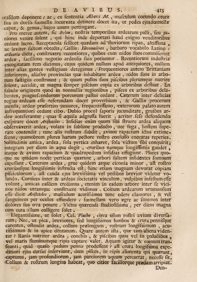 teafdem deponere ; ac , ex Tententia Albmi M., mafculum coeundo .crura fua in dorfo fcemell^ incurvata detinere docet ita 3 ut, pedes ejusfoemeiise caput, & genua, hujus anum pertingant. Pro merce autem, fle Be\on> noftris temporibus ardearum pulli, feu ju« niores venire folent i qui hinc inde deportati haud exiguo venditoribus cedunt lucro. Receptacula fcilicet quadam ad'fluviorum ripas, altiflima „ ac leviter faltem obtedia, Gallis: Herormieres , barbaro vocabulo Latino-s ardearia dida, conftmxere recentiores, quibus cum nidos fuoscommiferint arde# , facillimo negotio ardeolis Xuis potiuntur „ Recentiorum mduftria excogitatam rem dicimus, cujus quidem nullum apud antiquiores, nullum inter alias gentes veftigium detegimus .1 Frequentiores autem Brittaniam inferiorem, aliafve provincias quas inhabitant ardeae , nidos fuos in arbo¬ rum faftigiis conftruunt& quum pullos fuos pifcibus plerumque nutrire folent, accidit, ut magna femper pifcium copia ex arboribus defluat . En fabulas originem quod in nonnullis regionibus , pifces ex arboribus dela- bentes, pinguefcendorum porcorum paftui cedant. Casterum inter .delicias regias ardeam efle referendam docet proverbium , & Gallia procerum menfis, ardeas prasfertim juniores, frequentiflimo, exterorum palato autem infrequentiori cedunt cibo. Dubio procul faporis jucunditate, gruibus ar¬ de^ anteferantur ; quas fi .aquila adgreffa fuerit , acriter Xefe defendendo exfpirare docet Arifioteles . Infidias /enim quum fibi ftruere ardea aliquem obfervaverit ardea, volatu in fublime produdo , nec fuga , hoftem fupe- rare contendit ; tunc alis roftrum Xubdit, avium rapacium idus extime - fcens, quamobrem plures harum pedore roftro confoftb enecatas reperies. Solitudinis amica, ardea, fola pertica inhasret, fola vidum fibi conquirit; integram per diem in aqua degit , ^cruribus namque longiffimis gaudet , itaque & avium rapacium & quadrupedum infidias effugiunt. Plures quo¬ que ne quidem node perticas quaerunt , .arbori faltem infidentes fomnuoi capeffunt . Ceterum ardea , grue quidem atque ciconia minor , aft roftro cruribufque longifsimis inflruda eft, hinc etiam anagnam devorat copiam pifciculorum ; aft cauda ejus brevifsima vel pedibus brevior videtur vo¬ lando. Cornices inter & ardeas focietatis vinculum, vulpibus infeftumeffe volunt , amicas eafdem credimus , etenim in eadem arbore inter fe vici¬ nos nidos ntramque conftruere vidimus . Coitum ardearum asrumnofuniL efle dicit Ariflotelss , mafculum acutifsimos tunc edere clamores , & vel fanguinem per oculos effundere ; foemellam vero asgre ac ftrmmos inter dolores fua ova ponere . Yidus quasrendi ftudiofifsima , per diem magna cum cura illum colligere folet • Elegantifsime, ut folet , Cei. Plucbe , circa ufum roftri avium diverfa- rum; Nec, ut pica, breviores, fed longifsimos lumbos & crura penniique carentes, oftendit ardea, collum praelongum , roftrum longifsimum , acu- tifsimum & in apice dentatum. Quare autem ifta, quas tam aliena viden¬ tur ? Ranis nutritur ardea , conchis , & pifcibus quos vel in paludibus * vel maris fluminumque ripis captare valet. Aquam igitur & caenum tran- feunti, quid quasfo pedum pennas prodeflent ? aft crura longifsima expe¬ ditiori ejus curfui inferviunt,'dum pifces, in a*ipis alimenta qui quaerunt , capturus, jam profundiorem, jam parciorem aquam percurrat, necefle fit* Collum & roftrum longius habeat, quo citior faciliorque pr«damarripiato Den-