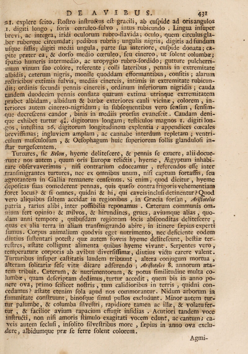 #1. explere fcito. Roftro inftru&us eft gracili, ab cufpide ad oris angulos i. digiti longo , foris cceruleo-fulvo , intus rubicundo . Lingua infuper brevf, ac integra, iridi oculorum rubro-B avida; oculo, quem circulus gla¬ ber ruberque circumdat; pedibus rubris; ungulis nigris, digitis ad fundum ufque fiffis; digiti medii ungula, parte fua interiore, cufpide donata; ca¬ pite prrter ea, & dorfo medio coeruleo, feu cinereo, ut folent columbas; fpatio humeris intermedio, ac uropygio rubro-fordido; gutture pulcherri¬ mum vinum fuo colore, referente ; colli lateribus , pennis in extremitate albidis, cseterum nigris, monile quoddam efformantibus, confitis ; alarum redricibus extimis fulvis, mediis cinereis, intimis in extremitate rubicun¬ dis; ordinis fecundi pennis cinereis, ordinum inferiorum nigridis ; cauda tandem duodecim pennis conflata quarum extima utrinque extremitatem probet albidam, albidum & barbas exteriores cauli vicinas, colorem , in¬ teriores autem cinereo-nigridum; in fubfequentibus vero fenfim , fenfim- que decrefcens candor , binis in mediis prorfus evanefcit... Caudam deni¬ que exhibet turtur 4*. digitorum longam; tefticulosniiagnos 1. digitiI011- ,gos , inteftina 26. digitorum longitudinem explentia ; appendices coecales breviffimas; ingluviem amplam , ac cannabe interdum repletam ; ventri¬ culum mufculofum , & Oefophagum huic fuperiorem follis glandulofl in¬ iter turgefcentem. Turtures, fic £'elon> hyeme delitefcere, 8c pennis fe exuere, alii docue¬ runt; nos autem, quum oris Europa? relidis, hyeme, ALgyptum inhabi¬ tare obfervaverimus , nifl contrarium edoceamur , referendos effe inter tranfmigrantes turtures, nec ex omnibus unum, nifl captum fortaffis, feu asgrotantem in Gallia remanere cenfemus. Si enim, quod dicitur , hyeme depolitas fuas comederent pennas, quis quasfo contra frigoris vehementiam foret locus? & fi omnes, quidni tk hi, qui caveisinclufidetinentur?Quod vero aliquibus faltem accidat in regionibus , in Grascia forlaii, strifiotelis patria , rarius alibi, inter poffibilia reponamus . Ceterum communis om¬ nium fert opinio: & milvos, & hirundines, grues, aviumque alias , quo¬ dam anni tempore , quibufdam regionum locis abfconditas delitefcere quas ex alia terra in aliarn tranfmigrando abire, in itinere fepius experti fumus. Corpus animalium quodvis eget nutrimento, nec deficiente eodem diutius fuftentari poteft; qua? autem foveis hyeme delitefcunt, beftia? ter- reftres, a?ftate colligunt alimenta quibus hyeme vivant. Serpentes vero, temperatura? corporis ab avibus diverfiflim$, diutius vi&u carere valent» Turturibus infuper caftitatis laudem tribuunt , altera conjugam mortua 3 alteram folitaria? fefe vita? dicare adferendo ; Ariftoteles 8. annorum a?ta- tem tribuit. Ceterum, & nutrimentorum, 8c potus fimilitudine multa co¬ lumba:, quam defcriptam dedimus, turtur accedit , quem bis in anno po¬ nere ova, primo fcilicet noftris , tum calidioribus in terris , quidni con¬ cedamus? a?ftate etenim fola apud nos commorantur. Nidum arborum in fummitate cortftruunt, binofque fimul pullos excludant. Minor autem tur¬ tur palumbe, & columba filveftri, rapidiore tamen ac illae, & volatu fer¬ tur , & facilior, avium rapacium effugit infidias . Acutiori tandem voce inftru&i, non nifi amoris ftimulo exagitati vocem edunt, ac cantum; ca¬ veis autem feclufi , infolito filveftribus more , fepius in anno ova exclu¬ dere , albidumque pra? fe ferre folent colorem, Agmi-