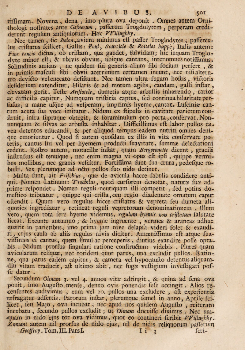 tfffimam. Novena , dena , imo plura ova deponit . Omnes autem Orni- thologi noftrates ante Gefnerum , paflerum Trogdolytem , perperam credi¬ derunt regulum antiquiorum . Hxc VFillughby. Nec tamen , fic Bdonyavium minimus eft pafler Troglodytes; paflercu- lus criftatus fcilicet, Gallis: Poul, Scurcicle 3c Roitelet huppe, Italis autem: Fior rancio di&us, ob criftam, qua gaudet, fulvidam; hic inquam Troglo- dyte minor eft; & ubivis obvius, ubique cantans, interomnesnotiffimus* Solitudinis amicus , ne quidem lui generis alium fibi focium perfert , in primis mafculi libi obvii acerrimum certamen ineunt, nec nili alteru¬ tro de vido vel enecato defiftunt. Nec tamen ultra fugam hoftis, vidoris deliderium extenditur. Hilaris & ad motum agilis, caudam, galli inftar, elevatam gerit. Tefte sfriflotele? dumetis atque arbuftis inharendo , rarior ac difficilis capitur. Numquam triftitia captus, fed continua hilaritate per- fufus, a mane ufque ad vefperam, imprimis hyeme, cantat. Lufcinia? can¬ tum acuta fua voce imitatur. Nidum ex ftipulis in cavitate parietum con- ftruit, infra fupraque obtegit, & foraminulum pro porta,confervat.N011- nunquam & filvas ac arbufta inhabitat. Difficillimus eft labor pullos ca¬ vea detentos educandi, & per aliquod tempus eadem nutriti omnes deni¬ que emoriuntur . Quod fi autem quofdam ex illis in vita confervare po¬ teris, cantus fui vel per hyemem produdi fuavitate, fumma? deledationi cedent.. Roftro autem, motacilla? inftar, quam Bergmnette dicunt , gracili inftrudus eft tenuique , nec enim magna vi opus eft ipfl , quippe vermi¬ bus mollibus, nec granis vefcitur. Fortiffima funt fua crura, pedefque ro- bufti. Sex plerumque ad odo pullos fuo nido detinet. Multa funt, ait Frifcbius, quas de avicula hacce fabulis condidere anti¬ qui. Nomen Latinum: Trochilus, quod curforem denotat, naturae fua? ad- prime refpondet. Nomen reguli neutiquam illi competit , fed potius do- meftico tribuatur , quippe qui crifta,ceu regio diademate ornatum caput oftendit . Quum vero regulus hicce criftatus & vepreta feu dumeta ali¬ quoties ingrediatur , retineat reguli vepretorum denominationem . Illum vero, quem tota fere hyeme videmus, regulum hyemis non crijlatum falutate liceat. Exeunte autumno , & hyeme ingruente , vermes & araneas adhuc quaerit in parietibus; imo prima jam nive delapfa videri folet & exaudi¬ ri, cujus caufa ab aliis regulus nivis dicitur. Amoeniffimus eft atque fua- vi{fimus ei cantus, quem (imulae perceperis , diutius exaudire pofle opta¬ bis . Nidum prorfus fingulari ratione conftrudum videbis . Plures quam avicularum reliqua?, nec totidem quot parus, una excludit pullos. Ratio¬ ne, qua parus eadem capitur, & camera vel hypocaufto detentus aliquam¬ diu vitam traducit, aft ultimo abit, nec fuga? veftigium inveftigari pof¬ fe datur . Secundum Olinam vel 4. annos vita? adtingit, & quina ad fena ova ponit, imo Augufto menfe, denuo ovis ponendis fefe accingit. Alios re- cenfentes audivimus , eum vel 20. pullos una excludere , aft experientia xefragatur adfertis. Parorura inftar, plerumque femel in anno, Aprile fci- ficet ? feu Majo , ova incubat ; nec apud nos quidem Augufto , reiterato Incubatu , fecundo pullos excludit ; ut Olinam docuifle diximus . Nec tim- quam in nido ejus tot ova vidimus, quot eo contineri feribie VFilluvhby* ,Zmnani autem nil prorfus de nido ejus, nil de nidis reliquorum paflerum jGeoffroy.Tom,IILParsL Ii j feri-