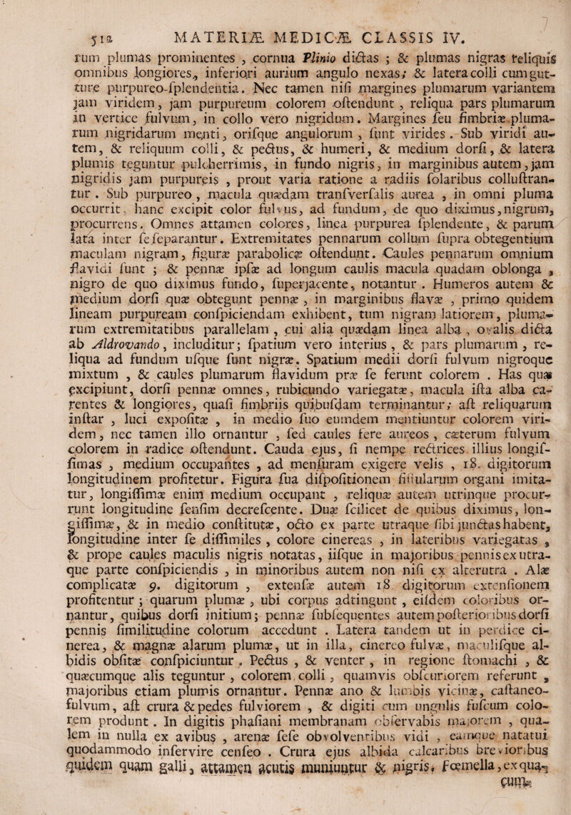 y i a MATERm MEDI C TE CLASSIS IV. rum plumas prominentes , cornua Plinio didas ; & plumas nigras reliquis omnibus longiores,, inferiori aurium angulo nexas; ,& latera colli cum gut¬ ture pu rp u r eo - fp 1 e n de h ti a. Nec tamen nili margines plumarum variantem jam viridem, jam purpureum colorem oftendunt , reliqua pars plumarum in vertice fulvum, in collo vero nigridum. Margines feu fimbria pluma¬ rum nigridarum menti, orifque angulorum , finit virides . Sub viridi au-* tem, & reliquum colli, & pedus, & humeri, & medium dorii, .& latera plumis teguntur pulcherrimis, in fundo nigris, in marginibus autem, jarn nigridis jam purpureis , prout varia ratione a radiis folaribus colluftram. tur . Sub purpureo , macula .quaedam tranfverfalis aurea , in omni pluma occurrit hanc excipit color fuUus, ad fundum, de quo diximus,nigrum, procurrens., Omnes attamen colores, linea purpurea fplendente, & parum lata inter fefeparantur. Extremitates pennarum collum fupra obtegentium maculam nigram, .figurae parabolice oftendunt. Caules pennarum omnium ftavidi funt ; & pennae ipfas ad longurn caulis macula quadam oblonga , nigro de quo diximus fundo, fuperjacente, notantur . Humeros autem dc medium dorfi quae obtegunt pennae , in marginibus flavas , primo quidem lineam purpuream confpiciendam exhibent, tum nigram latiorem, pluma¬ rum extremitatibus parallelam , cui alia quadam linea alba, ovalis dida ab AldYovando, includitur; fpatium vero interius, & pars plumarum, re¬ liqua ad fundum ufque funt nigrse. Spatium medii dorii fulvum nigroque mixtum , & caules plumarum flavidum pra? fe ferunt colorem . Has quai excipiunt, dorfi pennas omnes, rubicundo variegatas, macula ifta alba ca¬ rentes & longiores, quafi fimbriis quibufdam terminantur; aft reliquarum inftar , luci expolitas , in medio fuo eumdem mentiuntur colorem viri¬ dem , nec tamen illo ornantur , fed caules fere aureos , casterum fulvum colorem in radice oftendunt. Cauda ejus, fi nempe redrices illius longif- fimas , medium occupantes , ad menfuram exigere velis , iS, digitorum longitudinem profitetur. Figura fua difppfitionem fi it ularum organi imita¬ tur, longiflimas enim medium occupant , reliquas autem utrinque procur¬ runt longitudine fenfim decrefcente. Duas fcilicet de quibus diximus, lon- ^iffimas, & in medio conftitutas, odo ex parte utraque fibi jundashabent3 longitudine inter fe diflimiles , colore cinereas , in lateribus variegatas s & prope caules maculis nigris notatas, iifque in majoribus pennis ex utra¬ que parte confpiciendis , in minoribus autem non nifi ex alterutra . Alse complicatas 9. digitorum , extenfas autem 18 digitorum cxtenfionem profitentur ; quarum plumas, ubi corpus adtingunt , eifdem coloribus or¬ nantur, quibus dorfi initium; pennas fubfequentes autempofterionbusdorfi pennis fimilitudine colorum accedunt . Latera tandem ut in perdice ci¬ nerea, & magnas alarum plumas, ut in illa, cinereo fulvas, maculifque al¬ bidis obfitas confpiciuntur f Pedus , & venter , in regione ftomachi , & quascumque alis teguntur, colorem, colli, quamvis obfcuriorem referunt , majoribus etiam plumis ornantur. Pennas ano & lumbis vicinas, caftaneo- fulvum, aft crura & pedes fulviorem , & digiti cum ungulis fufeum colo¬ rem produnt. In digitis phafiani membranam .obfervabis ma orem , qua¬ lem in nulla ex avibus , arenas fefe obvolventibus vidi , eamque natatui quodammodo infervire cenfeo . Crura ejus albida calcaribus brevionbus quidem quam galli, attamen acutis muniuntur & nigris» f«mella,exqu^