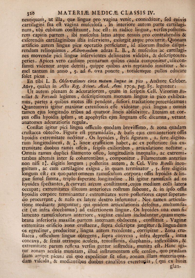 neutiquam, ut illa, qua? lingua pro vagina venit, conne&itur, fed cuivis cartilagini fua eft vagina mufculofa . In interiore autem parte cartilagi¬ num, ubi cubitum conftituunt, hoc eft: in radice lingua, verfuspofteno- rem capitis partem , ibi mufculus latus atque tenuis pro contrahendis & exferendis cartilaginibus iftis inferviens, exfurgit atque procurrit. Quonam artificio autem linguae picae operatio perficiatur, id aliorum ftudio difqui- rendum relinquimus. Aldrovandum adeas L. B. , & mufculos ac cartilagi¬ nes movendae pici lingua? infervientes delineatos videbis, & defcriptosre- peries. Apices vero caulium pennarum quibus cauda componitur, ufu con- fumti videntur atque detriti, quippe quibus avis reptando innititur . Se¬ mel tantum in anno , 5. ad 6. ova ponere , totidemque pullos educare folet picus . En tibi L. B. Observationes circa motum lingua in pico , Audore Celeber, Mery, quales in Attis Reg. Scient. Acad. Anni 17C9. pag. 85. leguntur: Ut autem plenam & adcuratiorem, quam in fcriptis Cell. Virorum Bo- relliet & PeYrault legimus , defcriptionem motuum linguse in pico exhibea¬ mus, partes a quibus motus ifti pendent, fufiori tradat ionepercenleamus: Quantumvis igitur maxima? extenfionis effe videatur pici lingua : omnis tamen ejus longitudo tribus ad quatuor lineis abfolvitur. Etenim ut cor¬ pus offis hyoidis ipfum , ut apophyfes ejus linguam effe dicamus, vetant anatomes adcuratioris regula. Conftat igitur pici lingua officulo quodam breviffimo, & zona quadam cruftacea obtedo. Figura? eft: pyramidalis, & bafis ejus cum anteriore offis hyoidis extremitate neditur . Os hyoides , ftyli figuram , 2. fere digito¬ rum longitudinem, & lineae craffitiem habet, ac ex pofteriore fua ex¬ tremitate duobus ramis ofleis, feipfo exilioribus , articulatione nedatur « Omnis ramus duplici filamento olfeo, longitudinis inaequalis, ac extremi¬ tatibus alternis inter fe cohaerentibus , componitur . Filamentum anterius non nifi if. digitis longum ; pofterius autem , & Cei. Viro Botelli inco¬ gnitum , ac cum cartilagine exigua, in quam terminatur , 5. fere digitis longum eft:; ex quo patet omnem ramufculum corpora: offis hyoidis & lin¬ guse fimul fumta, triplo fuperare longitudine . Hi igitur ramufculi ad os hyoides fpedantes,&curvati arcum conftituunt,cujus medium colli latera occupat; extremitates illorum anteriores roftrum fubeunt, & in ipfo offis hyoidis corpore terminantur; extremitates vero pofteriores caputfuperan- do procurrpnt, & nafo ex latere dextro inferuntur . Nec tamen articula¬ tione mediante junguntur; qui quidem articulationis defedus, multumfa- cit (ut infra docebimus) ad exfertionetn linguse. Os hyoides una cum fi¬ lamento ramufculorum anteriore, vaginas cuidam includuntur,quammem¬ brana inferioris maxillse-partem internam obducens , conftituit . Vagina? extremitas orificio zona? cruftacea?, fupra defcripta? jungitur ;& lingua dum os egreditur, producitur, lingua autem recedente, corripitur . Zona cru¬ ftacea, officulum lingua? obtegens, fupra convexa , infra deprefla , intus concava, 8c fenis utrinque aculeis, tenuiffimis, diaphanis, inflexilibus, extremitate parum reflexa verfus guttur inftrudis, munita eft. Hanc igi¬ tur zonam aculeis munitam, illud inftrumentum effe cenfeo, quo praedam fuam arripit picus; cui quo expeditior fit ufus, zonam illam materia qua¬ dam vifcida, & mediantibus duobus canalibus excreto^is, ( qui ex binis glatb