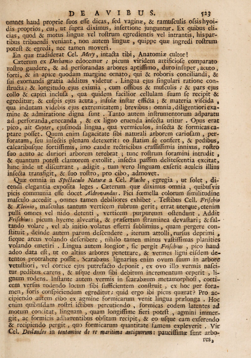 omn^s haud proprie fuos elfe dicas, fed vaginas, & ramufculis ofsishyoi- dis proprios, cui, ut fupra diximus, infertione junguntur. Ex quibus eli¬ cias, quod & motus lingue vel roftrum egredientis vel intrantis, his par¬ tibus tribuendi veniant, non autem linguas , quippe quas ingredi roftrum poteft & egredi, nec tamen moveri, £n quas tradiderat Cei. Mery 9 intada tibi, Anatomias cultor! Ceterum ex Derbamio edocemur ; picum viridem artificiofe comparato roftro gaudere , & ad perforandas arbores aptiffimo, duro infiiper, acuto, forti, & in apice quodam margine ornato, qui & roboris conciliandi, Sc fui exornandi gratia additus videtur . Lingua ejus lingulari ratione con- ftruda; .& longitudo ejus eximia , cum ofiibus & mufculis ; & pars ejus collo & capiti inclufa , qua quidem facilior cellulam luam fe recipit Sc egreditur; Sc cufpis ejus acuta, infulas inftar effida ; Sc materia vifcida , qua indutam videbis ejus extremitatem; brevibus: omnia, diligentiori exa¬ mine Sc admiratione digna funt , Tanto autem inftrumentorum adparatu ad perforanda, enecanda , Sc ex ligno eruenda infeda utitur . Opus erat , pico, ait Coyter, ejufmodi lingua, qua vermiculos, infeda Sc formicas ca¬ ptare poflet. Quum enim fagacitate libi naturali arborem cariofam , per¬ foratam, feu infedis plenam detexerit: eo ftatim fe confert, & pedibus, calcaribufque fortiflimis, imo caudas redricibus cralTiftimis innixus, roftro fuo acuto ac duriori arborem terebrat ; tunc roftrum foramini intrudit , Sc quantum poteft clamorem extollit, infeda paffim delitefcentia excitat, hinc inde ut difcurrant , adigit , tum vero linguam exferit aculeis illius infeda transfigit, & fuo roftro, pro cibo, admovet. Quas omnia in Spectaculo Natum a Cei. Pluche , egregia , ut folet , di¬ cendi elegantia expolita leges . Casterum que diximus omnia , quibufvis picis communia effe docet Mdrovandus. Pici fcemella colorum fimilitudine mafculo acceditomnes tamen debiliores exhibet . Teftibus Cell. Frijchio Sc Kleinio, mafculus tantum verticem rubrum gerit; errat uterque,etenim pulli omnes vel nido detenti , verticem purpureum offendunt . Addit Frifcbius: picum hyeme alvearia, & prefertim ftraminea devaftari; &fal- ta,ndo volare , vel ab initio volatus efferri fublimius , quam pergere con- ftituit, deinde autem parum defcendere , iterum attolli, curfus deprimi , ficque arcus volando defcribere , nihilo tamen minus vaftifiitnas planities volando emetiri . Lingua autem longior , fic pergit Frifchms , pico haud adeo data eft, ut eo altius arbores penetrare, Sc vermes ligni eildem de¬ tentos protrahere polii t. Scarabaeus lignarius enim ovum fuum in arbore vetuftiori, vel cortice ejus putrefado deponit, ex ovo illo vermis nafci- tur pedibus carens , Sc ufque dum libi debitum incrementum ceperit , li¬ gnum rodens. Inflante autem vermis in fcarabasum metamorphofi , corti¬ cem verfus rodendo locum libi fufficientem conftruit , ex hoc per fora-r men, foris confpiciendum egreditur; quid ergo ibi picus quaerat? Pro ac¬ cipiendo autem cibo ex agmine formicarum venit lingua pradonga . Hoc enim quibufdam roftri i&ibus percutiendo , formicas eodem latentes ad motum concitat, linguam , quam longiftime fieri poteft , agmini immer¬ git, ac formicis adherentibus oblitam recipit, & eo ufque eam exferendo & recipiendo pergit , quo formicarum quantitate famem expleyerit . Vir Cei. jDeslmdes in tentamine de re maritima antiquorum % pauciffime funt arbo- resa'