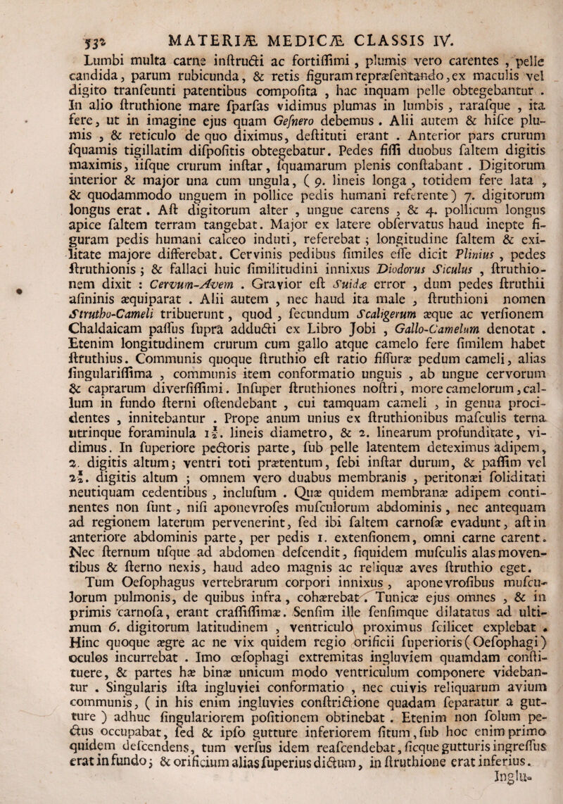 Lumbi multa carne inftru&i ac fortiflimi, plumis vero carentes , pelle candida, parum rubicunda, & retis figuramreprafehtando,ex maculis vel digito tranfeunti patentibus compofita , hac inquam pelle obtegebantur . In alio ftruthione mare fparfas vidimus plumas in lumbis , rarafque , ita fere, ut in imagine ejus quam Gefnero debemus . Alii autem & hifce plu¬ mis , & reticulo de quo diximus, deftituti erant . Anterior pars crurum fquamis tigillatim difpofitis obtegebatur. Pedes filii duobus faltem digitis maximis, iifque crurum inftar, fquamarum plenis conflabant . Digitorum interior & major una cum ungula, ( 9. lineis longa , totidem fere lata , & quodammodo unguem in pollice pedis humani referente) 7. digitorum longus erat. Aft digitorum alter , ungue carens , & 4. pollicum longus apice faltem terram tangebat . Major ex latere obfervatus haud inepte fi¬ guram pedis humani calceo induti, referebat ; longitudine faltem & exi¬ litate majore differebat. Cervinis pedibus fimiles efle dicit Plinius , pedes ffruthionis ; & fallaci huic fimilitudini innixus Diodorus Siculus , ftruthio- nem dixit : Cervum-Auem . Gravior eft Sui da error , dum pedes ftruthii afininis a?quiparat . Alii autem , nec haud ita male , ftruthioni nomen Struthu-Cameli tribuerunt, quod , fecundum Scaligerum seque ac verfionem Chaldaicam paflus fupra addudi ex Libro Jobi , Gallo-Camelum denotat . Etenim longitudinem crurum cum gallo atque camelo fere fimilem habet ftfuthius. Communis quoque ftruthio eft ratio fiflurse pedum cameli, alias lingulariflima , communis item conformatio unguis , ab ungue cervorum & caprarum diverfiflimi. Infuper ftruthiones noftri, more camelorum, cal¬ lum in fundo fterni oftendebant , cui tamquam cameli , in genua proci¬ dentes , innitebantur . Prope anum unius ex ftruthionibus mafculis terna utrinque foraminula 1J. lineis diametro, & 2. linearum profunditate, vi¬ dimus . In fuperiore pedoris parte, fub pelle latentem deteximus Adipem, z. digitis altum; ventri toti prsetentum, febi inftar durum, & pafHm vel 2*. digitis altum ; omnem vero duabus membranis , peritonsei foliditati neutiquam cedentibus , inclufum . Qua? quidem membrana adipem conti¬ nentes non funt, nifi aponevrofes mufculorum abdominis , nec antequam ad regionem laterum pervenerint, fed ibi faltem carnofa? evadunt, aft in anteriore abdominis parte, per pedis 1. extenfionem, omni carne carent. Nec fternum ufque ad abdomen defcendit, fiquidem mufculis alas moven¬ tibus & fterno nexis, haud adeo magnis ac reliqua? aves ftruthio eget. Tum Oefophagus vertebrarum corpori innixus , aponevrofibus mufcu¬ lorum pulmonis, de quibus infra, coha?rebajG^Tunica? ejus omnes , & in primis 'carnofa, erant craffiflima?. 5enftm ille fenfimque dilatatus ad ulti¬ mum 6. digitorum latitudinem , ventriculo proximus fcilicet explebat * Hinc quoque a?gre ac ne vix quidem regio orificii fuperioris ( Oefophagi) oculos incurrebat . Imo oefophagi extremitas ingluviem quamdam confti- tuere, & partes hx bina? unicum modo ventriculum componere videban¬ tur . Singularis ifta ingluviei conformatio , nec cuivis reliquarum avium communis, ( in his enim ingluvies conftri&ione quadam feparatur a gut¬ ture ) adhuc Angulariorem politionem obtinebat . Etenim non folum pe¬ ctus occupabat, fed & ipfo gutture inferiorem fitum,fub hoc enim primo quidem defcendens, tum verfus idem reafcendebat, ftcque gutturis ingreffus erat infundo; & orificium aliasfuperius diftum, in ftruthione erat inferius.