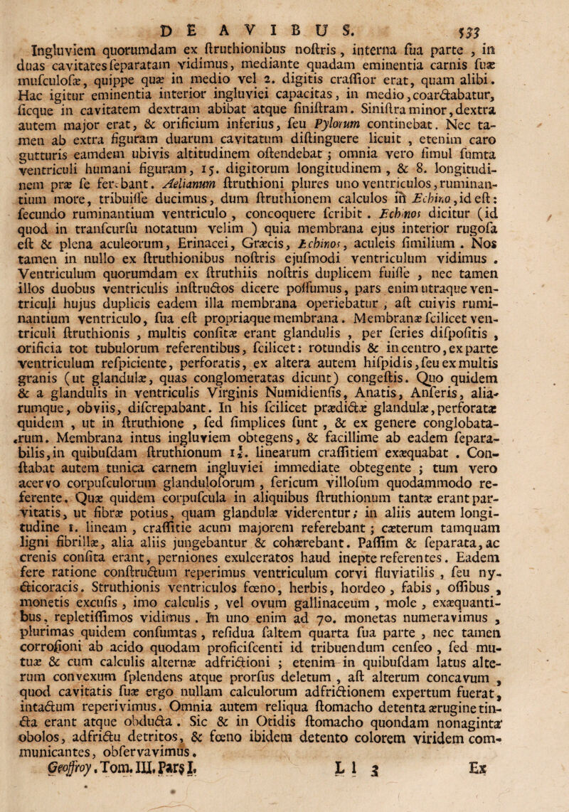 Ingluviem quorumdam exftruthionibus noftris, interna fua parte , in duas cavitates feparatam vidimus, mediante quadam eminentia carnis fux mufculofa?, quippe qua? in medio vel 2. digitis craflior erat, quam alibi. Hac igitur eminentia interior ingluviei capacitas, in medio,coardabatur, ficque in cavitatem dextram abibat atque finiftram. Siniftraminor,dextra autem major erat, & orificium inferius, feu Pylorum continebat. Nec ta¬ men ab extra figuram duarum cavitatum diftinguere licuit , etenim caro gutturis eamdem ubivis altitudinem offendebat; omnia vero fimul fumta ventriculi humani figuram, 15. digitorum longitudinem , & 8. longitudi¬ nem pra? fe ferebant. Aelianum ftruthioni plures uno ventriculos, ruminan¬ tium more, tribuiffe ducimus, dum ftruthionem calculos ift Schino ,id eft: fecundo ruminantium ventriculo , concoquere feribit . Schinos dicitur (id quod in tranfcurfu notatum velim ) quia membrana ejus interior rugofa eft & plena aculeorum, Erinacei, Gracis, £cbir,os} aculeis fimilium . Nos tamen in nullo ex flruthionibus noftris ejufmodi ventriculum vidimus . Ventriculum quorumdam ex ftruthiis noftris duplicem fuiffe , nec tamen illos duobus ventriculis inftrudos dicere pofiumus, pars enim utraque ven¬ triculi hujus duplicis eadem illa membrana operiebatur , aft cuivis rumi¬ nantium ventriculo, fua eft propriaque membrana. Membrana? fcilicet ven¬ triculi ftruthionis , multis confita? erant glandulis , per feries difpofitis , orificia tot tubulorum referentibus, fcilicet: rotundis & in centro, exparte ventriculum refpiciente, perforatis, ex altera autem hifpid is, feu ex multis granis (ut glandulse, quas conglomeratas dicunt) congeftis. Quo quidem & a glandulis in ventriculis Virginis Numidienfis, Anatis, Anferis, alia-' rumque, obviis, diferepabant. In his fcilicet pra?dido? glandula?,perforatae quidem , ut in ftruthione , fed fimplices funt , & ex genere conglobata¬ rum. Membrana intus ingluviem obtegens, 8c facillime ab eadem fepara- bilis,in quibufdam ftruthionum i*. linearum craflitiem exaequabat . Con¬ flabat autem tunica carnem ingluviei immediate obtegente ; tum vero acervo corpufculorum glanduloforum , fericum villofum quodammodo re¬ ferente. Qua? quidem corpufcula in aliquibus ftruthionum tanta? erant par¬ vitatis, ut fibra? potius, quam glandula? viderentur; in aliis autem longi¬ tudine i. lineam , craffitie acum majorem referebant; ca?terum tamquam ligni fibrilla?, alia aliis jungebantur & cohaerebant. Paflim & feparata,ac crenis confita erant, perniones exulceratos haud inepte referentes. Eadem fere ratione conftrudum reperimus ventriculum corvi fluviatilis , feu ny- dicoracis. Struthionis ventriculos fceno, herbis, hordeo, fabis, oflibus , monetis excufis , imo calculis, vel ovum gallinaceum , mole , exa?quanti- bus, repletiflimos vidimus . I11 uno enim ad 70. monetas numeravimus , plurimas quidem confumtas, refidua faltem quarta fua parte , nec tamen corrofjoni ab acido quodam proficifcenti id tribuendum cenfeo , fed mu¬ tua? & cum calculis alterna? adfri&ioni ; etenim in quibufdam latus alte¬ rum convexum fplendens atque prorfus deletum , aft alterum concavum , quod cavitatis fua? ergo nullam calculorum adfridionem expertum fuerat, inta&um reperivimus. Omnia autem reliqua ftomacho detenta a?ruginetin- &a erant atque obduda. Sic & in Otidis ftomacho quondam nonaginta' obolos, adfridu detritos, & fceno ibidem detento colorem viridem com¬ municantes, obfervavimus ♦ Geoffroy, Tom. IU, Far$ |, Ll i Ex