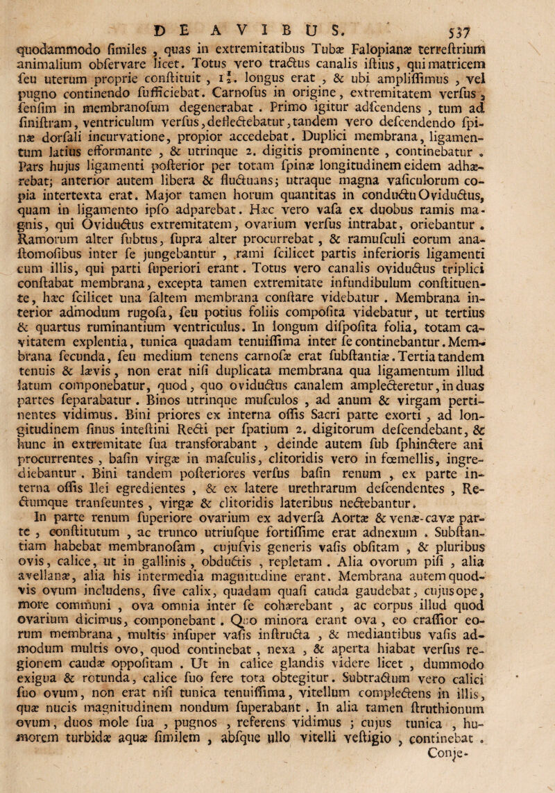 quodammodo fimiles , quas in extremitatibus Tuba? Falopiana? terreflriurti animalium obfervare licet. Totus vero tra&us canalis iflius, qui matricem feu uterum proprie conflituit , i longus erat , & ubi ampliflimus , vel pugno continendo fufficiebat. Carnofus in origine, extremitatem yerfus % fenfim in membranofum degenerabat . Primo igitur adfcendens , tum ad (iniftram, ventriculum yerfus ,defkdtebatur, tandem vero defcendendo fpi- na? dorfali incurvatione, propior accedebat . Duplici membrana, ligamen¬ tum latius efformante , & utrinque 2. digitis prominente , continebatur » Pars hujus ligamenti poflerior per totam fpina? longitudinem eidem adhae¬ rebat; anterior autem libera & flu&uans; utraque magna vaficulorum co¬ pia intertexta erat. Major tamen horum quantitas in condudtuOvidu&us, quam in ligamento ipfo adparebat. Hac vero vafa ex duobus ramis ma¬ gnis, qui Ovidudus extremitatem, ovarium verfus intrabat, oriebantur • Ramorum alter fubtus, fupra alter procurrebat, & ramufculi eorum ana- ilomofibus inter fe jungebantur , rami fcilicet partis inferioris ligamenti cum illis, qui parti fuperiori erant. Totus vero canalis ovidu&us triplici conflabat membrana, excepta tamen extremitate infundibulum conflituen- te, harc fcilicet una faltem membrana conflare videbatur . Membrana in¬ terior admodum rugofa, feu potius foliis compofita videbatur, ut tertius & quartus ruminantium ventriculus. In longum difpofita folia, totam ca¬ vitatem explentia, tunica quadam tenuiflima inter fe continebantur.Mem¬ brana fecunda, feu medium tenens carnofa? erat fubflantia?, Tertia tandem tenuis & la?vis, non erat nifi duplicata membrana qua ligamentum illud fatum componebatur, quod, quo ovidudlus canalem amplecteretur, in duas partes feparabatur . Binos utrinque mufculos , ad anum & virgam perti¬ nentes vidimus. Bini priores ex interna oflis Sacri parte exorti , ad lon¬ gitudinem finus inteflini Redii per fpatium 2, digitorum defcendebant, 8>C hunc in extremitate fua transforabant , deinde autem fub fphin&ere ani procurrentes , bafin virga? in mafculis, clitoridis vero in fcemellis, ingre¬ diebantur . Bini tandem pofleriores verfus bafin renum , ex parte in¬ terna oflis Ilei egredientes , & ex latere urethrarum defcendentes , Re- diumque tranfeuntes , virga? & clitoridis lateribus nedlebantur. In parte renum fuperiore ovarium ex adverfa Aortse & ve na?-cava? pat¬ re , eonflitutum , ac trunco utriufque fortiflime erat adnexum . Subflan- tiam habebat membranofam , cujufvis generis vafis obfitam , &: pluribus ovis, calice, ut in gallinis , obdudtis , repletam . Alia ovorum pifi , alia avellana?, alia his intermedia magnitudine erant. Membrana autem quod¬ vis ovum includens, five calix, quadam quafi cauda gaudebat, cujus ope, more communi , ova omnia inter fe cohaerebant , ac corpus illud quod ovarium dicimus * componebant. Quo minora erant ova, eo craflior eo¬ rum membrana , multis infuper vafis inflru&a , & mediantibus vafis ad¬ modum multis ovo, quod continebat, nexa , &c aperta hiabat verfus re¬ gionem cauda? oppofitam . Ut in calice glandis videre licet , dummodo exigua & rotunda, calice fuo fere tota obtegitur. Subt radium vero calici fuo ovum, non erat nifi tunica tenuiflima, vitellum cornpfedlens in illis, qua? nucis magnitudinem nondum fuperabaht . In alia tamen flruthionum ovum, duos mole fua , pugnos , referens vidimus ; cujus tunica , hu¬ morem turbida? aqua? fimilem , abfque ullo vitelli veftigio , continebat . Conje*