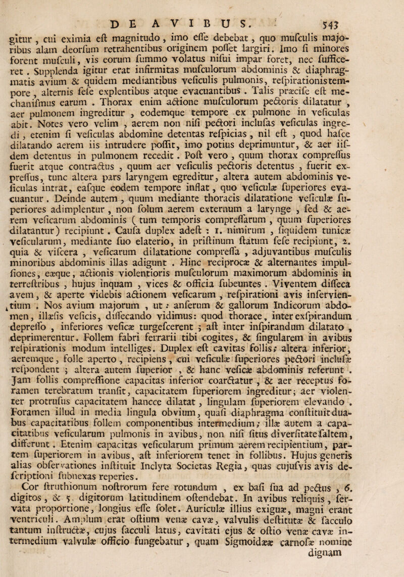 gitur , cui eximia ed magnitudo , imo efle debebat, quo mufculis majo¬ ribus alam deorfum retrahentibus originem poffet largiri. Imo fi minores forent mufculi, vis eorum fummo volatus nifui impar foret, nec fuffice- ret . Supplenda igitur erat infirmitas mufculorum abdominis & diaphrag¬ matis avium & quidem mediantibus veficulis pulmonis, refpirationistem¬ pore , alternis fefe explentibus atque evacuantibus . Talis prascife ed me- chanifmus earum . Thorax enim adione mufculorum pedoris dilatatur , aer pulmonem ingreditur , eodemque tempore ex pulmone in veficulas abit. Notes vero velim , aerem non nifi pedori inclufas veficulas ingre¬ di , etenim fi veficulas abdomine detentas refpicias , nil ed , quod hafce dilatando aerem iis intrudere poffit, imo potius deprimuntur, & aer iif- dem detentus in pulmonem recedit. Pod vero , quum thorax compreffus fuerit atque contradus , quum aer veficulis pedoris detentus , fuerit ex- preflus, tunc altera pars laryngem egreditur, altera autem abdominis ve¬ ficulas intrat, eafque eodem tempore inflat, quo veficulas fuperiores eva¬ cuantur . Deinde autem ,, quum mediante thoracis dilatatione veficulas fu¬ periores adimplentur , non folum aerem externum a larynge , fed & ae¬ rem veficarum abdominis ( tum temporis comprefiarum , quum fuperiores dilatantur) recipiunt. Caufa duplex aded : i. nimirum , fiquidem tunicae veficularum, mediante fuo elaterio, in priftinum flatum fefe recipiunt, 2. quia & vifcera , veficarum dilatatione comprefla , adjuvantibus mufculis minoribus abdominis illas adigunt . Hinc reciprocae & alternantes impul- fiones, easque, adionis violentioris mufculorum maximorum abdominis in terredribus , hujus inquam , vices & officia fubeuntes . Viventem difleca avem, & aperte videbis adionem veficarum , refpirationl avis inferyien- ^tium . Nos avium majorum , ut.* anferum & gallorum Indicorum abdo¬ men, illasfis veficis, diflecando vidimus: quod thorace, inter ex fpirandum depreifo , inferiores veficae turgefcerent i afl inter infpirandum dilatato , deprimerentur. Follem fabri ferrarii tibi cogites, 8c fingularem in avibus refpirationis modum intelliges. Duplex ed cavitas follis; altera inferior, aeremque, folle aperto , recipiens, cui veficulas fuperiores pedori inclufas refpondent ; altera autem fuperior , & hanc veficae abdominis referunt . Jam follis compreffione capacitas inferior coardatur , & aer receptus fo¬ ramen terebratum tranfit, capacitatem fuperiorem ingreditur; aer violen¬ ter protrufus capacitatem hancce dilatat, lingulam fuperiorem elevando . Foramen illud, in media lingula obvium, quafi diaphragma conflituitdua- bus capacitatibus follem componentibus intermedium; illas autem a capa¬ citatibus veficularum pulmonis in avibus, non nifi fitus diverfitatefaltem, differunt. Etenim capacitas veficularum primum aerem recipientium, par¬ tem fuperiorem in avibus, afl inferiorem tenet in follibus. Hujus generis alias obfernationes indituit Inclyta Societas Regia, quas cujufvis avis de- fcriptioni fubnexas reperies. Cor ftruthionum nodrorum fere rotundum , ex bafi fua ad pedus , 6, digitos, & 5 digitorum latitudinem odendebat. In avibus reliquis, fer- vata proportione, longius efle folet. Auriculas illius exiguas, magni erant ventriculi. Amplum erat odium venas cavas, valvulis deftitutas & facculo tantum indrudas, cujus facculi latus, cavitati ejus & odio vene cave in¬ termedium valvulae officio fungebatur, quam Sigmoideas carnofe nomme dignam