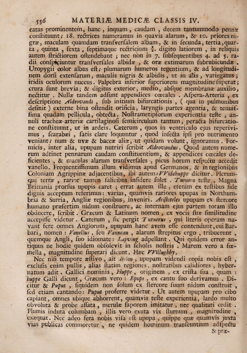 catas prominentem, hanc , inquam , caudam , decem tantummodo penna* conftituunt; 18. re&rices numeramus in quavis alarum, & io. priores ni¬ gra , maculam quamdam tranfverfalem albam, & in fecunda, tertia,quar¬ ta , quinta , fexta , feptimaque re&ricium |. digito latiorem , in reliquis autem Aridiorem oftendebant ; nec non in 7. fubfequentibus 4. ad 5. ra¬ dii cOnfpipiuntur tranfverfales albidas ,, & oras extimarum fubrubicundee . Uropygii dolor albus eft; plumarum humeros tegentium, & ad longitudi¬ nem dorfi extenfarum, maculis nigris & albidis , ut in alis , variegatus ; iridis oculorum nuceus. Palpebra inferior fuperiorem magnitudine fuperat; crura funt brevia; Sc digitus exterior, medio, abfque membranas auxilio, neditur . Nullas tandem adfunt appendices caecales . Afpera-Arteria , ex defcriptione Aldrovandi , fub initium bifurcationis , ( qua in pulmonibus definit) externe bina oftendit orificia, laryngis partes agentia, & tenuif- jfima quadam pellicula, obteda. Noftrametipforum experientia tefte , an- nuli tracheas-arterias cartilaginofi femicirculum tantum, perada bifurcatio¬ ne conftituunt, ut in ardeis. Casterum , quos in ventriculo ejus repetivi¬ mus , fcarabasi , fatis clare loquuntur , quod infera ipfi pro nutrimento veniant; num & uvas & baccas ali&, ut quidam volunt, ignoramus . For¬ micis, inter alia, upupam nutriri fcribit Aldrovcmdus. Quod autem nume¬ rum adtinet pennarum caudam conftituentium, & appendices caecales de¬ ficientes , & maculas alarum tranfverfales , picus horum refpedu accedit vanello. Frequentiflimum illum vidimus apud Germanos, & in regionibus Coloniam Agrippinas adjacentibus, ibi autem:FFidebuppe dicitur. Plerum¬ que terree , rarior tamen falicibus infidere folet . Turnero tefte , Magna Brittania prorfus upupis caret ; errat autem ille , etenim ex teftibus fide dignis acceptum referimus: varias, quamvis rariores upupas in Northum- bria & Surria, Anglias regionibus, inveniri. Ari/ioteles upupam ex ftercore humano prasfertim nidum conftruere, ac internam ejus partem totam illo obducere, fcribit. Grascum & Latinum nomen , ex vocis fuas fimilitudine accepiife videtur . Casterum , fic pergit T umerus , qui literis operam na¬ vant fere omnes Anglorum, upupam hanc avem dfe contendunt, cui Bar¬ bari, nomen : Fandius , feu Fanneau , alarum ftrepitus ergo , tribuerunt , quemque Angli, fuo idiomate: Lapving adpellant . Qui quidem efror an¬ tiquus ne hodie quidem obfolevit in fcholis noftris . Marem vero a fe¬ mella , magnitudine fuperari dicunt. Hasc FFillughby. Nec nifi tempore asftivo , ait JBelon , upupam videndi copia nobis eft , exclufis enim pullis , alias ftatim regiones, noftratibus calidiores , hyber- natum adit . Gallici nominis , Huppe , originem , ex crifta fua , quam : huppe Galli dicunt, Grascum vero : Epops , ex cantu fuo derivamus . Di¬ citur & Puput , fiquidem non folum ex ftercore fuum nidum conftruit , fed etiam cantando : Puput proferre videtur . Ut autem upupam pro cibo capiant, omnes ubique abhorrent, quamvis tefte experientia, lardo multo obvoluta & probe affata , merulas faporem imitatur , nec qualitati cedit . Plumis induta columbam , illis vero exuta vix fturnum , magnitudine , exasquat. Nec adeo fera nobis vifa eft upupa , quippe quas quamvis juxta vias publicas commoretur , ne quidem hominum tranfeuntium adfpe&u & pras- v*