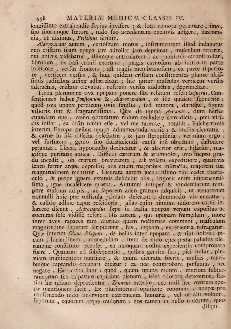 longiilimo extrahendis fopius inyifere ; & loca remota peramare 5 imo,, fuo fuorumque fcetore , nido fuo accedentem quemvis abigereha?c om¬ nia , ut diximus 5 Frifchius fcribit. Aldrovandus autem , curiofitate motus , inftrumentum illud indagatus quo criftam fuam upupa jam adtollat jam deprimat , mufculum reperit, qui unicus videbatur , iliumque cuticularem \ ac panniculi carnofiinftar> fibrorum , ex bafi cranii exortum , magis carnofum ab initio in parte inferiore , verfus frontem , aft magis membranofum , ex parte fuperio- re , verticem verfus , & huic quidem criftam conftituentes pluma? altif- fimis radicibus infixse adhaerebant ; hic igitur mufculus verticem verfus adtra&us, criftam elevabatroftrum verfus addudus , deprimebat. Terna plerumque ova. upupam ponere fibi relatum refert Gefnerus . Con- fentientes habet Jonftonium 3c Aldrovandum , & ille quidem fubnedHt quod ova upupae perdicum ovis fimilia , fed minora , duriora , figura? vilioris fint & fragrantiffima . Qua? de upupa Aelianus , dum herbae cujufdam ope , cos no obturatum nidum recludere eam d icit , pici viri¬ dis inftar , ea di&u nimia efte , vel me tacente , notabis .. Pulcherrimis interim Europa avibus upupa adnumeranda venit ; & facilis cicuratur ; 3c carne in hia difte&a deledatur , &: jam fterquilinia , vermium ergo , vel furfurem , genio fuo fatisfaciendi caufa Ipfi objectum , fuffodere peramat . Libera hypocaufto detineatur , & alacrior erit, hilarior , ma- gifque puritatis amica . Difficili ceterum & a?rumnofo , imo inepto gra¬ du incedit r oh crurum brevitatem ; aft volatu expeditiore, quamvis lento fertur atque depreflo; alis etiam majoribus inftrudta, majorem fua magnitudinem mentitur . Cicurata autem jucundiffimo tibi cedet fpe&a- culo , & prope ignem extenfis defidebit alis , frigoris enim impatientif- fima 5 igne incalefcere quasrit . Autumni infuper & vindemiarum tem¬ pore multum adipis , ac faporem adeo gratum adquirit , ut venatorum nonnulli huic pra? rufticula palmam deferant , dummodo vix enecata? , calida? adhuc caput refcideris , alias enim nimium nidorem carni ifi- hctrere dicunt .. Aldrovandus ftepe in Italia upupas venum expofitas ac coemtas fefe vidifle refert . His autem , qui upupam fcemellam , more inter aves rapaces tam diurnas quam nodiurnas communi , mafculum magnitudine fuperare icripferunt , his , inquam , experientia refragatur. Qua? interim Olam Magnus , de bellis inter upupam , & fibi hoftes : pi¬ cum , hirundinem , monedulam ; item de nido ejus juxta paludes ple¬ rumque conftituto recenfet , ea numquam noftra experientia comprobata fuere . Quantum ad fubfequentia , quibus gemitu fuo , pici inftar , plu¬ viam imminentem nuntiare , &: quum cicurata fuerit , mufcis , muri- hufq.ue captandis occupari dicitur : ea nec comprobare poffumus , nec negare .. Hac certa fiunt : quod y quum upupa? nidum , murium fubter- raneorum feu talparum capitibus plenum , feles odoratu detexerint, fta- tim ha? nidum depraedentur. Zinnani interim, nec nidi nec ovorum upu¬ pa? mentionem facit . Ex plurimorum opinione communi , upupas, pro conftruendo nido inferviunt excrementa humana , vel ut alii volunt , leporum , equorum atque mulorum : nos tamen in nullo nidorum, quos,