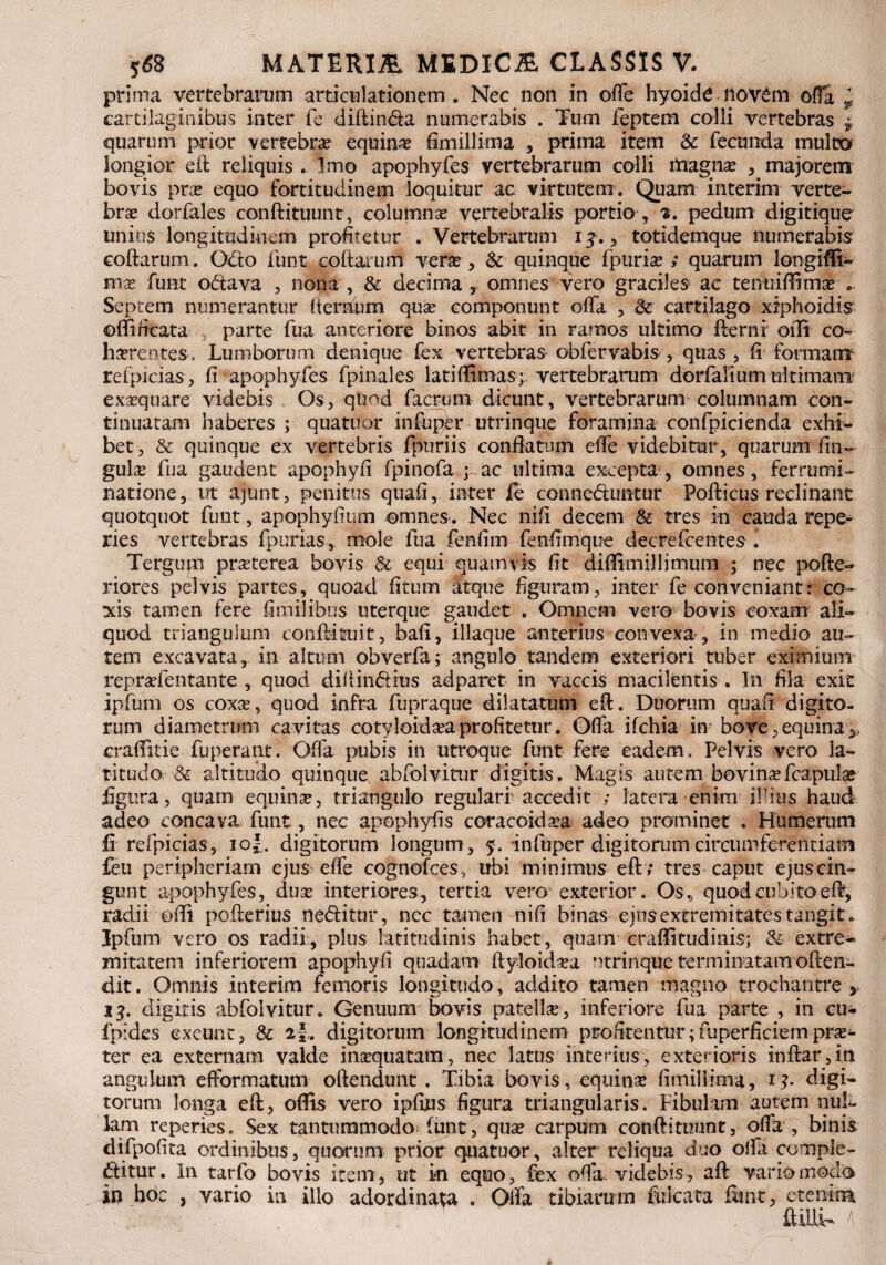 prima vertebrarum articulationem . Nec non in offe hyoide novem ofla * cartilaginibus inter fe didinba numerabis . Tum feptem colli vertebras * quarum prior vertebra? equina? fimillima , prima item &: fecunda multo longior ed reliquis . Imo apophyfes vertebrarum colli magna? , majorem bovis pra? equo fortitudinem loquitur ac virtutem. Quam interim verte¬ bra dorfales condituunt, columna vertebralis portio, %. pedum digitique unios longitudinem profitetur . Vertebrarum xy., totidemque numerabis codarum, Obto funt codarum verse , Sc quinque fpuria?; quarum longiffi- mx funt obtava , nona , & decima r omnes vero graciles ac tentxiffima? Septem numerantur (ternum qua? componunt offa , 8c cartilago xiphoidis ©ffificata parte fua anteriore binos abit in ramos ultimo demi offi co~ haerentes * Lumborum denique fex vertebras obfervabis , quas , fi formam refpicias, fi apophyfes fpinales lati(limas; vertebrarum dorfalium-ultimam exa?quare videbis Os, quod facrom dicunt, vertebrarum columnam con¬ tinuatam haberes ; quatitor infup)br utrinque foramina confpicienda exhi¬ bet , & quinque ex vertebris fpuriis conflatum effe videbitur, quarum fin- gula? fua gaudent apophyfi fpinofa pac ultima excepta, omnes, ferrumi¬ natione, ut ajunt, penitus quafi, inter fe conneduntur Pofticus reclinant quotquot funt, apophyfium omnes . Nec nifi decem & tres in cauda repe» ries vertebras fpuriasmole fua fenfim fenfimque decrefcerites i Tergum praeterea bovis & equi quamvis fit diffimilljmum ; nec pode- riores pelvis partes, quoad fitum atque figuram, inter fe conveniant: co¬ xis tamen fere fimilihns uterque gaudet . Omnem vero bovis coxam ali¬ quod triangulum conditu it, bafi, illaque anterius convexa, in medio au¬ tem excavata, in altum obverfa; angulo tandem exteriori tuber eximium repra?fentante , quod diilindius adparet in vaccis macilentis . In fila exit ipfum os coxa?, quod infra fupraque dilatatum ed. Duorum quafi digito¬ rum diametrum cavitas cotyloida?a profitetur. Offa ifchia in bove, equina > craffnie fuperant. Offa pubis in utroque funt fere eadem. Pelvis vero la¬ titudo & altitudo quinque, abfolvitur digitis. Magis autem bovina? fcapula? figura, quam equina?, triangulo regulari accedit ; latera enim illius haud adeo concava funt, nec apophyfis coracoidea adeo prominet . Humerum fi refpicias, iof.. digitorum longum, 5. infuper digitorum circumferentiam feu peripheriarn ejus effe cognofces, ubi minimus ed ; tres caput ejus cin¬ gunt apophyfes, dua? interiores, tertia vero exterior. Os,, quod cubito ed, radii ©di poderius nebitur, nec tamen nifi binas ejus extremitates tangit . Ipfum vero os radii, plus latitudinis habet, quam craffitudinis; & extre¬ mitatem inferiorem apophyfi quadam dyloida?a utrinque terminatam often- dit. Omnis interim femoris longitudo , addito tamen magno trochantre > ij. digitis abfolvitur. Genuum bovis patella?, inferiore fua parte , in cu- fpides exeunt, & af. digitorum longitudinem profitentur;fuperficiempra?- ter ea externam valde insequatam, nec latus interius, exterioris indar,in angulum efformatum oftendunt . Tibia bovis, equina? fimillima, 13. digi¬ torum longa ed, offis vero ipfius figura triangularis. Fibulam autem nul¬ lam reperieSe Sex tantummodo funt, qua? carpum condituunt, offa , binis difpofita ordinibus, quorum prior quatuor, alter reliqua duo offa comple¬ bitur. In tarfo bovis item, ut in equo, fex offa videbis, ad varioimodo in hoc , vario in illo adordinata . Otfa tibiarum filicata firnt, etenim dilli- A