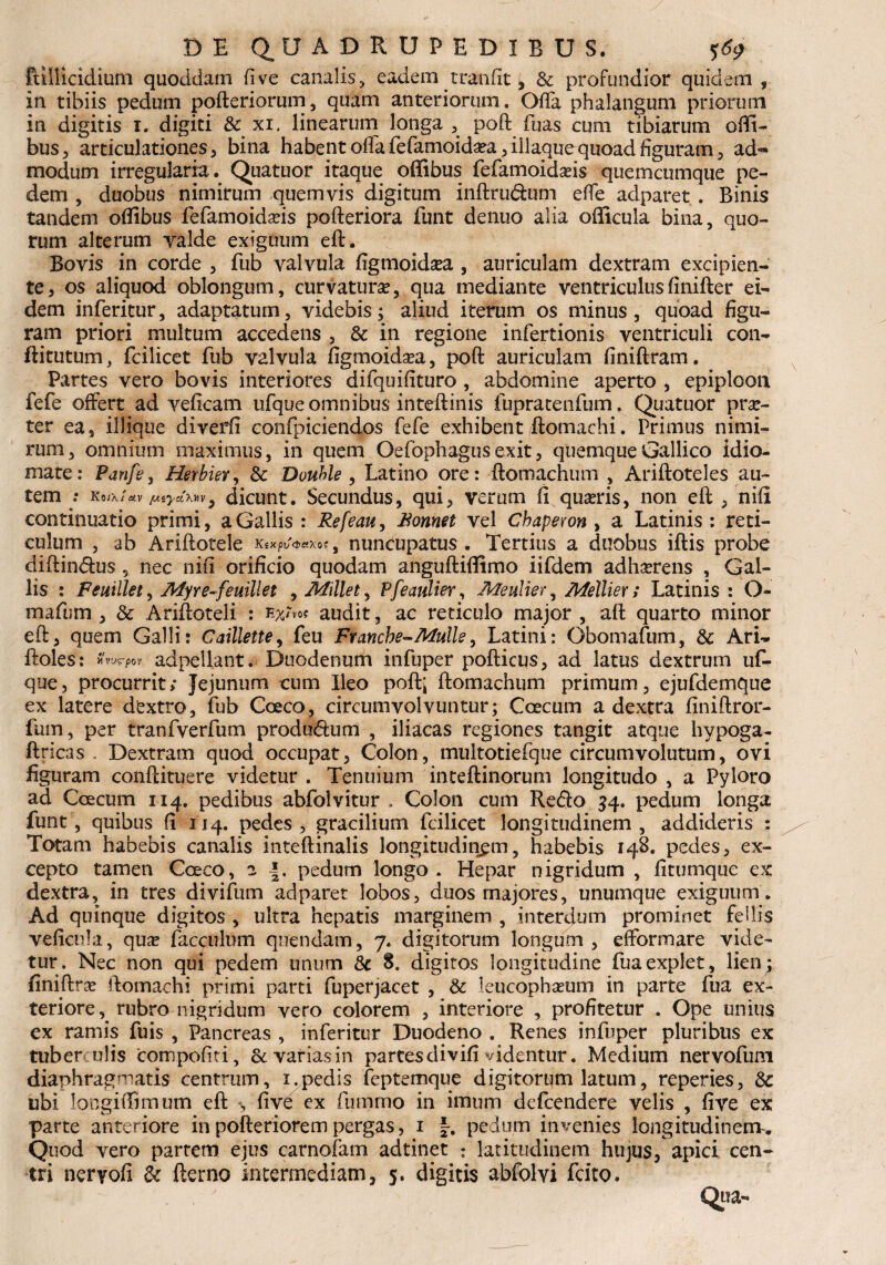 ftiiiicidium quoddam fi ve canalis, eadem tranfit, & profundior quidem , in tibiis pedum pofteriorum, quam anteriorum. Offa phalangum priorum in digitis i. digiti & xi. linearum longa , poft fuas cum tibiarum offi- bus, articulationes, bina habent offa fefamoida?a,iilaque quoad figuram, ad¬ modum irregularia. Quatuor itaque offibus fefamoidafis quemcumque pe¬ dem , duobus nimirum quemvis digitum inftru&um effe adparet. Binis tandem oflibus fefamoidafis pofteriora funt denuo alia oflicula bina, quo¬ rum alterum valde exiguum eft. Bovis in corde , fub valvula figmoidsea, auriculam dextram excipien¬ te, os aliquod oblongum, curvatura?, qua mediante ventriculusfinifter ei¬ dem inferitur, adaptatum, videbis; aliud iterum os minus, quoad figu¬ ram priori multum accedens , & in regione infertionis ventriculi con- ftitutum, fcilicet fub valvula figmoid^a, poft auriculam finiftram. Partes vero bovis interiores difquifituro , abdomine aperto , epiplooii fefe offert ad veficam ufque omnibus inteftinis fupratenfum. Quatuor prae¬ ter ea, iliique diveffi confpiciendos fefe exhibent ftomaehi. Primus nimi¬ rum, omnium maximus, in quem Oefophagus exit, quemque Gallico idio- mate: Panfe, Herbiet, & Douhle, Latino ore: ftomachum , Ariftoteles au¬ tem ! KoiXtetv /j.iyaMv, dicunt. Secundus, qui, verum fi quaeris, non eft , nifi continuatio primi, a Gallis : Refeau, Bonnet vel Chaperon , a Latinis : reti¬ culum , ab Ariftotele KiH.pu&etXoi , nuncupatus . Tertius a duobus iftis probe diftin&us 5 nec nifi orificio quodam anguftiflinpo iifdem adherens , Gal¬ lis : Feuillet, Myre-feuillet , Mille t, Pfeaulier, JWulter, Afellier; Latinis: O» mafum , & Ariftoteli : audit, ac reticulo major , aft quarto minor eft, quem Galli: Caillette, feu Francbe-Mulis, Latini: Obomafum, & Ari- ftoles: «Wpov adpellant . Duodenum infuper pofticus, ad latus dextrum uf- que, procurrit; Jejunum cum Ileo poft; ftomachum primum, ejufdemque ex latere dextro, fub Cceco, circumvolvuntur; Coecum a dextra finiftror- fmn, per tranfverfum producum , iliacas regiones tangit atque hypoga- ftricas . Dextram quod occupat, Colon, multotiefque circumvolutum, ovi figuram conftituere videtur . Tenuium inteftinorum longitudo , a Pyloro ad Coecum 114. pedibus abfolvitur . Colon cum Redo 54» pedum longa funt, quibus fi 114. pedes gracilium fcilicet longitudinem, addideris : Totam habebis canalis inteftinalis longitudinem, habebis 148. pedes, ex¬ cepto tamen Cceco, 2 pedum longo . Hepar nigridum , fitumque ex dextra, in tres divifum adparet lobos, duos majores, unumque exiguum. Ad quinque digitos , ultra hepatis marginem , interdum prominet feilis veficula, qua? facculum quendatn, 7. digitorum longum, efformare vide¬ tur. Nec non qui pedem unum Sc 8. digitos longitudine fuaexplet, lien; finiftra? ftomaehi primi parti fuperjacet , & leucophseum in parte fua ex¬ teriore, rubro nigridum vero colorem , interiore , profitetur . Ope unius ex ramis fuis , Pancreas , inferitur Duodeno . Renes infuper pluribus ex tuber olis compofiti, & varias in partes divifi videntur. Medium nervofum diaphragmatis centrum, 1.pedis feptemque digitorfitn latum, reperies, 3c ubi longiffimum eft > five ex furamo in imum defeendere velis , five ex parte anteriore in pofteriorem pergas, 1 §-. pedum invenies longitudinem. Quod vero partem ejus carnofam adtinet latitudinem hujus, apici cen¬ tri neryofi 8c fterno intermediam, 5. digitis abfolvi fcito.