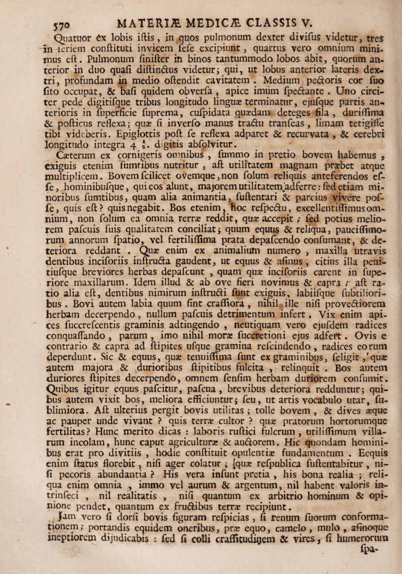 Quatuor £x lobis iftis, in quos pulmonum dexter divifus videtur, tres m feriem conftituti invicem fefe excipiunt , quartus vero omnium mini¬ mus eft. Pulmonum finifter in binos tantummodo lobos abit, quorum an¬ terior in duo quafi diftindus videtur; qui, ut lobus anterior lateris dex¬ tri, profundam in medio oftendit cavitatem . Medium pedoris cor fuo (ito occupat, & bafi quidem obverfa, apice imum fpedante . Uno circi¬ ter pede digitifque tribus longitudo linguae terminatur, ejufque partis an¬ terioris in fuperficie fuprema, cufpidata quaedam deteges fila , duriflima & pofticus reflexa; quae fi inverfo manus tradu tranfeas, limam tetigilfe tibi videberis. Epiglottis poft fe reflexa adparet & recurvata , & cerebri longitudo integra 4 i. digitis abfolvitur. Caeterum ex cornigeris omnibus , fummo in pretio bovem habemus 3 exiguis etenim fumtibus nutritur , aft utilitatem magnam probet atque multiplicem. Bovemfcilicet ovemque,non folum reliquis anteferendos ef~ fe, hominibufque, qui eos aluntmajorem utilitatem’adferre: fed etiam mi¬ noribus fumtibus, quam alia animantia, fuftentari & parcius vivere pof- fe, quis eft? quis negabit. Bos etenim, hoc refpedu, excellentiflimus om¬ nium, non folum ea omnia terrae reddit, quae accepit ; fed potius melio¬ rem pafcuis fuis qualitatem conciliat; quum equus & reliqua, pauciflimo- rum annorum fpatio, vel fertilifiima prata depafcendo confumant, & de¬ teriora reddant . Quae enim ex animalium numero , maxilla utravis dentibus inciforiis inftruda gaudent, ut equus & afinus , citius illa peni- tiufque breviores herbas depafcunt , quam quae inciforiis carent in fupe- riore maxillarum. Idem illud & ab ove fieri novimus & capra ,* aft ra¬ tio alia eft, dentibus nimirum inftrudi funt exiguis, labiifque fubtiliori- bus . Bovi autem labia quum fint crafiiora , nihil ille nifi provediorem herbam decerpendo, nullum pafcuis detrimentum infert ♦ Vix enim api¬ ces fuccrefcentis graminis adtingendo , neutiquam vero ejufdem radices conquaflando , parum , imo nihil morae fuccretioni ejus adfert. Ovis e contrario & capra ad ftipites ufque gramina refcindendo , radices eorum deperdunt. Sic & equus, quae tenuiffima funt ex graminibus, feligit /quae autem majora & durioribus ftipitibus fulcita , relinquit . Bos autem duriores ftipites decerpendo, omnem fenfim herbam duriorem confumit. Quibus igitur equus pafcitur, pafcua , brevibus deteriora redduntur; qui¬ bus autem vixit bos, meliora efficiuntur; feu, ut artis vocabulo utar, fu- blimiora. Aft ulterius pergit bovis utilitas ; tolle bovem , Sc dives aeque ac pauper unde vivant ? quis terrae cultor ? quae pratorum hortorumque fertilitas? Hunc merito dicas : laboris ruftici fulcrum, utiliflimum villa¬ rum incolam, hunc caput agriculturae & audorem. Hic quondam homini¬ bus erat pro divitiis , hodie conftituit opulentiae fundamentum . Ecquis enim ftatus florebit, nifi ager colatur ; [quas refpublica fuftentabitur , ni¬ li pecoris abundantia ? His vera infunt pretia , his bona reafta ; reli¬ qua enim omnia , immo vel aurum & argentum, nil habent valoris in- trinfeci , nil realitatis , nifi quantum ex arbitrio hominum & opi¬ nione pendet, quantum ex frudibus terrae recipiunt. Jam vero fi dorfi bovis figuram refpicias , fi renum fuormrr conforma¬ tionem; portandis equidem oneribus, prae equo, camelo, mulo, aftnoque ineptiorem dijudicabis ; fed fi colli craffitudinem & vires, fi humerorum