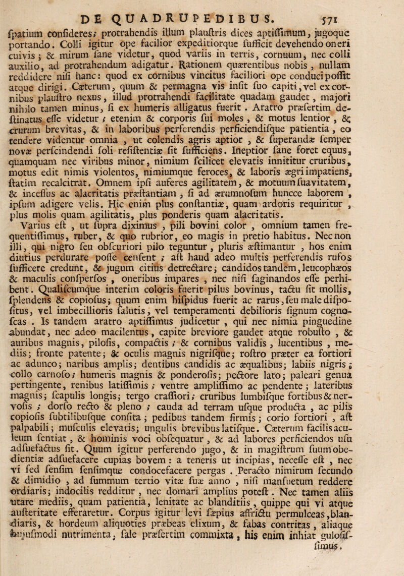 fpatium confideres; protrahendis illum plauftris dices aptiffimum, jugoque portando. Colli igitur ope facilior expeditiorque fufficit devehendo oneri cuivis; & mirum fane videtur, quod variis in terris, cornuum, nec colli auxilio, ad protrahendum adigatur. Rationem quaerentibus nobis, nullam reddidere nifi hanc: quod ex cornibus vincitus faciliori ope conducipoffit atque dirigi. Ceterum, quum & permagna vis infit fuo capiti,vel excor¬ nibus piauftro nexus, illud protrahendi facilitate quadam gaudet, majori nihilo tamen minus, fi ex humeris alligatus fuerit . Aratro praefertim de- ftinatus effe videtur / etenim & corporis fui moles , & motus lentior , Sq crurum brevitas, & in laboribus perferendis perficiendifque patientia, eo tendere videntur omnia , ut colendis agris aptior , & fuperanda? femper nov# perfcindendi foli refiftenti# fit fuificiens. Ineptior fane foret equus „ quamquam nec viribus minor, nimium fcilicet elevatis innititur cruribus, motus edit nimis violentos, nimiumque feroces, & laboris aegri impatiens* ftatim recalcitrat. Omnem ipfi auferes agilitatem, & motuumfuavitatem, & inceffus ac alacritatis praedandam , fi ad arumnofum huncce laborem , ipfum adigere velis. Hic enim plus conflantia, quam)ardoris requiritur , pius molis quam agilitatis, plus ponderis quam alacritatis. Varius eft , ut fupra diximus , pili bovini color , omnium tamen fre- quentifiimus, ruber, & quo rubrior, eo magis in pretio habitus. Nec non illi, qui nigro feu obfcuriori pilo teguntur, pluris aftimantur , hos enim diutius perdurare poffe cenfent ; aft haud adeo multis perferendis rufos fufficere credunt, & jugum citius detredare; candidos tandem, leucophaeos & maculis confperfos , oneribus impares , nec nifi faginandos effe perhi¬ bent. Quaiifcumque interim coloris fuerit pilus bovinus, tadu fit mollis, fplendens & copiofus; quum enim hifpidus fuerit ac rarus, feu male difpo- fitus, vel imbecillioris falutis, vel temperamenti debilioris fignum cogno- fcas . Is tandem aratro aptiffimus judicetur , qui nec nimia pinguedine abundat, nec adeo macilentus, capite breviore gaudet atque robufto , & auribus magnis, pilofis, compadis ; & cornibus validis , lucentibus , me¬ diis; fronte patente; & oculis magnis nigrifque; roftro prater ea fortiori ac adunco; naribus amplis; dentibus candidis ac aqualibus; labiis nigris j collo carnofo; humeris magnis & ponderofis; pedore lato; paleari genua pertingente, renibus latiffimis ; ventre ampliflimo ac pendente; lateribus magnis; fcapulis longis; tergo craffiori; cruribus lumbifque fortibus&ner- vofis ; dorfo redo & pleno ; cauda ad terram ufque produda , ac pilis copiofis fubtilibufque confita; pedibus tandem firmis; corio fortiori , aft palpabili; mufculis elevatis; ungulis brevibus latifque. Ceterum facilis acu¬ leum fentiat, & hominis voci obfequatur, & ad labores perficiendos ufu adfuetadus fit. Quum igitur perferendo jugo, & in magiftrum fuumobe- dientias adfuefacere cupias bovem : a teneris ut incipias, necefie eft , nec vi fed fenfim fenfimque condocefacere pergas . Perado nimirum fecundo & dimidio , ad fumrnum tertio vitae fuse anno , nifi manfuetum reddere ordiaris; indocilis redditur , nec domari amplius poteft. Nec tamen aliis titare mediis, quam patientia, lenitate ac blanditiis, quippe qui vi atque aufteritate efferaretur. Corpus igitur levi faepius affridu permulceas,blan¬ diaris, & hordeum aliquoties praebeas elixum, & fabas contritas , aliaque hujufmodi nutrimenta, fale praffertun commixta, his enim inhiat gulofif-