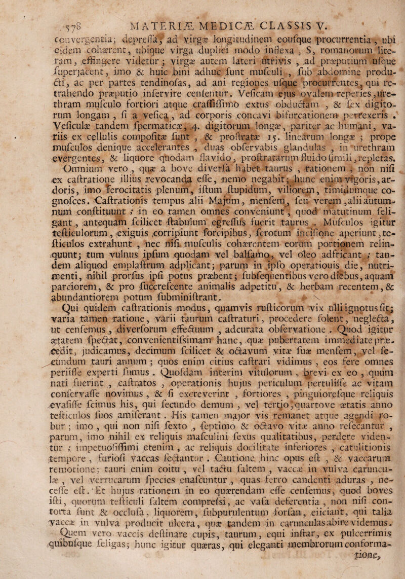 convergentia; deprefta, ad yirgae longitudinem eoufque; procurrentia , ubi •eidem .cohaerent, ubique virga duplo modo inflexa , S, romanorum lite— ram, effingere videtur ; virgas autem lateri utri vis , ,ad preputium ufque iuperjacent, imo & huic bini adhuc funt mufculi , fub abdomine produ¬ cti 5 ac per partes tendinofas, ad ani regiones ufque procurrentes, qui re¬ trahendo praeputio infervire cenfentur. Veficam ejus ovalem repedes, ure¬ thram mufculo fortiori atque c radi (fimo extus obductam , & fex digito¬ rum longam ., fi a vefica , ad corporis .concavi bifurcationem perrexeris . Veficulae tandem fpermaticae, 4. digitorum longas, pariter ac humani, va¬ riis ex cellulis compofitae funt , ■& proftratae 15. linearum longa: ; prope inufculos denique accelerantes , duas obfervabis glandulas , in urethram evergentes, & liquore quodam flavido, proftracarum fluidoClmili,repletas. Omnium vero , quas a bove diverfa habet taurus , rationem , non nifi ex caftratione illius revocanda effle, nemo negabit ; hunc enim vigoris, ar¬ doris, imo ferocitatis plenum, iftiim ftupidum, viliorem, timidmnque co- gnofces. Caftrationis tempus alii Majum, menfem, feu verem ^ ali i autum¬ num conftituunt ; in eo tamen omnes conveniunt , quod matutinum feli- gant,, antequam fcilicet ftabuium egrefliis fuerit taurus . Mufculos igitur tefticulorum, exiguis eorripiunt forcipibus, fcrotum incifione aperiunt, te- flkulos extrahunt , nec nifi mufculis cohaerentem eorum portionem relin¬ quunt; tum vulnus ipfum quodam vel balfamo, vel oleo adfricant ; tan¬ dem aliquod emplaftrum adplicant; parum In ipfo operationis die, nutri¬ menti, nihil prorfiis ipfi potus praebent; fubfeqmentibus vero diebus, aquam parciorem, Sc pro fuccrelccnte animalis adpetitu, & herbam recentem,& abundantiorem potum fubminiftraiit. # x Qui quidem caftrationis modus, quamvis rufticorum vix ulli ignotus fit; varia tamen ratione, varii taurum caftraturi, procedere folent, negleda, ut cen femus , diverforiim effe&uum , adcurata obferyatione . Quod igitur ^tatem fpe&at, coiivenientifsimam hanc, quae pubertatem immediateprae¬ cedit, judicamus, decimum fcilicet & octavum vitae fuas menfem, vel fe- .vijndum tauri annum ; quos enim citius caftrari vidimus , eos fere omnes periiffe experti fumus . Quofdam interitu vitulorum , brevi ex eo , quum nati fuerint , caftratos , operationis hujus periculum pertulifle ac vitam confcrvafle novimus , •& fi excreverint , fortiores , pinguiorefque reliquis evafifte fcimus his, qui fecundo demum , vel tertio,quarto ve aetatis anno tefticulos fu os audierant. His tamen major vis remanet atque agendi ro¬ bur ; imo , qui non nifi fexto t, feptimo & odavo vitet anno refecanttir , parurn, imo nihil ex reliquis niafculini fextis qualitatibus, perdere viden¬ tur ; impetuofifiimi etenim , ac reliquis docilitate inferiores , catulitionis tempore , furiofi vaccas fectantur , Cautione ;hinc opus eft 5 & vaccarum remotione; tauri enim coitu , vel tacftu faltem , vacca; in vulva caruncu¬ lae , vel verrucarum fpecies enafeuntur , quas ferro candenti aduras , ne- ceife eft.'Et hujus rationem 111 eo quaerendam effe xenfemus, quod boves ifti, quorum teiiiculi faltem comprefsi, ac vafa deferentia , non nifi con¬ torta funt & occlufa, liquorem, fubpurulentum forfan, ciiciant, qui talia vaccae in vulva producit ulcera, quae tandem in carunculas abire videmus, Quem vero vaccis deftinare cupis, taurum, equi inftar, ex pulcerrimis quibufque feligas; hunc igitur quaeras, qui eleganti membrorum conforma¬ tione