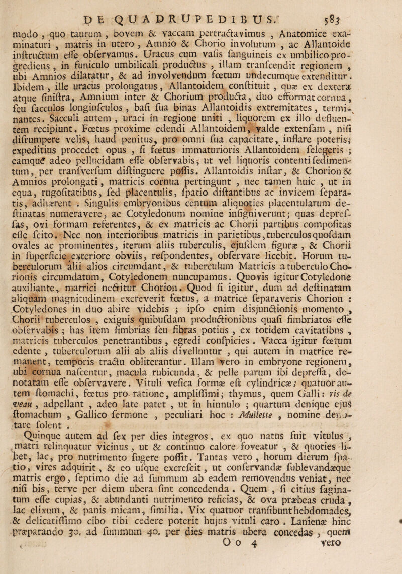 modo 5 quo taurum , bovem & vaccam pmra&avimus , Anatomice exa¬ minaturi , matris in utero , Amnio & Chorio involutum , ac Allantoide inftrudum effe obfervamus. Uracus cum vafis fanguineis ex umbilico pro¬ grediens , in funiculo umbilicali produ&us , illam tranfcendit regionem , ubi Amnios dilatatur, & ad involvendum foetum undecumque extenditur. Ibidem , ille uracus prolongatus, Allantoidem conftituic , quse ex dextera atque finiftra, Amnium inter & Chorium produdfa, duo efformat cornua, feu facculos longiufculos , bafx fua binas Allantoidis extremitates, termi¬ nantes. Sacculi autem , uraci in regione uniti , liquorem ex illo defluen-' tern recipiunt. Foetus proxime edendi Allantoidem, valde extenfam , nifi difrumpere velis, haud penitus, pro omni fua capacitate, inflare poteris; expeditius procedet opus , fi foetus immaturioris Allantoidem felegeris ; eamquC adeo pellucidam effe obfervabis; ut vel liquoris contenti fedimeiv tum, per tranfverfum diftinguere poffis. Allantoidis indar, & Chorion & Amnios prolongati, matricis cornua pertingunt , nec tamen huic , ut in equa, rugofi tat ibus, fed placentulis, fpatio diftantibus ac invicem fepara- tis, adha?rent . Singulis embryonibus centum aliquoties placentularum de- ftinatas numeravere, ac Cotyledonum nomine infigfiiverunt; quas depref- fas, ovi formam referentes, 3c ex matricis ac Chorii partibus compotitas efle fcito. Nec non interioribus matricis in parietibus,tuberculosquofdarn ovales ac prominentes, iterum aliis tuberculis, ejufdem figura? , & Chorii in fuperficie exteriore obviis, refpondentes, obfervare licebit. Horum tu¬ berculorum alii alios circumdant, & tuberculum Matricis a tuberculo Cho- rionis circumdatum, Cotyledonem nuncupamus. Quovis igitur Cotyledone auxiliante, matrici ne&itur Chorion. Quod fi igitur, dum ad deftinatam aliquam magnitudinem excreverit foetus, a matrice feparaveris Chorion : Cotyledones in duo abire videbis ; ipfo enim disjundionis momento , Chorii tuberculos , exiguis quibufdam produdionibus quafi fimbriatos elfe obfervabis ; has item fimbrias feu fibras potius , ex totidem cavitatibus , matricis tuberculos penetrantibus , egredi confpieies . Vacca igitur foetum edente , tuberculorum alii ab aliis divelluntur , qui autem in matrice re¬ manent, temporis tradu obi iterantur. Illam vero in embryone regionem, ubi cornua nafcentur, macula rubicunda, & pelle parum ibi depreffa, de¬ notatam effe obfervavere. Vituli vefica forma? eft cylindrica?; quatuorau¬ tem ftomachi, foetus pro ratione, ampliflimi; thymus, quem Galli: ris de veaii, adpellant , adeo late patet , ut in hinnulo ; quartum denique ejth» ftomachum , Gallico fertnone , peculiari hoc : Mullette , nomine de tu¬ tare folent . Quinque autem ad fex per dies integros , ex quo natus fuit vitulus , matri relinquatur vicinus, ut & continuo calore foveatur , & quoties li¬ bet, lac, pro nutrimento fugere poflit. Tantas vero, horum dierum fpa*. tio, vires adquirit, Sc eo ufque excrefcit, ut confervanda? fublevanda?que matris ergo, feptimo die ad fummum ab eadem removendus veniat, nec niti bis, terve per diem ubera fint concedenda . Quem , fi citius fagina- tum effe cupias, & abundanti nutrimento reficias, & ova pra?beas cruda, lac elixum, & panis micam, fimilia. Vix quatuor tranfibunt hebdomades, & delicatifiimo cibo tibi cedere poterit hujus vituli caro * Laniena? hinc praeparando %ot ad fummum 40. per dies matris ubera concedas ? quem O o 4 veto