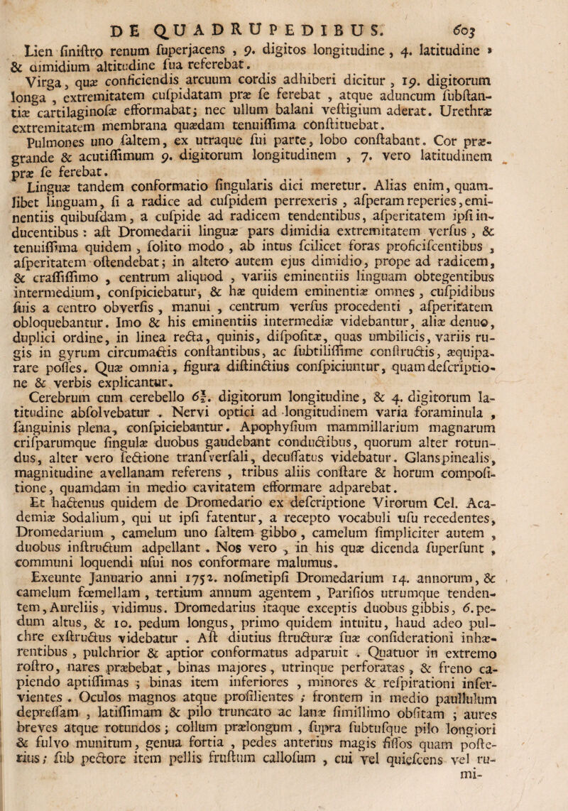 Lien finiftro renum fuperjacens , 9. digitos longitudine , 4. latitudine » & dimidium altitudine fua referebat. Virga, qua? conficiendis arcuum cordis adhiberi dicitur, 19. digitorum longa , extremitatem cufpidatam prse fe ferebat , atque aduncum fubftan- tix cartilaginofse efformabat; nec ullum balani veftigium aderat. Urethras extremitatem membrana quasdam tenuiffima cOnftituebat. Pulmones uno faltem, ex utraque fui parte, lobo conflabant. Cor prae¬ grande & acutiflimum 9. digitorum longitudinem , 7. vero latitudinem pra? fe ferebat. Linguse tandem conformatio Angularis dici meretur. Alias enim, quam¬ libet linguam, fi a radice ad cufpidem perrexeris , afperamreperies,emi¬ nentiis quibufdam, a cufpide ad radicem tendentibus, afperitatem ipfiin¬ ducentibus : aft Dromedarii linguas pars dimidia extremitatem verfus , 3c tenuiffima quidem , folito modo , ab intus fcilicet foras proficifcentibus 3 afperitatem oflendebat; in altero autem ejus dimidio, prope ad radicem, 8c crafliflimo , centrum aliquod , variis eminentiis linguam obtegentibus intermedium, confpiciebatur, & has quidem eminentias omnes, cufpidibus fhis a centro obverfis , manui , centrum verfus procedenti , afperitatem obloquebantur. Imo & his eminentiis intermedias videbantur, alias denuo, duplici ordine, in linea reda, quinis, difpofitas, quas umbilicis, variis ru¬ gis in gyrum circumadis conflantibus, ac fubtiliffime conflrudis, asquipa- rare pofles. Quse omnia, figura diftindius confpiciuntur, quamdefcriptio- ne & verbis explicantur. Cerebrum cum cerebello 6}. digitorum longitudine, '& 4. digitorum la¬ titudine abfolvebatur , Nervi optici ad longitudinem varia foraminula , (anguinis plena, confpiciebantur. Apophyfium mammillarium magnarum crifparumque ftngulse duobus gaudebant condudibus, quorum alter rotun¬ dus, alter vero fedione tranfverfali, decuflatus videbatur. Glans pinealis, magnitudine avellanam referens , tribus aliis conflare & horum compofi- tione, quamdam in medio cavitatem efformare adparebat. Et hadenus quidem de Dromedario ex defcrlptione Virorum Cei. Aca- demias Sodalium, qui ut ipfi fatentur, a recepto vocabuli tifu recedentes. Dromedarium , camelum uno faltem gibbo, camelum (impliciter autem , duobus inftrudum adpellant. Nos vero , in his quse dicenda fuperfunt f communi loquendi ufui nos conformare malumus. Exeunte Januario anni 1752. iiofmetipfi Dromedarium 14. annorum, & camelum foemellam , tertium annum agentem , Parifios utrumque tenden¬ tem, Aureliis, vidimus. Dromedarius itaque exceptis duobus gibbis, <5.pe¬ dum altus, & 10. pedum longus, primo quidem intuitu, haud adeo pul¬ chre exftrudus videbatur . Aft diutius ftru&urse fuse confiderationi inhae¬ rentibus , pulchrior & aptior conformatus adparuit . Quatuor in extremo roftro, nares prsebebat, binas majores, utrinque perforatas, & freno ca¬ piendo aptiffimas ; binas item inferiores , minores & refpirationi infer- vientes . Oculos magnos atque profilientes ; frontem in medio paululum depreffam , latiffimam & pilo truncato ac 'lanas fimillimo obfitam ; aures breves atque rotundos; collum praelongum , fupra fubtufque pilo longiori & fulvo munitum, genua fortia , pedes anterius magis fiffos quam pofte- mis; fub pedore item pellis fmfturn callofum , cui vel quiefcens vel ru-