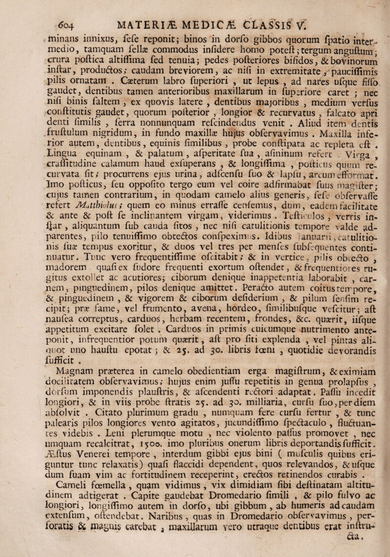 ininans innixus* fefe reponit; binos in dorfo gibbos quorum fpatio inter¬ medio, tamquam feli# commodus infidere homo poteft; tergum anguftuni , crura poftica altifiima fed tenuia; pedes pofteriores bifidos ,& boYinorum inftar, produdos; caudam breviorem, ac nifi in extremitateypauciflimis pilis ornatam . Ceterum labro fuperiori , ut lepus , ad nares ufque fiffo gaudet, dentibus tamen anterioribus maxillarum in fupiriore caret ; nec nifi binis faltem , ex quovis latere , dentibus majoribus , medium verfus conftitutis gaudet, quorum pofterior , longior & recurvatus , falcato apri denti fimilis , ferra nonnunquam refcindendus venit . Aliud item dentis fruftulum nigridum, in fundo maxilla: hujus obfervavimus . Maxilla infe¬ rior autem, dentibus, equinis fimilibus , probe conftipata ac repleta eft . Lingua equinam , & palatum , afperitate fua , afininum refert Vftga , cramtudine calamum haud exfuperans , & longiffima , pofticus quum re- curvata fit; procurrens ejus urina, adfcenfu fuo & lapiu, arcumefibrmat. Imo pofticus, feu oppofito tergo eum vel coire adfirmabat fuus magifter; cujus tamen contrarium, in quodam camelo alius generis, fefe obfervafle refert Mutthiolus; quem eo minus erraffe cenfemus, dum, eadem facilitate & ante & poft fe inclinantem virgam, viderimus . Teftioulos , verris in- i}ar , aliquantum fub cauda fitos , nec nifi catulitionis tempore valde ad- parentes, pilo tenuiffimo obtedos confpeximus# Idibus Iarmarii', catulitio¬ nis iux tempus exoritur, & duos vel tres per menfes fubfequentes conti¬ nuatur. Tunc vero frequentiffime ofcitabit; & in vertice, pilis obcedo , madorem quafiex fudore frequenti exortum oftendet, & frequentiores ru¬ gitus extollet ac acutiores; ciborum denique inappetentia laborabit , car¬ nem, pinguedinem, pilos denique amittet. Perado autem coitus tempore, &, pinguedinem , & vigorem & ciborum defiderium , & pilum fenfim re¬ cipit; prse fame, vel frumento, avena, hordeo, fimilibufque vefcitur; aft naufea correptus, carduo,^, herbam recentem, frondes, &c. quaerit, iifque appetitum excitare folet y Carduos in primis cuicumque nutrimento ante¬ ponit, infrequentior potuit quserit, aft pro fiti explenda , vel pintas ali¬ quot uno hauftu epotat 3 & 25. aci 30. libris ioeni , quotidie devorandis fufficit . Magnam praeterea in camelo obedientiam erga magiftrum, & eximiam docilitatem obfervavimus; hujus enim juftu repetitis in genua prolapfus , dorfum imponendis plauftris, & afcendenti redori adaptat. Paflu incedit longiori, & in viis probe ftratis 23. ad 30. milliaria, curfu fuo, per diem abfolvit . Citato plurimum gradu , numquam fere curfu fertur , & tunc palearis pilos longiores vento agitatos, jucundiffimo fpedaculo , fludtuan¬ tes videbis . Leni plerumque motu , nec violento paffus promovet , nec umquam recalcitrat, 1500. imo pluribus onerum libris deportandis fufficit. ALftus Venerei tempore , interdum gibbi ejus bini ( mufculis quibus eri¬ guntur tunc relaxatis) quafi flaccidi dependent, quos relevandos, & ufque dum fuam vim ac fortitudinem receperint, eredos retinendos curabis . Cameli fcemella , quam vidimus , vix dimidiam fibi deftinatam altitu¬ dinem adtigerat . Capite gaudebat Dromedario fimili , & pilo fulvo ac longiori, longiffimo autem in dorfo, ubi gibbum, ab humeris ad caudam cxtenfum, oftendebat. Naribus, quas in Dromedario obfervavimus , per¬ foratis & maguis carebat a maxillarum vero utraque dentibus erat inftru- da*