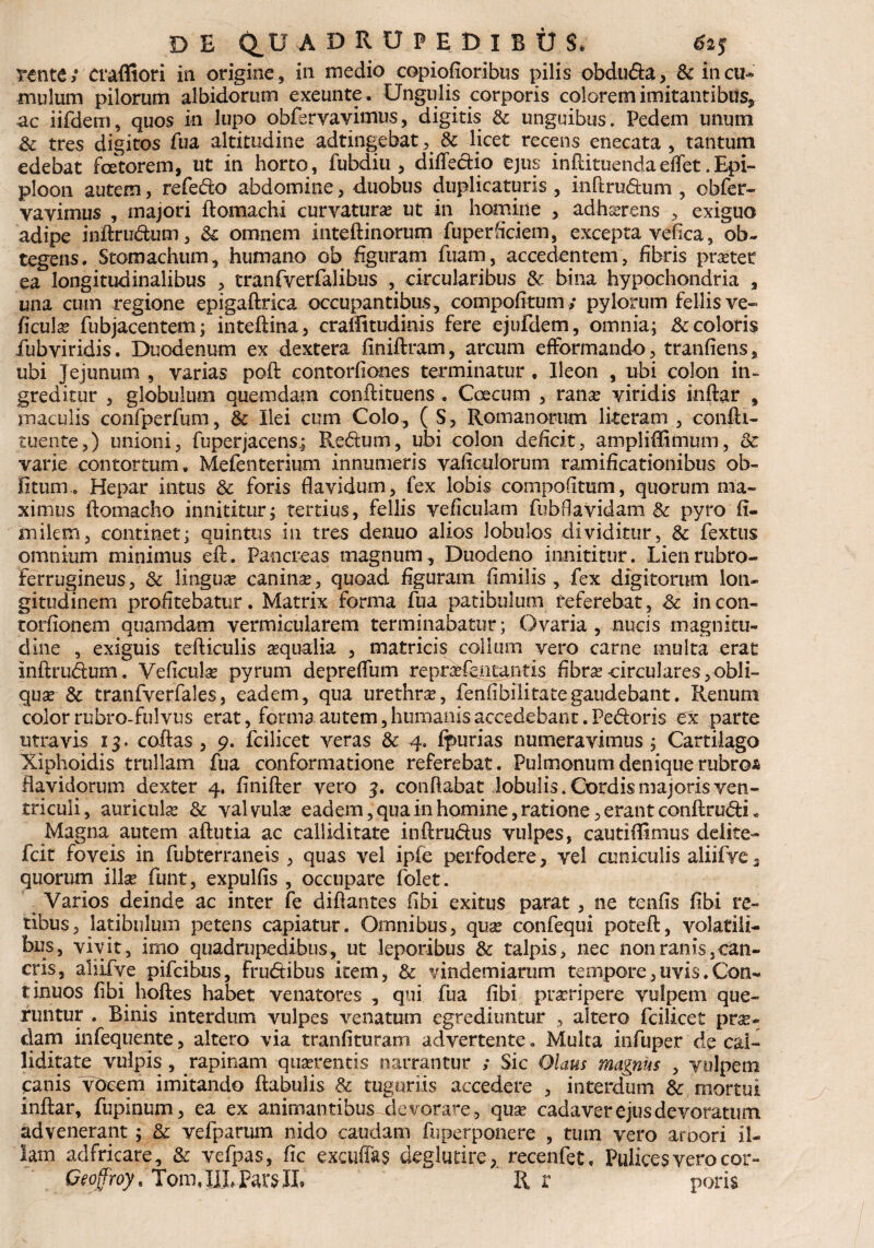 D E Q_U ADRUPEDlBUl 62$ tente; duffiori in origine, in medio copiofioribus pilis obduda, & in cu¬ mulum pilorum albidorum exeunte. Ungulis corporis colorem imitantibus* ac iifdem, quos in lupo obfervavimus, digitis & unguibus. Pedem unum & tres digitos fua altitudine adtingebat, & licet recens enecata , tantum edebat fcetorem, ut in horto, fubdiu , difledio ejus inftituendaeffet .Epi- ploon autem, refedo abdomine, duobus duplicaturis , inftrudum , obfer- vavimus , majori ftomachi curvatura ut in homine , adhaerens , exiguo adipe inftrudum, <k omnem inteftinorum fuperficiem, excepta vefica, ob¬ tegens. Stomachum, humano ob figuram fuam, accedentem, fibris pra?tet ea longitudinalibus , tranfverfalibus , circularibus & bina hypochondria , una cum regione epigaftrica occupantibus, compofitum; pylorum fellisve- ficula fubjacentem; inteftina, craflitudinis fere ejufdem, omnia; & coloris fiubviridis. Duodenum ex dextera finiftram, arcum efformando, tranfiens, ubi Jejunum , varias poft contorfiones terminatur , Ileon , ubi colon in¬ greditur , globulum quemdam conftituens . Coecum , rana? viridis inftar , maculis confperfum, & Ilei cum Colo, ( S, Romanorum literam , confii- tuente,) unioni, fuperjacens.; Redum, ubi colon deficit, ampliffimum, & varie contortum, Mefenterium innumeris vaficulorum ramificationibus ob¬ litum. Hepar intus & foris flavidum, fex lobis compofitum, quorum ma¬ ximus ftomacho innititur; tertius, fellis veficulam fubflavidam & pyro fi¬ ni ile m , continet; quintus in tres denuo alios lobulos dividitur, & fextus omnium minimus eft. Pancreas magnum. Duodeno innititur. Lienrubro- Ferrugineus, & lingua? canina?, quoad figuram fimilis , fex digitorum lon¬ gitudinem profitebatur. Matrix forma fua patibulum referebat, Sc incon- torfionem quamdam vermicularem terminabatur; Ovaria, nucis magnitu¬ dine , exiguis tefticulis aequalia , matricis collum vero carne multa erat inftrudum. Veficula? pyrum depreflum repr^fentantis fibra? circulares, obli¬ qua?& tranfverfales, eadem, qua urethra?, fenfibilitategaudebant. Renum color rubro-fulvus erat, forma autem, humanis accedebant. Pedoris ex parte utra vis 13. coftas , 9. fcilicet veras & 4. ipurias numeravimus ; Cartilago Xiphoidis trullam fua conformatione referebat. Pulmonum denique rubros flavidorum dexter 4. finifter vero 3. conflabat lobulis.Cordismajorisven- tricuii, auricula? & val vulse eadem, qua in homine, ratione, erant conftrudO Magna autem aftutia ac calliditate inftrudus vulpes, cautiflimus deiite- fcit foveis in fubterraneis , quas vel ipfe perfodere, vel cuniculis aliifve 3 quorum illa? funt, expulfis , occupare folet. Varios deinde ac inter fe diftantes fibi exitus parat, ne tenfis fibi re¬ tibus, latibulum petens capiatur. Omnibus, qua? confequi poteft, volatili¬ bus, vivit, imo quadrupedibus, ut leporibus & talpis, nec non ranis, can¬ cris, aliifve pifcihus, frudibus item, & vindemiarum tempore,uvis.Con¬ tinuos fibi hoftes habet venatores , qui fua fibi prasripere vulpem que¬ runtur . Binis interdum vulpes venatum egrediuntur , altero fcilicet prae¬ ciam infequente, altero via tranfituram advertente. Multa infuper de cal¬ liditate vulpis , rapinam qua?rentis narrantur ; Sic Olaus magnus , vulpem canis vocem imitando ftabulis & tuguriis accedere , interdum & mortui inftar, fupinum, ea ex animantibus devorare, qua? cadaver ejus devoratum advenerant; & vefparum nido caudam fuperponere , tum vero amori il¬ lam adfricare, & vefpas, fic excudas deglutire , recenfet. Pulices vero cor- Gtoffroy. Tom,JJRParsIL R r poris