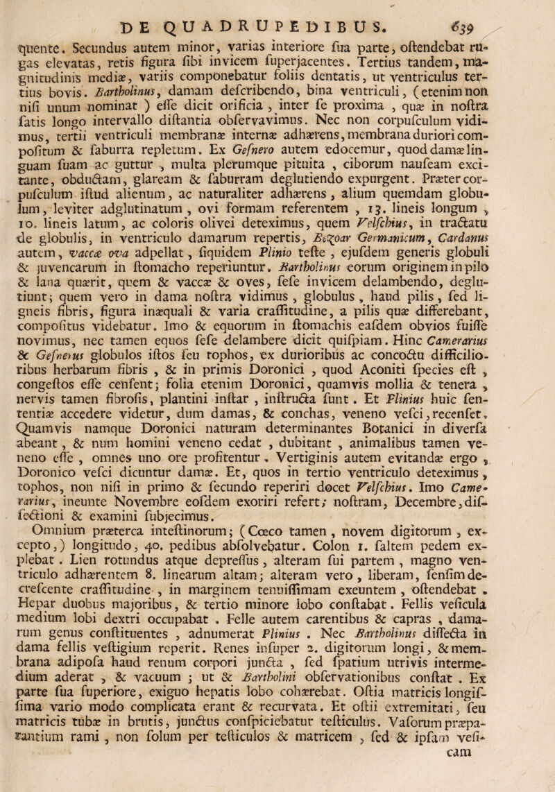 que n te. Secundus autem minor , varias interiore fua parte , oftendebat ru¬ gas elevatas, retis figura fibi invicem i uper jacentes. Tertius 'tandem, mia* gnitudinis media?, variis componebatur foliis dentatis, ut ventriculus tet¬ rius bovis. Bartholinus, damam defcribendo, bina ventriculi, (etenim non nili unum nominat ) effe dicit orificia , inter fe proxima , qua? in noftra fatis longo intervallo diftantia obfervavimus. Nec non corpufculum vidi¬ mus, tertii ventriculi membrana? interna? adhaerens, membrana duriori com- pofitum & faburra repletum. Ex Gefnero autem edocemur, quod dama? lin¬ guam fuam ac guttur , multa plerumque pituita , ciborum naufeam exci¬ tante , obdudam, glaream & faburram deglutiendo expurgent. Pra?ter cor- pufculum iflud alienum, ac naturaliter adimens, alium quemdam globu¬ lum, leviter adglutinatum , ovi formam referentem , 15. lineis longum , io. lineis latum, ac coloris olivei deteximus, quem Fdfchius, in tradam de globulis, in ventriculo damarum repertis, Beqpar Germanicum, Cardanus autem, vacca ova adpellat, fiquidem Plinio tefte , ejufdem generis globuli & juvencarum in ftomacho reperiuntur. Bartholinus eorum originem in pilo dc lana qua?rit, quem & vaccae ■& oves, fefe invicem delambendo, deglu- tiunt; quem vero in dama noftra vidimus , globulus , haud pilis, fed li¬ gneis fibris, figura ina?quali & varia craflitudine, a pilis quae differebant, compofitus videbatur. Imo & equorum in ftomachis eafdem obvios fuifte novimus, nec tamen equos fefe delambere dicit quifpiam. Hinc Camerarius Sc Gefnetus globulos iftos feu tophos, ex durioribus ac concodu difficilio¬ ribus herbarum fibris , & in primis Doronici , quod Aconiti fpecies eft , congeftos effe cenfent; folia etenim Doronici, quamvis mollia & tenera , nervis tamen fibrofis, plantini inftar , inftruda funt. Et Plinius huic fen- tentia? accedere videtur, dum damas, & conchas, veneno vefci,recenfet* Quamvis namque Doronici naturam determinantes Botanici in diverfa abeant, & num homini veneno cedat , dubitant , animalibus tamen ve¬ neno effe , omnes uno ore profitentur „ Vertiginis autem evitanda? ergo s Doronico vefci dicuntur dama?. Et, quos in tertio ventriculo deteximus , tophos, non nifi in primo 3c fecundo reperiri docet Felfchius. Imo Came- rarius, ineunte Novembre eofdem exoriri refert; noftram, Decembre,di£» fedlioni & examini fubjecimus. Omnium prseterca inteftinorum; (Coeco tamen, novem digitorum, ex¬ cepto,) longitudo, 40. pedibus abfolvebatur. Colon 1. faltem pedem ex¬ plebat . Lien rotundus atque depreffus , alteram fui partem , magno ven¬ triculo adha?rentcm 8. linearum altam; alteram vero, liberam, fenfimde- crefcente craflitudine , in marginem tenuiffimam exeuntem , oftendebat Hepar duobus majoribus, & tertio minore lobo conflabat. Fellis veficula medium lobi dextri occupabat . Felle autem carentibus Sc capras , dama¬ rum genus conftituentes , adnumerat Plinius . Nec Bartholinus diffe&a in. dama fellis veftigium reperit. Renes infuper 2. digitorum longi, & mem¬ brana adipofa haud renum corpori junria , fed fpatium utrivis interme¬ dium aderat , & vacuum ; ut & Bartholini obfervationibus conftat . Ex parte fua fuperiore, exiguo hepatis lobo coha?rebat. Oftia matricis longif- lima vario modo complicata erant & recurvata. Et oftii extremitati, feu matricis tuba? in brutis, jundus confpiciebatur tefticulus. Vaforum pra?pa- «antium rami, non folum per tefticulos & matricem , fed dc ipfaro vefi- cam