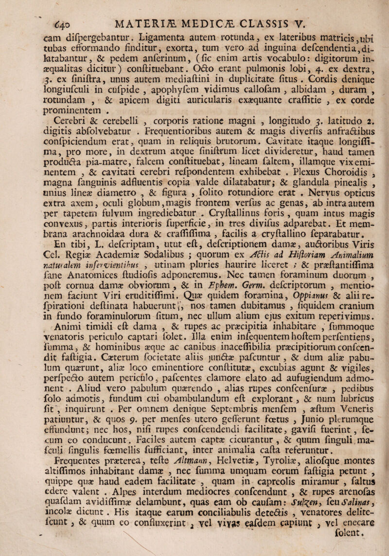 tam difpergebantur. Ligamenta autem rotunda, ex lateribus matricis,ubi tubas efformando finditur, exorta, tum vero ad inguina defcendentia,di- ktabantur, & pedem anferinum, (fic enim artis vocabulo: digitorum in¬ aequalitas dicitur) confli tuebant. Odo erant pulmonis lobi, 4. ex dextra, 3. ex finiftra, unus autem mediaftini in duplicitate fitus . Cordis denique longiufculi in cufpide , apophyfem vidimus callofam , albidam , duram , rotundam , & apicem digiti auricularis exaequante craffitie , ex corde prominentem . Cerebri & cerebelli , corporis ratione magni , longitudo 3. latitudo 2. digitis abfolvebatur . Frequentioribus autem 3c magis diverfis anfradihus confpiciendum erat, quam in reliquis brutorum. Cavitate itaque longiffi- ma, pro more, in dextrum atque finiftrum licet divideretur, haud tamen produda pia-matre, falcem conftituebat, lineam Faltem, illamque vix emi¬ nentem , cavitati cerebri refpondentem exhibebat . Plexus Choroidis 3 magna fanguinis adfluentis copia valde dilatabatur,* & glandula pinealis , rniius lineas diametro , & figura , folito rotundiore erat * Nervus opticus extra axem, oculi globum, magis frontem verfus ac genas, ab intra autem per tapetem fulvum ingrediebatur . Cryflallinus foris , quam intus magis convexus, partis interioris fuperficie, in tres divifus adparebat. Et mem¬ brana arachnoidea dura & crafliffima , facilis a cryftallino feparabatur. En tibi, L. defcriptam, utut eft, defcriptionem damas, audoribus Viris Cei. Regie Academias Sodalibus ; quorum ex Aftis ad Hiftoriam Animalium naturalem infer vientihm , utinam pluries haurire liceret ; & preflantiflima fane Anatomices ftudiofis adponeremus. Nec tamen foraminum duorum , poft cornua dame obviorum , & in Bphem. Germ. defcriptorum , mentio« nem faciunt Viri eruditiflimi. Quas quidem foramina, Oppianus & aliire- fpirationi deftinata habuerunt nos tamen dubitamus , fiquidem cranium in fundo foraminulorum fi tum, nec ullum alium ejus exitum reperivimus. Animi timidi efl dama , & rupes ac precipitia inhabitare , fummoque venatoris periculo captari folet. Illa enim infequentemhoftemperfentiens, fumma, & hominibus eque ac canibus inaceffibilia praecipitiorum confccn- dit fafligia. Ceterum focietate aliis junde pafcuntur , & dum alie pabu¬ lum querunt, alie loco eminentiore conftitute, excubias agunt & vigiles, perfpedo autem periculo , pafcentes clamore elato ad aufugiendum admo¬ nent . Aliud vero pabulum querendo , alias rupes confcenfure , pedibus folo admotis, fundum cui obambulandum eft explorant, & num lubricus fit , inquirunt . Fer omnem denique Septembris menfem , eftum Veneris patiuntur, & quos 9. per menfes utero gelTerunt foetus , Junio plerumque effundunt; nec hos, nifi rupes confcendendi facilitate, gavifi fuerint, fe¬ cum eo conducunt. Faciles autem captas cicurantur , & quum finguli ma- fculi fingulis foemellis fufficiant, inter animalia cafta referuntur. Frequentes praeterea, tefte Altmam, Helvetias, Tyrolias, aliofque montes altiffimos inhabitant damas , nec fumma umquam eorum faftigia petunt , quippe quas haud eadem facilitate , quam in capreolis miramur , faltus edere valent . Alpes interdum mediocres confcendunt , & rupes arenofas quafdam avidiflimae delambunt, quas eam ob caufam: Sul%en> teuSalinas, incolas dicunt. His itaque earum conciliabulis detedis , venatores delite- ficunt, & quum eo confluxerint 2 vel viya5 eafdem capiunt ^ vel enecare