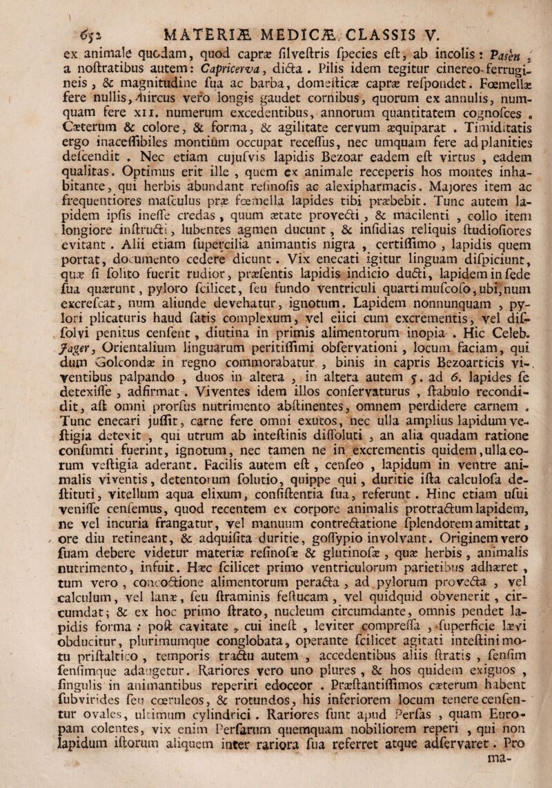 1 .V , : r ' MATERIS. MEDICj&v CLASSIS V. ex animale quodam, quod caprae filveftris fpecies eft , ab incolis: Paten ,* a noftratibus autem: Capricerva, dibla . Pilis idem tegitur cinereo* ferrugil neis , & magnitudine fua ac barba, domefticse capra refpondet. Foemellae fere nullis,/hircus vero longis gaudet cornibus, quorum ex annulis, num- quam fere xii. numerum excedentibus, annorum quantitatem cognofces a Ceterum & colore, & forma, & agilitate cervum sequiparat . Timiditatis ergo inacefiibiles montium occupat receflus, nec umquam fere ad planities delcendit . Nec etiam cujufvis lapidis Bezoar eadem eft virtus , eadem qualitas. Optimus erit ille , quem ex animale receperis hos montes inha¬ bitante, qui herbis abundant refinofis ac aiexiphannacis. Majores item ac frequentiores mafculus pra foemella lapides tibi praebebit. Tunc autem la¬ pidem ipfis in e fle credas , quum a:tate prove&i , & macilenti , collo item longiore inftru<5fci, lubentes agmen ducunt, fk infidias reliquis ftudiofiores evitant . Alii etiam fupercilia animantis nigra , certiffimo , lapidis quem portat, documento cedere dicunt. Vix enecati igitur linguam difpiciunt, qua: fi folito fuerit rudior, prafentis lapidis indicio dudi, lapidem in fede fua qummt, pyloro fcilicet, feu fundo ventriculi quarti mufeofo, ubi, nmn excrefcat, num aliunde devehatur, ignotum. Lapidem nonnunquam , py¬ lori plicaturis haud fatis complexum, vel eiici cum excrementis, vel dif- folvi penitus cenfent, diutina in primis alimentorum inopia . Hic Celeb. j^ager, Orientalium linguarum peritiffimi obfervationi, locum faciam, qui dum Golconda: in regno commorabatur , binis in capris Bezoarticis vi«, Tentibus palpando , duos in altera , in altera autem 5. ad 6. lapides fe detexiflfe , adfirmat. Viventes idem illos confervaturus , ftabulo recondi¬ dit, aft omni prorfus nutrimento abftinentes, omnem perdidere carnem » Tunc enecari juffit, carne fere omni exutos, nec ulla amplius lapidum ve- ftigia detexit , qui utrum ab inteftinis diffoluti , an alia quadam ratione confumti fuerint, ignotum, nec tamen ne in excrementis quidem, ulla eo¬ rum veftigia aderant. Facilis autem eft, cenfeo , lapidum in ventre ani¬ malis viventis, detentorum folutio, quippe qui, duritie ifta calculofa de- ftituti, vitellum aqua elixum, confiftentia fua, referunt. Hinc etiam ufui veniflTe cenfemus, quod recentem ex corpore animalis protra&um lapidem, ile vel incuria frangatur, vel manuum contre&atione fplendoremamittat, , ore diu retineant, & adquifita duritie, goflTypio involvant. Originem vero fuam debere videtur materia: refinofa: & glutinofa: , qua: herbis , animalis nutrimento, infuit. Hsec fcilicet primo ventriculorum parietibus adharet , tum vero , concodione alimentorum pera&a , ad pylorum prove&a , vel calculum, vel lana:, feu ftraminis fefiucam , vel quidquid obvenerit , cir¬ cumdat; & ex hoc primo ftrato, nucleum circumdante, omnis pendet la¬ pidis forma »* poft cavitate * cui ineft , leviter comprefia , fuperficie laevi obducitur, plurimumque conglobata, operante fcilicet agitati inteftinimo¬ tu priftaltico , temporis tradu autem , accedentibus aliis ftratis , fenfim fenfimque adaugetur. Rariores vero uno piures , & hos quidem exiguos , lingulis in animantibus reperiri edoceor . Praftantiffimos eseterum habent fubvirides feu coeruleos, Sc rotundos, his inferiorem locum tenerecenfen- tur ovales, ultimum cylindrici. Rariores funt apud Perfas , quam Euro¬ pam colentes, vix enim Perfarurn quemquam nobiliorem reperi , qui non lapidum illorum aliquem inter rariora fua referret atque adfervaret r Fro ma-