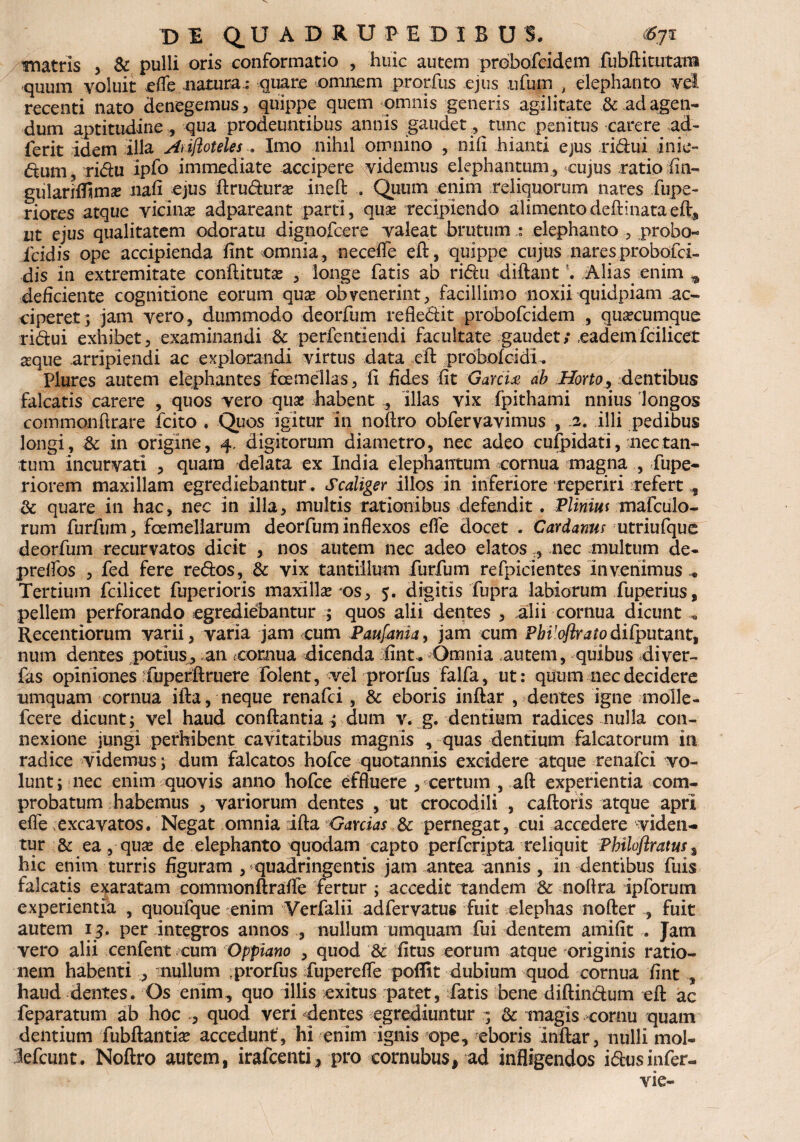 matris , & pulli oris conformatio , huic autem probofcidem fubftitutana quum voluit e fle natura.: quare omnem prorfus ejus ufum , elephanto vel recenti nato denegemus, quippe quem omnis generis agilitate & ad agen¬ dum aptitudine , qua prodeuntibus annis gaudet , tunc penitus carere ad¬ ierit idem illa Ariftoteles.. Imo nihil omnino , nili hianti ejus ridui inie- dum, ridu ipfo immediate accipere videmus elephantum, cujus ratio fin- gularidimse nafi ejus ftrudura? ineft . Quum enim reliquorum nares fupe- riores atque vicinas adpareant parti, quse recipiendo alimentodeftinataeft, ut ejus qualitatem odoratu dignofcere valeat brutumelephanto , probo- fcidis ope accipienda fint omnia, necefle eft, quippe cujus nares probofci- dis in extremitate conftitutas , longe fatis ab ridu diftant Alias enim ^ deficiente cognitione eorum quas obvenerint, facillimo noxii quidpiam ac¬ ciperet; jam vero, dummodo deorfum refledit probofcidem , quacumque ridui exhibet, examinandi & perfentiendi facultate gaudet;eadem fcilicet seque arripiendi ac explorandi virtus data eft probolcidi. Plures autem elephantes fcemellas, fi fides fit Garcix ab Horto, dentibus falcatis carere , quos vero quas habent illas vix fpithami nnius longos commonftrare Icito . Quos igitur in noftro obfervavimus , .2. illi pedibus longi, & in origine, 4. digitorum diametro, nec adeo cufpidati, nec tan¬ tum incurvati , quam delata ex India elephantum cornua magna , fupe- riorem maxillam egrediebantur. Scaliger illos in inferiore reperiri refert , & quare in hac, nec in illa, multis rationibus defendit. Plinius mafculo- rum furfum, femellarum deorfum inflexos efle docet . Cardamis utriufque deorfum recurvatos dicit , nos autem nec adeo elatos „ nec anultum de- preflbs , fed fere redos, & vix tantillum furfum refpicientes invenimus ^ Tertium fcilicet fuperioris maxillse e>s, 5. digitis fupra labiorum fuperius, pellem perforando egrediebantur ; quos alii dentes , alii cornua dicunt * Recentiorum varii, varia jam cum Paufania, jam cum Pb^oflratodifputant, num dentes potius, an «cornua dicenda iint. Omnia autem, quibus di ver- fas opiniones fuperft ruere folent, vel prorfus falfa, ut: quum nec decidere umquam cornua ifta, neque renafci, & eboris inftar , dentes igne molle- fcere dicunt; vel haud conflantia pdum v. g. dentium radices nulla con¬ nexione jungi perhibent cavitatibus magnis , quas dentium falcatorum in radice videmus; dum falcatos hofce quotannis excidere atque renafci vo¬ lunt; nec enim quovis anno hofce effluere , certum , aft experientia com¬ probatum habemus , variorum dentes , ut crocodili , caftoris atque apri efle excavatos. Negat omnia ifta Garrias & pernegat, cui accedere viden¬ tur & ea, quse de elephanto quodam capto perfcripta reliquit Pbiloflratus , hic enim turris figuram , quadringentis jam antea annis , in dentibus fuis falcatis exaratam commonftrafle fertur ; accedit tandem & noflra ipforum experientia , quoufque enim Verfalii adfervatus fuit elephas nofter , fuit autem 13. per integros annos , nullum umquam fui dentem amifit .. Jam vero alii cenfent cum Oppiano , quod & fitus eorum atque originis ratio¬ nem habenti , mullum prorfus fuperefle poflit dubium quod cornua fint haud dentes. Os enim, quo illis exitus patet, fatis bene diftindum eft ac feparatum ab hoc , quod veri dentes egrediuntur ; & magis cornu quam dentium fubftantia? accedunt, hi enim ignis ope, eboris inftar, nulli mol- lefcunt. Noftro autem, irafcenti, pro cornubus, ad infligendos i<5lusinfer- vie-