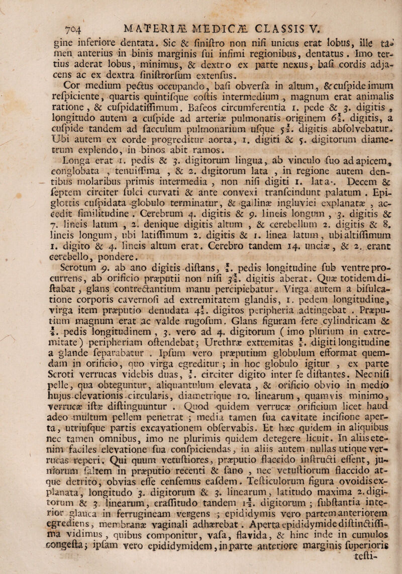 giae inferiore dentata. Sic & finiftro non nifi unietis erat lobus, ille men anterius in binis marginis fui infimi regionibus, dentatus. Imo ter-* tius aderat lobus, minimus, & dextro ex parte nexus, bali cordis adja¬ cens ac ex dextra finiftrorfum extenfbs. Cor medium pe&us occupando, bafi obverfa in altum , & cufpide imum refpiciente, quartis quintifque coftis intermedium., magnum erat animalis ratione, & cufpidatiflimum. Bafeos circumferentia i. pede & 3. digitis s longitudo autem a cufpide ad arteria? pulmonaris originem 6\t digitis, a cufpid-e tandem ad faccuium pulmonarium ufque 5I. digitis abfolvebatur* Ubi autem ex corde progreditur aorta, 1. digiti & digitorum diame¬ trum explendo, in binos abit ramos. Longa erat 1. pedis & 4 digitorum lingua, ab vinculo fuo ad apicem* conglobata , tenuifiima , & 2. digitorum lata , in regione autem den¬ tibus molaribus primis intermedia , non mifi digiti 1. lata*. Decem & feptem circiter fulci curvati & ante convexi tranfcindunt palatum . Epi¬ glottis cufpidata globulo terminatur, & gailinte ingluviei explanata? , ac¬ cedit fimilitudine . Cerebrum 4. digitis & 9. lineis longum , 4 digitis & 7. lineis latum , 2. denique digitis altum , & cerebellum 2. digitis & 8. lineis longum, ubi latiftimum 2. digitis & 1. linea latum, ubi altifiimum 1. digito 4. Tineis altum erat. Cerebro tandem 14. uncia?, dc 2. erant cerebello, pondere. Scrotum 9. ab ano digitis diftans, I. pedis longitudine fub ventre pro¬ currens, ab orificio pra?putii non nifi ji. digitis aberat. Qua? totidemdi- flabat, glans contrectantium manu percipiebatur. Virga autem a bifulca- tione corporis cavernofl ad extremitatem glandis, 1. pedem longitudine, virga item preputio denudata 4*. digitos peripheria adtingebat . Prepu¬ tium magnum erat ac valde rugofum. Glans figuram fere cylindricam & I. pedis longitudinem, 4 vero ad 4. digitorum (imo plurium in extre¬ mitate) peripheriam offendebat; Urethra? extremitas *. digiti longitudine a glande feparabatur . Ipfum vero preputium globulum effbrmat quem¬ dam in orificio, quo virga egreditur ; in hoc globulo igitur , ex parte Scroti verrucas videbis duas, l. circiter digito inter fe diftantes. Nec nifi pelle, qua obteguntur, aliquantulum elevata , & orificio obvio in medio hujus -elevationis circularis, diametrique iq. linearum, quamvis minimo, verruce ifta? diflinguuntur . Quod quidem verruca? orificium licet haud adeo multum pellem penetrat ; media tamen fua cavitate incifione aper¬ ta, utriufque partis excavationem obfervabis. Et ha?c quidem in aliquibus nec tamen omnibus, imo ne plurimis quidem detegere licuit. In aliis ete¬ nim faciles elevatione fua confpiciendas, in aliis autem nullas utique ver¬ rucas teperi. Qui quum vetuftiores, preputio flaccido infimet i efient, ju¬ niorum falsem in prseputio recenti & fano , nec vetuftiorum flaccido at¬ que detrito, obvias efle cenfemus eafdem„ TeAiculorum figura ovoidisex- planata, longitudo 4 digitorum & 4 linearum, latitudo maxima^.digi¬ torum & 4 linearum, eraflitudo tandem i-f. digitorum ; fubftantia inte¬ rior glauca in ferrugineam vergens ; epididymis vero partem anteriorem egrediens, membrana? vaginali adha?rebat. Aperta epididymide diftimfiifii- ma vidimus, quibus componitur, vafa, flavida, & hinc inde in cumulos congefta; ipfem vero epididymidem, jn parte anteriore marginis fuperioris tefti-