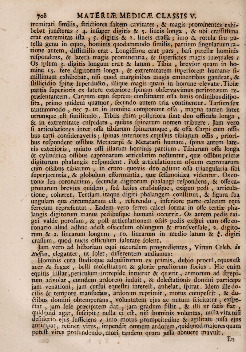 tremitati fimilis, Aridiores faltem cavitates, & magis prominentes exhi¬ bebat junduras ; 4. infuper digitis & 5. lineis longa , & ubi craffiffima erat extremitas ifta , 5. digitis & 2. lineis craffa ; imo & rotula feu pa¬ tella genu in equo, hominis quodammodo fimilis, partium lingularium ra¬ tione autem, diffimilis erat . Longiflima erat pars , bafi patella? hominis refpondens, & latera magis prominentia, & fuperficies magis inaequales ; Os ipfum 3. digitis longum erat & latum . Tibia , brevior quam in ho¬ mine 15. fere digitorum longa , & extremitatem fuperiorem humana? fi- millimam exhibebat, nifi quod marginibus magis eminentibus gaudeat, & ftillicidio fpina? fuperdudo, iliique magis quam in homine elevata?.Tibia? partis fuperioris ex latere exteriore fpinam obfervavimus peritonaeum re- pra?fentantetn. Carpum equi feptem conftituunt offa binis ordinibus difpo- fita, primo qnidem quatuor, fecundo autem tria continentur. Tarfumfex tantummodo , nec 7. ut in homine componunt offa , magna tamen inter utrumque eft fimilitudo . Tibiis etiim pofteriora funt duo officula longa , & in extremitate cufpidata , quibus fpinarum nomen tribuere . Jam vero fi articulationes inter offa tibiarum fpinarumque , & olla Carpi cum ofli- bus tarfi confideraveris ; fpinas interiores cujufvis tibiarum oflis , priori¬ bus refpondent otlibus Metacarpi & Metatarfi humani, fpina? autem late¬ ris exterioris , quinto offi iftarum hominis partium . Tibiarum offa longa & cylindrica offibus capronarum articulatim neduntur, quse offibus prima: digitorum phalangis refpondent. Poft articulationem ofsium capronarum cum ofsibus tibiarum , in cruro quovis duo adfunt offa triangularia fibi fuperjacentia, & globulum efformantia, qua? fefamoida?a videntur. Os co¬ rona feu coronarium, fecunda? digitorum phalangi refpondens, & oflfeca¬ pronarum brevius quidem , fed latius crafsiufque , exiguo pedi , articula¬ tione, coha?ret. Tertiam itaque digiti phalangem conftituit, & figura fua ungulam qua circumdatum eft , referendo , inferiore parte calceum equi ferreum repra?fentat . Eadem vero ferrei calcei forma in oflfe tertia? pha¬ langis digitorum manus pedibufque humani occurrit. Os autem pedis exi¬ gui valde porofum, & poft articulationem ofsis pedis exigui cum oflfe co¬ ronario aliud adhuc adeft ofsiculum oblongum & tranfverfale, 2. digito¬ rum & 2. linearum longum , 10. linearum in medio latum & *. digiti cralfum, quod nucis oflficulum falutare folent. Jam vero ad hiftoriam equi naturalem progredientes , Virum Celeb. de £uffon, eleganter, ut folet, differentem audiamus: Hominis cura ftudioque adquifitorum ex primis, dubio procul,equuseft acer & fugax , belli moleftiarum & gloria? proeliorum focius . Hic enim equitis inftar^periculum intrepide intuetur & quserit, armorum ad ftrepi- tum advolat, eumdem ardorem induit, & deledationis domini particeps jam venationi, jam curfui equeftri intereft, anhelat, fpirat. Idem ille do¬ cilis & tempore manfueius, ardorem reprimit, motus compefcit , & du- dibus domini obtemperans , voluntatem ejus ac nutum fcicitatur, exfpe- dat , jam fefe pra?cipitem dat , jam gradum fiftit , & illi ut fatis fiat , quidquid agat, fufeipit; nulla ei eft, nifi hominis voluntas, nulla vita nifi defiderio ejus fufficiens ; imo motus promptitudine & agilitate juflfa ejus anticipat, retinet vires, impendit omnem ardorem, quidquod majores quam poteft vires profundendo,mori tandem quam juflfa abnuere mavult. /