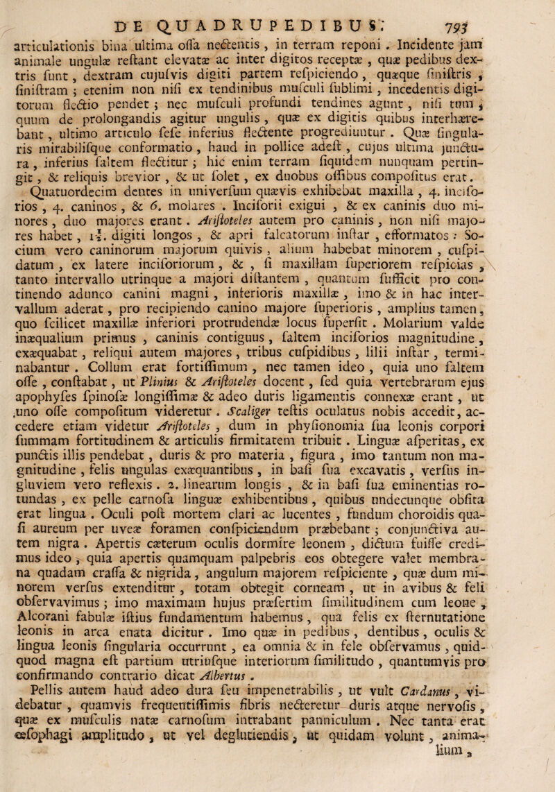 articulationis bina ultima offa nedentis , in terram reponi . Incidente jam animale ungula? redant elevata ac inter digitos recepta? , qu& pedibus dex¬ tris funt, dextram cujufvis digiti partem refpiciendo, qustque finiftris , finidram ; etenim non nifi ex tendinibus mufculi fublimi , incedentis digi¬ torum fle&io pendet ; nec mufculi profundi tendines agunt, nifi tum i quum de prolongandis agitur ungulis , qua? ex digitis quibus i uter haere¬ bant , ultimo articulo fefe inferius dedente progrediuntur . Qua? lingula¬ ris mirabilifque conformatio , haud in pollice addi; , cujus ultima jundu- ra , inferius falcem deditur ; hk enim terram fiquidem nunquam pertin¬ git , & reliquis brevior , & ut folet, ex duobus offibus compofitus erat. Quatuordecim dentes in nniverfum qua?vis exhibebat maxilla , 4, incifo- rios , 4. caninos , & 6, molares . Inciforii exigui , & ex caninis duo mi¬ nores , duo majores erant. Arifloteles autem pro caninis , non nifi majo¬ res habet, 1*. digiti longos , & apri falcatorum indar , efformatos ; So¬ cium vero caninorum majorum quivis , alium habebat minorem , cufpi- datum , ex latere inciforiorum , & , fi maxillam fuperiorem refpicias ,\ tanto intervallo utrinque a majori di dantem , quantum fufficit pro con¬ tinendo adunco canini magni, interioris maxillae , imo gc in hac inter¬ vallum aderat, pro recipiendo canino majore fuperioris , amplius tamen s quo fcilicet maxilla? inferiori protrudenda? locus fuperfit . Molarium valde ina?qualium primus , caninis contiguus , faltem inciforios magnitudine , exxquabat, reliqui autem majores, tribus cufpidibus , lilii indar , termi¬ nabantur . Collum erat fortiffimum , nec tamen ideo , quia uno faltem offe , condabat, ut Plinius & Arifloteles docent, fed quia vertebrarum ejus apophyfes fpinofa? longiflima? & adeo duris ligamentis connexa? erant , ut ,uno ofie compofitum videretur . Scaliger tedis oculatus nobis accedit, ac¬ cedere etiam videtur Arifloteles , dum in phyfionomia fua leonis corpori fummam fortitudinem & articulis firmitatem tribuit. Lingua? afperitas, ex pun&is illis pendebat, duris & pro materia , figura , imo tantum non ma¬ gnitudine , felis ungulas exa?quantibus , in bafi fua excavatis , verfus in¬ gluviem vero reflexis. 2. linearum longis , & in bafi fua eminentias ro¬ tundas , ex pelle carnofa lingua? exhibentibus , quibus undecunque obfita erat lingua . Oculi pofi mortem clari ac lucentes , fundum choroidis qua- fi aureum per uvea? foramen confpiciendum praebebant; conjundiva au¬ rem nigra . Apertis ca?terum oculis dormire leonem , didurn fuiffe credi¬ mus ideo ^ quia apertis quamquam palpebris eos obtegere valet membra¬ na quadam craffa & nigrida, angulum majorem refpiciente , qua? dum mi¬ norem verfus extenditur , totam obtegit corneam , ut in avibus & feli obfervavimus ; imo maximam hujus praefertim fimilitudinem cum leone * Alcorani fabula? iflius fundamentum habemus, qua felis ex demutatione leonis in arca enata dicitur . Imo qua? in pedibus , dentibus, oculis & lingua leonis fingularia occurrunt, ea omnia & in fele obfervamus , quid- quod magna ed partium utriufque interiorum fimilitudo , quantumvis pro confirmando contrario dicat Albertus * Pellis autem haud adeo dura feti impenetrabilis , ut vult Cardmus, vi¬ debatur , quamvis frequentiflimis fibris pederetur duris atque nervofis s qua? ex mufculis nata? carnofum intrabant panniculum . Nec tanta erat oefophagi amplitudo * ut vel degiutiendis ^ ut quidam volunt, anima¬ lium 3