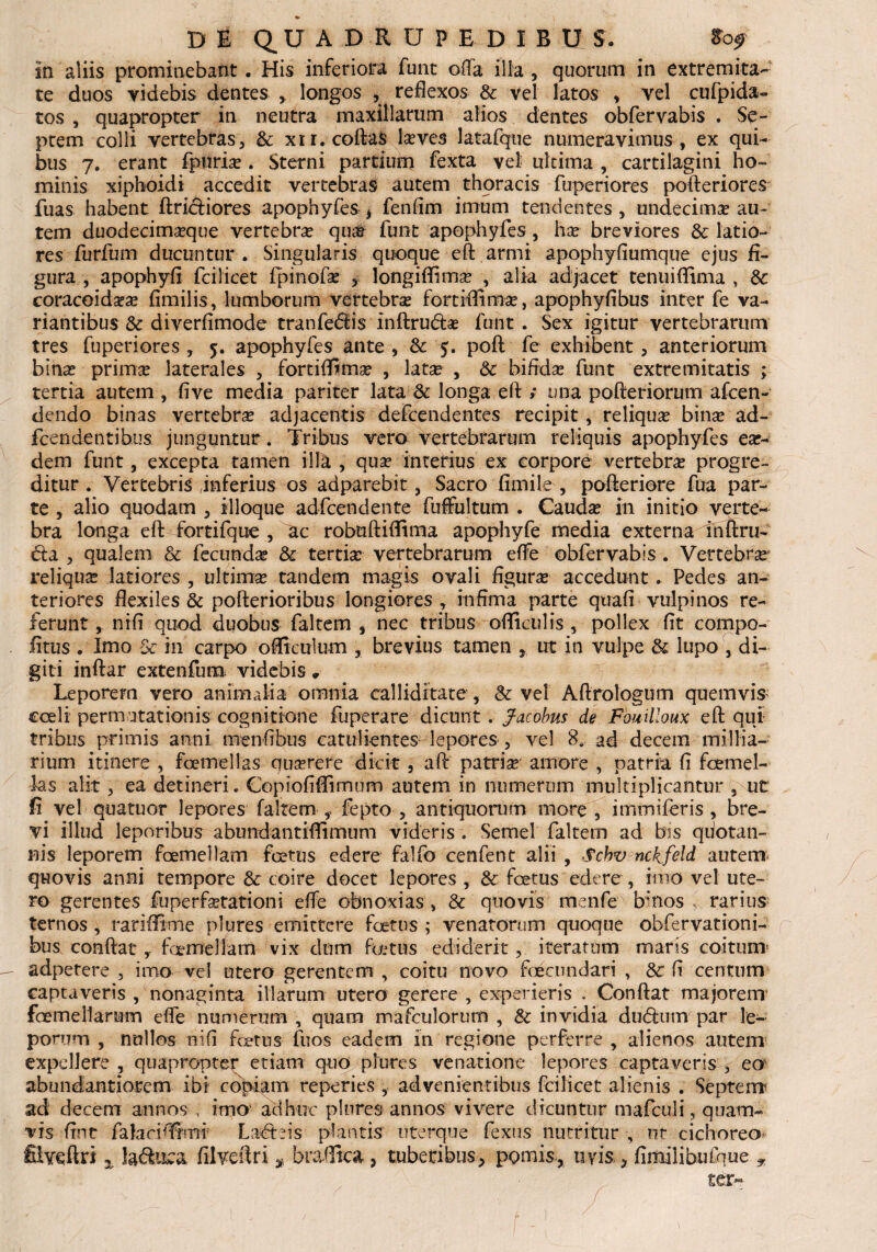 in aliis prominebant. His inferiora funt offa illa, quorum in extremita¬ te duos videbis dentes , longos , reflexos & vel latos , vel cufpida- tos , quapropter in neutra maxillarum alios dentes obfervabis . Se¬ ptem colli vertebras, & xir.coffas lseves latafque numeravimus , ex qui¬ bus 7. erant fpuria? . Sterni pardum fexta vel ultima , cartilagini ho¬ minis xiphoidi accedit vertebras autem thoracis fuperiores pofteriores fuas habent ftriciiores apophyfes * fenfim imum tendentes , undecima? au¬ tem duodecima?que vertebra? qua? funt apophyfes, ha? breviores & latio¬ res furfum ducuntur.- Singularis quoque efl armi apophyfiumque ejus fi¬ gura , apophyfi fcilicet fpinofa? , longiffima? , alia adjacet tenui (lima , & coracoidea? fimilis, lumborum vertebra? fortrflirna?, apophyfibus inter fe va¬ riantibus & diverfimode tranfedfis inftru&a? funt . Sex igitur vertebrarum tres fuperiores , 5. apophyfes ante , & 5. poft fe exhibent, anteriorum bin^ prima? laterales , fortiflfima? , lata? , & bifida? funt extremitatis ; tertia autem , five media pariter lata & longa eft ; una pofteriorum afcen- dendo binas vertebra? adjacentis defcendentes recipit, reliqua? bina? ad- fcendentihus. junguntur. Tribus vero vertebrarum reliquis apophyfes ear- dem funt, excepta tamen illa , qua? interius ex corpore vertebra? progre¬ ditur . Vertebris ,inferius os adparebit, Sacro fimile , pofteriore fua par¬ te , alio quodam , illoque adfcen dente fuffultum . Cauda? in initio verte¬ bra longa efl: fortifque , ac robuftiflima apophyfe media externa inftru- da , qualem Sc fecunda & tertia? vertebrarum e(Fe obfervabis . Vertebrae reliqua? latiores , ultima? tandem magis ovali figura? accedunt. Pedes an¬ teriores flexiles & pofterioribus longiores , infima parte quafi vulpinos re¬ ferunt , nifi quod duobus faltern , nec tribus officulis , pollex fit compo- litus . Imo & in carpo offietrlum , brevius tamen , ut in vulpe & lupo , di¬ giti inftar extenfum videbis. Leporem vero animalia omnia calliditate , & vel Aftrologum quemvis coeli permutationis cognitione fuperare dicunt . Jacobus de Fomlloux efl: qui tribus primis anni menfibus catulientes-lepores , vel 8. ad decem millia- rium itinere , foemelias querere dicit, aft patria amore , patria fi fcemel- las alit, ea detineri. Copiofiffimdm autem in numerum multiplicantur , ut fi vel quatuor lepores faltem , fepto , antiquorum more , immiferis , bre¬ vi illud leporibus abundantiflimum videris . Semel faltem ad bis quotan¬ nis leporem foemellam foetus edere falfo cenfent alii , Schv nckfeld autem, quovis anni tempore & coire docet lepores , & foetus edere , imo vel ute¬ ro gerentes fuperfletationi effe obnoxias > & quovis menfe bmos rarius ternos , rariffime plures emittere foetus ; venatorum quoque obfervationi- bus conflat, foemellam vix dum fletus ediderit, iteratum maris coitum1 adpetere , imo vel utero gerentem, coitu novo foec undari , & fi centum captaveris , nonaginta illarum utero gerere , experieris . Conflat majorem' foemellarum efle numerum , quam mafculorum , & invidia dudum par le¬ porum , nullos nifi foetus fuos eadem in regione perferre , alienos autem expellere , quapropter etiam quo piures venatione lepores captaveris , eo^ abundantiorem ibi copiam reperies , advenientibus fcilicet alienis . Septem ad decem annos , imo- adhuc plures annos vivere dicuntur mafeuii, quam¬ vis finr falaciflfnw Lacteis plantis uterque fexus nutritur , nt cichoreo- filveftri 5 laquea filveitri * braffica, tuberibus, pomis, uvis, fimilibufque *