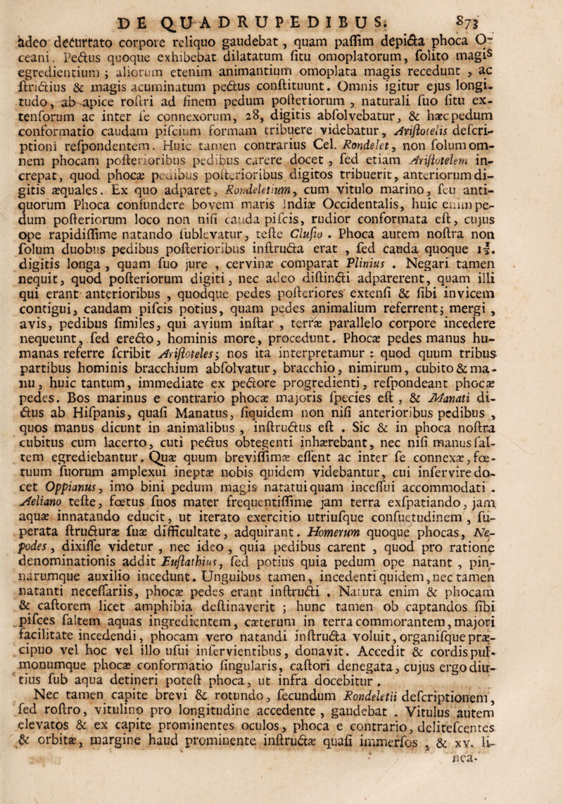 hdeo decurtato corpore reliquo gaudebat, quam paflim depi&a phoca O- ceani. Pe&us quoque exhibebat dilatatum fitu omoplatorum, folito magis egredientium ; aliorum etenim animantium omoplata magis recedunt , ac ftri&ius & magis acuminatum pedtus conftituunt. Omnis igitur ejus longu tudo, ab-apice roftri ad finem pedum pofteriorum > naturali fuo fitu ex- tenforum ac inter fe connexorum, 28, digitis abfolvebatur, & hasc pedum conformatio caudam pifciuni formam tribuere videbatur Ariftoielis defcri- ptioni recondentem. Huic tamen contrarius Cei. Rondekty non folumom¬ nem phocam poftenorihus pedibus carere docet , fed etiam Aviflotelem in¬ crepat, quod phocas pedibus poitenoribus digitos tribuerit, anteriorum di¬ gitis asquales. Ex quo adparet, Rondelethmy cum vitulo marino, feu anti¬ quorum Phoca confundere bovem maris Indias Occidentalis, huic emmpe¬ dum pofteriorum loco non nili cauda pifois, rudior conformata eft, cujus ope rapidiflime natando fublevatur, tefte Clufto , Phoca autem noftra non folum duobus pedibus pofterioribus inftru&a erat , fed cauda quoque i|. digitis longa , quam fuo jure , cervinas comparat Plinius . Negari tamen nequit, quod pofteriorum digiti, nec adeo diftin&i adparerent, quam illi qui erant anterioribus , quodque pedes pofteriores extenfi & libi invicem contigui, caudam pifcis potius, quam pedes animalium referrent; mergi, avis, pedibus fimiles, qui avium inftar , terras parallelo corpore incedere nequeunt, fed eredto, hominis more, procedunt. Phocas pedes manus hu¬ manas referre fcribit Arifloteles; nos ita interpretamur quod quum tribus partibus hominis bracchium abfolvatur, bracchio, nimirum, cubito & ma¬ nu, huic tantum, immediate ex pedore progredienti, refpondeant phocas pedes. Bos marinus e contrario phocas majoris fpecies eft , & Manati di- dus ab Hifpanis, quafi Manatus, fiquidem non nifi anterioribus pedibus , quos manus dicunt in animalibus , inftrudus eft . Sic & in phoca noftra cubitus cum lacerto, cuti pedus obtegenti inhasrebant, nec nifi manusfal- tem egrediebantur. Quas quum breviflim^ effent ac inter fe connexa, fac¬ tuum fuorum amplexui ineptas nobis quidem videbantur * cui inferviredo- cet Oppianus, imo bini pedum magis natatui quam ineeffui accommodati , Aeliano tefte, foetus fuos mater frequentiffime jam terra exfpatiando, jam aquas innatando educit, ut iterato exercitio utriufque confuetudinem , fu- perata ftruduras fuas difficultate, adquirant. Homemm quoque phocas, Ne- podes, dixifle videtur , nec ideo , quia pedibus carent , quod pro ratione denominationis addit JEuflathiur, fed potius quia pedum ope natant , pin¬ narumque auxilio incedunt. Unguibus tamen, incedenti quidem,nec tamen natanti neceffariis, phocas pedes erant inftrudi , Natura enim & phocam & caftorem licet amphibia deftinaverit ; hunc tamen ob captandos fibi pifces faitem aquas ingredientem, casterum in terra commorantem, majori facilitate incedendi, phocam vero natandi inftru&a voluit, organifqueprae¬ cipuo vel hoc vel illo ufui infervientibus, donavit. Accedit & cordispuf- monumque phocas conformatio fingularis, caftori denegata, cujus ergo diu¬ tius fub aqua detineri poteft phoca, ut infra docebitur . Nec tamen capite brevi & rotundo, fecundum Rondeletii defcriptionem, fed roftro, vitulino pro longitudine accedente, gaudebat . Vitulus autem elevatos & ex capite prominentes oculos, phoca e contrario, delitefce.ntes & orbitas, margine haud prominente inftru&as quafi immerfos >. & xv.. ii-  nea*’