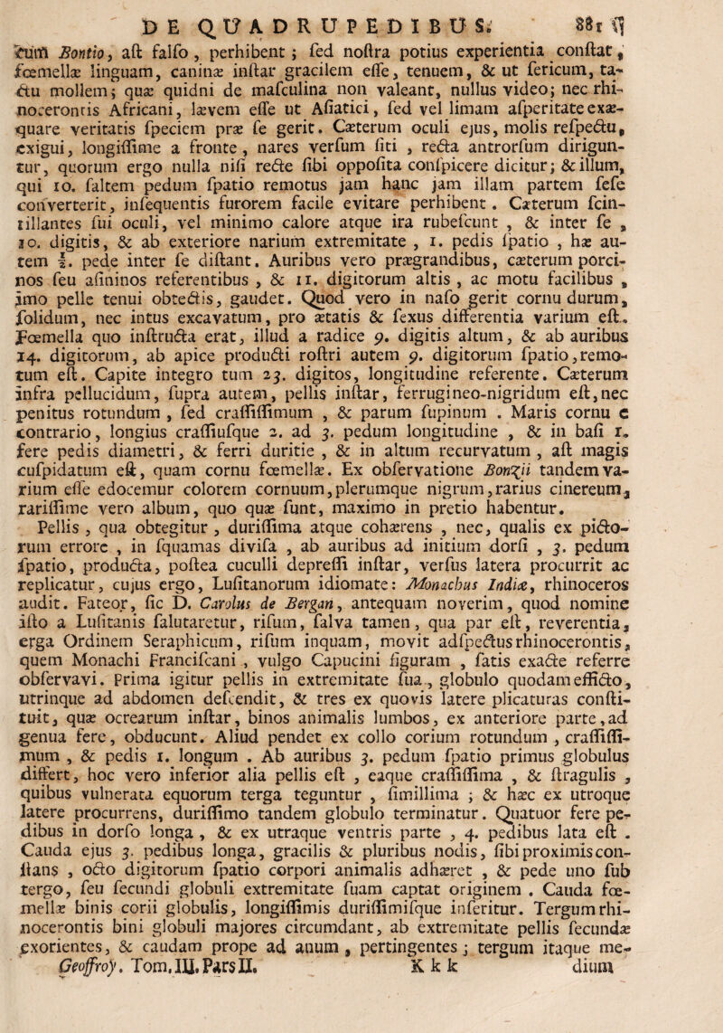 «ftnfi Bonthy aft falfo , perhibent; fed noftra potius experientia conftat * femellas linguam, caninas inftar gracilem effe, tenuem, & ut fericum, ta- du mollem; quas quidni de mafculina non valeant, nullus video; nec rhi- noceronris Africani, lasvem effe ut Afiatici, fed vel limam afperitateexas- quare veritatis fpeciem pras fe gerit. Ceterum oculi ejus, molis refpedu, exigui, longiffime a fronte, nares verfum fiti , reda antrorfum dirigun¬ tur, quorum ergo nulla nifi rede fibi oppofita confpicere dicitur; & illum, qui io. faltem pedum fpatio remotus jam hanc jam illam partem fefe converterit, infequentis furorem facile evitare perhibent. Caterum fcin- tillantes fui oculi, vel minimo calore atque ira rubefcunt , & inter fe , io. digitis, & ab exteriore narium extremitate , i. pedis fpatio , has au¬ tem |. pede inter fe diftant. Auribus vero prasgrandibus, casterum porci¬ nos feu afminos referentibus , & ii. digitorum altis , ac motu facilibus s imo pelle tenui obtedis, gaudet. Quod vero in nafo gerit cornu durum, folidum, nec intus excavatum, pro astatis & fexus differentia varium eft.. femella quo inftruda erat, illud a radice 9. digitis altum, & ab auribus 14. digitorum, ab apice produdi roftri autem 9. digitorum fpatio,remo¬ tum eft. Capite integro tum 23. digitos, longitudine referente. Casterum infra pellucidum, fupra autem, pellis inftar, ferrugineo-nigridum eft,nec penitus rotundum , fed craffiffimum , & parum fupinum . Maris cornu c contrario, longius craffiufque 2. ad 3. pedum longitudine , & in bafi r, fere pedis diametri, & ferri duritie , & in altum recurvatum , aft magis cufpidatum eft, quam cornu femellas. Ex obfervatione Bon^ii tandem va¬ rium effe edocemur colorem cornuum,plerumque nigrum,rarius cinereum^ rariffime vero album, quo quas funt, maximo in pretio habentur. Pellis , qua obtegitur , duriffima atque cohasrens , nec, qualis ex pido- rum errore , in fquamas divifa , ab auribus ad initium dorfi , 3, pedum fpatio, produda, poftea cuculli deprefli inftar, verfus latera procurrit ac replicatur, cujus ergo, Lufitanorum idiomate: Monachus Indice, rhinoceros audit. Fateor, fic D. Carolus de Bergan, antequam noverim, quod nomine ifto a Lufitanis falutaretur, rifum, falva tamen, qua par eft, reverentiaf erga Ordinem Seraphicum, rifum inquam, movit adfpedusrhinocerontiSj quem Monachi Francifcani , vulgo Capucini figuram , fatis exade referre obfervavi. Prima igitur pellis in extremitate fua, globulo quodameffido^ utrinque ad abdomen defcendit, & tres ex quovis latere plicaturas confti- tuit, quas ocrearum inftar, binos animalis lumbos, ex anteriore parte,ad genua fere, obducunt. Aliud pendet ex collo corium rotundum , craffifli- mmn , & pedis 1. longum . Ab auribus 3. pedum fpatio primus globulus differt, hoc vero inferior alia pellis eft , eaque craffiffima , 3c ftragulis , quibus vulnerata equorum terga teguntur , fimillima ; & hasc ex utroque latere procurrens, duriffimo tandem globulo terminatur. Quatuor fere pe¬ dibus in dorfo longa , & ex utraque ventris parte , 4. pedibus lata eft . Cauda ejus 3, pedibus longa, gracilis & pluribus nodis, fibi proximiscon- ftans , odo digitorum fpatio corpori animalis adhasret , & pede uno fub tergo, feu fecundi globuli extremitate fuam captat originem . Cauda fe¬ mellas binis corii globulis, longiffimis duriffimifcjue inferitur. Tergumrhi- nocerontis bini globuli majores circumdant, ab extremitate pellis fecundas exorientes, & caudam prope ad anum, pertingentes; tergum itaque me-