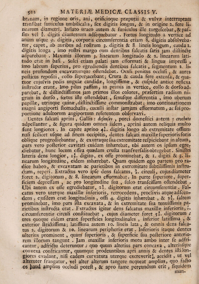 branatn, in regione oris, ani, orificioque preputii & vulva? interruptam tranftbat funiculus umbilicalis, fex digitis longus, & in origine 2. fere li¬ nearum diametri. Inflato uraco autem & funiculus ille turgefcebat,&paf- fim Vel r. digiti diametrum adfequebatur . Foetus longitudo a vertice ad anum ufque 9. digitis, corporis circumferentia etiam 8. digitis abfolveba- ■tur, caput, ab auribus ad roftram 3. digitis & 8. lineis longum, cauda 2. digitis longa , imo roftri margo cum dentibus falcatis fatis jam diftin&e adparebant . Maximis illorum 3. linearum longitudo & 2. linearum lati¬ tudo erat in bafi . Sulci etiam palati jam efFormati & linguas impreffi , imo labrum fuperius, pro egrediendis dentibus falcatis , Tegmentum 2. li¬ neis profundum excavatiunque oftendebat. Oculi penitus occlufi , & aures pofticus repofiti, collo fuper jacebant; Crura 8c cauda fere extenfa, & qua- tuor cujufvis pedis ungula candidas, Iongiffimas, & cufpide antice reflexa inftru&as erant. Imo pilus paffim, in primis in vertice, collo & dorfoad- parebat, & diftin&iffnnos jam primos illos colores, prasfertim radium ni¬ grum in dorfo , foetus ifte oftendebat , fexufque differentia , imo uberum papillas, utrimque quina:, diftin&iffirne commonftrabat; imo continuationem magni angiporti ftomachalis, cuculli inftar jamjam efformatum, ac fui pro¬ portione adultorum angiportum referentem obfervavi. Dentes falcati aprini, Gallis : defenfes , porci domeftici autem : crochets adpellantur , & figura quidem omnes iidem , aprini autem reliquis multo funt longiores . In capite aprino 4I. digitis longo ab extremitate odium nafi fcilicet ufque ad finem occipitis, dentes falcati maxillasfuperiorisforis oblique progrediebantur, & ex utraque fua extremitate refpiciebant in altum, pars vero pofterior cavitati cuidam inhasrehat, ubi autem os ipfum egrer diebatur, hunc locum olfea quasdam crufta tranfverfalisobtegebat. Siniftri lateris dens longior, ii. digito, ex oiTe prominebat, & 1. digiti & 3. li¬ nearum longitudine, eidem inhaerebat. Quam quidem ego partem pro ra¬ dice habeo, & excavatam ac parietibus in extremitate fubtiliffimis inftru- ctam, reperi. Extra&us vero ipfe dens falcatus, ?. circuli, cujus diameter foret 2. digitorum, & 8. linearum efformabat. In parte fuperiore, fuper- ficiem depreflam , ac pro longitudine fua , fulco tranfciflam oftendebat . Ubi autem ex olfe egrediebatur, 2I. digitorum erat circumferentias. Fal¬ catus vero uterque maxillas inferioris, retrocedens, proclivis atqueadfcen- dens , ejufdem erat longitudinis , oflft 4. digitis inhasrebat , & 2*. faltem prominebat, imo pars ifta excavata, & in extremitate fua tenuiflimis pa¬ rietibus inftruda erat. Extra&us igitur dens falcatus maxillas inferioris, 7. circumferentia? circuli conftituebat , cujus diameter foret 5*. digitorum » tres quoque eidem erant fuperficies longitudinales , inferior latiilrma , & exterior fttd&iflima; lati (fima autem 10. lineis lata , & omnis dens falca¬ tus 2. digitorum & 1©. linearum peripherias erat. Inferioris itaque dentes ulterius prominent , quam fuperioris , & fuperficie fua pofteriore anterio¬ rem illorum tangunt . Jam maxillas inferioris motu ambo inter fe adfri- cantur, adfri&u deteruntur ; quo quum alterius pars concava , alteriufque convexa confricantur, quumque prodeuntibus apri annis & dentes iftilon¬ giores evadant, nifi eadem curvatura uterque excreverit^, accidit , ut vel alteruter frangatur, vel alter alterum tangere nequeat amplius, qpo facfto os Jiaud amplius occludi poteft 5 ac apro fame pereundum erit; fiquidem ' • ‘ man- '