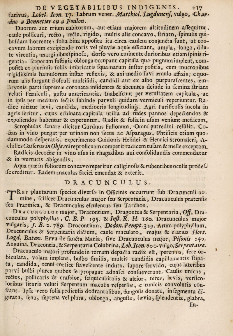 fativus, Lobel. Icon. 17. Labrum vener. JMatthioL Lugduncnf,\u\go, Char* dno a Bonnetier ou a Foulon. Duorum aut trium cubitorum, aut etiam majorem altitudinem aflequitur, caule pollicari, redo, rede, rigido, multis alis concavo, ftriato, (pinulis qui- bufdam horrente: folia bina appofita ita circa caulem conjunda funt, ut con¬ cavum labrum excipienda? roris vel pluvia? aquas efficiant, ampla, longa, dilu¬ te virentia, marginibusfpinofa, dorfo vero eminente durioribus etiam fpinis ri¬ gentia: fcaporum faftigia oblonga occupant capitula qua? pugnum implent, com- pofita ex plurimis foliis imbricatis fquamarum inftar pofitis, cum mucronibus ■rigidifsimis hamulorum inftar reflexis, & axi medio favi a?mulo affixis; equo- rum alis furgunt flofculi multifidi, candidi aut ex albo purpurafcentes, em¬ bryonis parti fuprema? coronata? infidentes & abeuntes deinde in femina ftriata veluti Fceniculi, guftu amaricantia. Inabelfcunt per vetuftatem capitula-* ac in ipfis per medium fedis fubinde parvuli quidam vermiculi reperiuntur. Ra¬ dice nititur la?vi, candida, mediocris longitudinis. Agri Parifienfis incola in agris feritur, cujus echinata capitula utilia ad rudes pannos depedendos 8c expoliendos habentur & expetuntur . Radix & folia in ufum veniunt medicum.* Scrophulas fanare dicitur Carduus Fullonum. Omni putredini refiftit. Co- dus in vino purgat per urinam non fecus ac Afparagus. Phtificis etiam quo¬ dammodo defperatis, experimento Guidonis Helidei & HenriciStromajeri, A- chilles Gaflerusin 0^/(?.mireproficuam comperit radicem tufam & meile exceptam. Radicis decoda? in vino ufus in rhagadibus ani confolidandis commendatur & in verrucis abigendis,. Aqua qua? in foliorum concavoreperitur caliginofis & rubentibus oculis prodef- fecreditur. Eadem maculas faciei emendat & exterit. D R A C U N C U L U S . Res plantarum fpecies diverfa? in Officinis occurrunt fub Dracunculi no^ 1 mine , fciiicet Dracunculus major feu Serpentaria, Dracunculus pratenfis feu Prarmica, & Dracunculus efculentus feu Tarchon. D r a cu ng u l u s major, Dracontium, Dragontea Sc Serpentaria ,Ojf. Dra¬ cunculus polyphyllus , C. B. P. 195. & Irift. R. H. 160. Dracunculus major vulgaris, J. B. 2. 789. Drocontium, Dodon.Pempt.329. Arum polyphyllum. Dracunculus & Serpentaria didum, caule maculato, majus & elatius Hort. Lugd. Batav. Erva de fanda Maria, five Dracunculus major, Tifonis 240. Anguina, Dracontia, & Serpentaria'Colubrina,LobJcon. 6oo« vulgo>Serperttaire. Dracunculo majori profunde in terram depada radix eft, perennis, fere or¬ biculata, volam implens, bulbo fimilis, multis candidis capillamentis ftipa- ta, candida, tenui cortice flavefcente induta, fapore fervido, cujus lateribus parvi bulbi plures quibus fe propagat adnafci confueverunt. Caulis unicus , redus, pollicaris & crafsior, fefquicubitalis & altior, teres, Icevis, verfico- loribus lituris veluti Serpentum maculis refperfus, e tunicis convolutis con¬ flans. Ipfa vero folia pediculis dodrantalibus, fungofis donata, in fegmenta di¬ gitata, fena, feptena vel plura, oblonga, angufta, la?via, fplendentia, glabra,